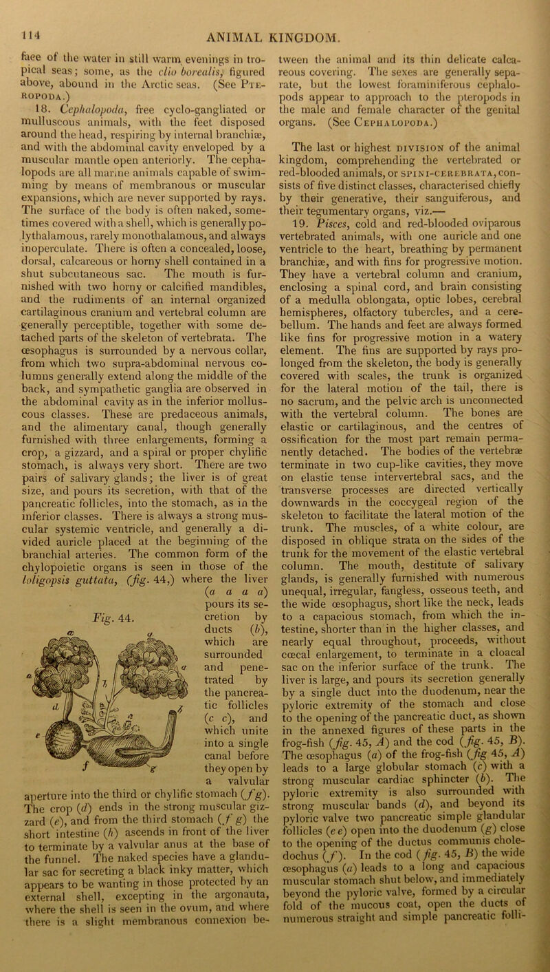 faee ot tlie water in still warm evenings in tro- pical seas; some, as the clio borealis) hgnred above, abound in the Arctic seas. (See Pte- ROPODA.) 18. Cephalopoda, free cyclo-gangliated or mulluscous animals, with the feet disposed around the head, respiring by internal branchia;, and with the abdominal cavity enveloped by a muscular mantle open anteriorly. The cepha- lopods are all marine animals capable of swim- ming by means of membranous or muscular expansions, which are never supported by rays. The surface of the body is often nabed, some- times covered with a shell, which is generally po- lythalamous, rarely monothalamous, and always inoperculate. There is often a concealed, loose, dorsal, calcareous or horny shell contained in a shut subcutaneous sac. The mouth is fur- nished with two horny or calcified mandibles, and the rudiments of an internal organized cartilaginous cranium and vertebral column are generally perceptible, together with some de- tached parts of the skeleton of vertebrata. The oesophagus is surrounded by a nervous collar, from which two supra-abdominal nervous co- lumns generally extend along the middle of the back, and sympathetic ganglia are observed in the abdominal cavity as in the inferior mollus- cous classes. These are predaceous animals, and the alimentary canal, though generally furnished with three enlargements, forming a crop, a gizzard, and a spiral or proper chylific stomach, is always very short. There are two pairs of salivary glands; the liver is of great size, and pours its secretion, with that of the pancreatic follicles, into the stomach, as in the inferior classes. There is always a strong mus- cular systemic ventricle, and generally a di- vided auricle placed at the beginning of the branchial arteries. The common form of the chylopoietic organs is seen in those of the loligopsis guttata, (fig- 44,) where the liver (a. a a a) pours its se- cretion by ducts {b), which are surrounded and pene- trated by the pancrea- tic follicles (c c), and which unite into a single canal before they open by a valvular aperture into the third or chylific stomach (./g). The crop (d) ends in the strong muscular giz- zard (e), and from the third stomach (fg) the short intestine (/;) ascends in front of the liver to terminate by a valvular anus at the base of the funnel. The naked species have a glandu- lar sac for secreting a black inky matter, which appears to be wanting in those protected by an external shell, excepting in the argonauta, where the shell is seen in the ovum, and where there is a slight membranous connexion be- tween the animal and its thin delicate calca- reous covering. The sexes are generally sepa- rate, but the lowest foraminiferous cephalo- pods appear to approach to the pteropods in the male and female character of the genital organs. (See Gee halo no da.) The last or highest division of the animal kingdom, comprehending the vertebrated or red-blooded animals, or spini-cerebrata, con- sists of five distinct classes, characterised chiefly by their generative, their sanguiferous, and their tegumentary organs, viz.— 19. Pisces, cold and red-blooded oviparous vertebrated animals, with one auricle and one ventricle to the heart, breathing by permanent branchiee, and with fins for progressive motion. They have a vertebral column and cranium, enclosing a spinal cord, and brain consisting of a medulla oblongata, optic lobes, cerebral hemispheres, olfactory tubercles, and a cere- bellum. The hands and feet are always formed like fins for progressive motion in a watery element. The fins are supported by rays pro- longed from the skeleton, the body is generally covered with scales, the trunk is organized for the lateral motion of the tail, there is no sacrum, and the pelvic arch is unconnected with the vertebral column. The bones are elastic or cartilaginous, and the centres of ossification for the most part remain perma- nently detached. The bodies of the vertebrse terminate in two cup-like cavities, they move on elastic tense intervertebral sacs, and the transverse processes are directed vertically downwards in the coccygeal region of the skeleton to facilitate the lateral motion of the trunk. The muscles, of a white colour, are disposed in oblique strata on the sides of the trunk for the movement of the elastic vertebral column. The mouth, destitute of salivary glands, is generally furnished with numerous unequal, irregular, fangless, osseous teeth, and the wide oesophagus, short like the neck, leads to a capacious stomach, from which the in- testine, shorter than in the higher classes, and nearly equal throughout, proceeds, without coecal enlargement, to terminate in a cloacal sac on the inferior surface of the trunk. The liver is large, and pours its secretion genei'ally by a single duct into the duodenum, near the pyloric extremity of the stomach and close to the opening of the pancreatic duct, as shown in the annexed figures of these parts in the frog-fish (fig- 45, A) and the cod (fig- 45, B). The oesophagus (a) of the frog-fish (fig 45, A) leads to a large globular stomach (c) with a strong muscular cardiac sphincter (b). The pyloric extremity is also surrounded with strong muscular bands (d), and beyond its pyloric valve two pancreatic simple glandular follicles (ee) open into the duodenum (g) close to the opening of the ductus communis chole- dochus (/). In the cod ( fig- 45, B) the wide oesophagus (a) leads to a long and capacious muscular stomach shut below, and immediately beyond the pyloric valve, formed by a circular fold of the mucous coat, open the ducts of numerous straight and simple pancreatic folli-