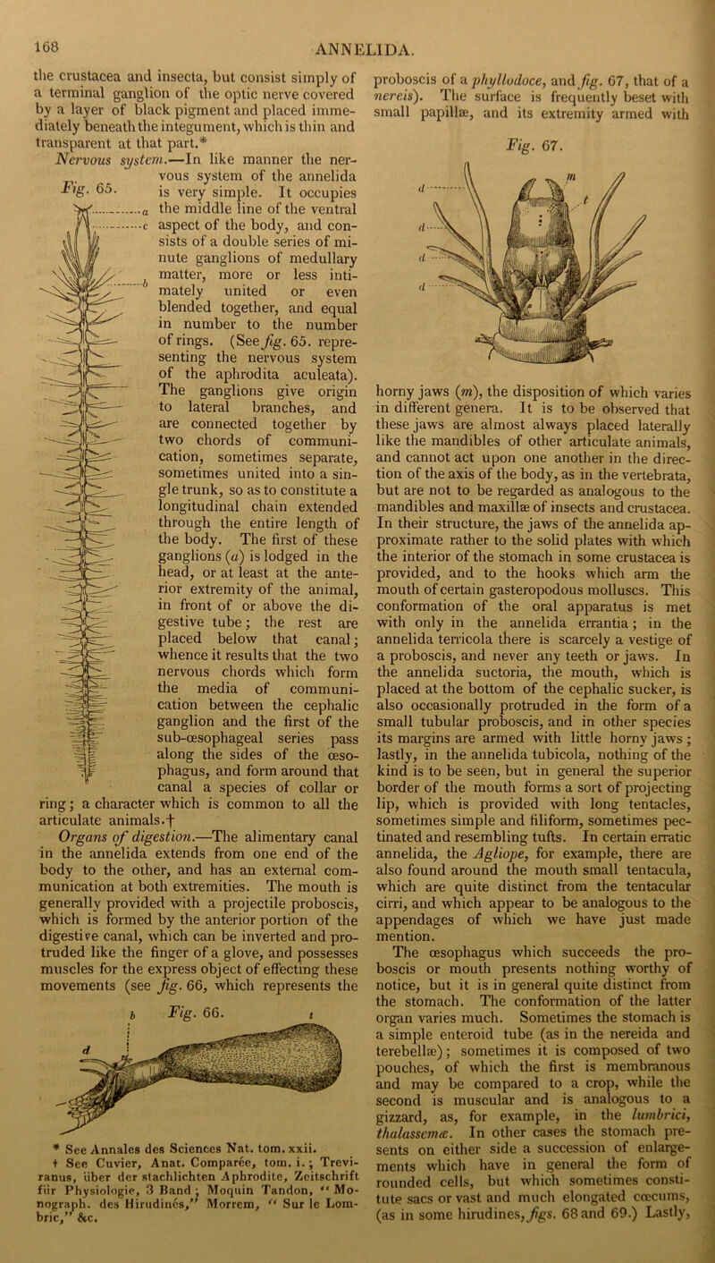 the Crustacea and insecta, but consist simply of a terminal ganglion of the optic nerve covered by a layer of black pigment and placed imme- diately beneaththe integument, which is thin and transparent at that part.* Nct^ous system.—In like manner the ner- vous system of the annelida -T/g. 65. is very simple. It occupies the middle line of the ventral aspect of the body, and con- sists of a double series of mi- nute ganglions of medullary matter, more or less inti- mately united or even blended together, and equal in number to the number of rings. (See fig. 65. repre- senting the nervous system of the aphrodita aculeata). The ganglions give origin to lateral branches, and are connected together by two chords of communi- cation, sometimes separate, sometimes united into a sin- gle trunk, so as to constitute a longitudinal chain extended through the entire length of the body. The first of these ganglions {a) is lodged in the head, or at least at the ante- rior extremity of the animal, in front of or above the di- gestive tube; the rest are placed below that canal; whence it results that the two nervous chords which form the media of communi- cation between the cephalic ganglion and the first of the sub-oesophageal series pass along the sides of the oeso- phagus, and form around that canal a species of collar or ring; a character which is common to all the articulate animals.f Organs of digestion.—The alimentary canal in the annelida extends from one end of the body to the other, and has an external com- munication at both extremities. The mouth is generally provided with a projectile proboscis, which is formed by the anterior portion of the digestive canal, which can be inverted and pro- truded like the finger of a glove, and possesses muscles for the express object of effecting these movements (see jig. 66, which represents the * See Annales dcs Sciences Nat. tom. xxii. + See Cuvier, Anat. Comparee, tom. i.; Trevi- ranus, liber der stachlichten Aphrodite, Zeitschrift fiir Physiologic, 3 Band ; Moquin Tandon, “ Mo- nograph. des Hirudincs, Morrem, Sur Ic Lora- hric,” &c. proboscis of a phyllodoce, and/g. 67, that of a nereis). The surface is frequently beset with small papillae, and its extremity armed with Fig. 67. horny jaws (w), the disposition of which varies in different genera. It is to be observed that these jaws are almost always placed laterally like the mandibles of other articulate animals, and cannot act upon one another in the direc- tion of the axis of the body, as in the vertebrata, but are not to be regarded as analogous to the mandibles and maxillae of insects and Crustacea. In their structure, the jaws of the annelida ap- proximate rather to the solid plates with which the interior of the stomach in some Crustacea is provided, and to the hooks which arm the mouth of certain gasteropodous molluscs. This conformation of the oral apparatus is met with only in the annelida errantia; in the annelida terricola there is scarcely a vestige of a proboscis, and never any teeth or jaws. In the annelida suctoria, the mouth, which is placed at the bottom of the cephalic sucker, is also occasionally protruded in the form of a small tubular proboscis, and in other species its margins are armed with little horny jaws ; lastly, in the annelida tubicola, nothing of the kind is to be seen, but in general the superior border of the mouth forms a sort of projecting lip, which is provided with long tentacles, sometimes simple and filiform, sometimes pec- tinated and resembling tufts. In certain erratic annelida, the Agliope, for example, there are also found around the mouth small tentacula, which are quite distinct from the tentacular cirri, and which appear to be analogous to the appendages of which we have just made mention. The oesophagus which succeeds the pro- boscis or mouth presents nothing worthy of notice, but it is in general quite distinct from the stomach. The conformation of the latter organ varies much. Sometimes the stomach is a simple enteroid tube (as in the nereida and terebellae); sometimes it is composed of two pouches, of which the first is membranous and may be compared to a crop, while the second is muscular and is analogous to a gizzard, as, for example, in the lumbrici, thalassemm. In other cases the stomach pre- sents on either side a succession of enlarge- ments which have in general the form of rounded cells, but which sometimes consti- tute sacs or vast and much elongated ccecuins, (as in some hirudines,^gs. 68 and 69.) Lastly, V i ■i i i ] A \ i \ 1 I \ 1 1 i ;