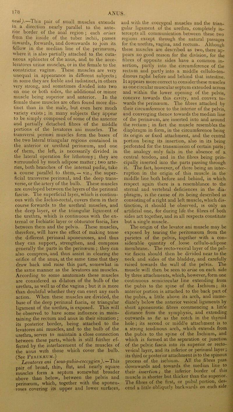 ntal).—Ihis pair of small muscles extends in a direction nearly parallel to the ante- rior border of the anal region ; each arises from the inside of the tuber ischii, passes inwards, forwards, and downwards to join its fellow in the median line of the perina?um, where it is also partially attached to the cuta- neous sphincter of the anus, and to the acce- leratores urinse muscles, or in the female to the constrictor vaginae. These muscles are very unequal in appearance in different subjects; in some they are feeble and indistinct, in others very strong, and sometimes divided into two on one or both sides, the additional or minor muscle being superior and anterior. In the female these muscles are often found more dis- tinct than in the male, but even here much variety exists; in many subjects they appear to be simply composed of some of the anterior and partially detached fibres of the middle jjortions of the levatores ani muscles. The transversi perinaei muscles form the bases of the two lateral triangular regions contained in the anterior or urethral perinaeum, and one of them, the left, is necessarily divided in the lateral operation for lithotomy; they are surrounded by much adipose matter; two arte- ries, both branches of the internal pudic, take a course parallel to them, — viz., the super- ficial transverse perinaeal, and the deep trans- verse, or the artery of the bulb. These muscles are enveloped between the layers of the perinaeal fasciae. The superficial layer, which is continu- ous with the Ischio-rectal, covers them in their course forwards to the urethral muscles, and the deep layer, or the triangular ligament of the urethra, which is continuous with the ex- ternal or Ischiatic layer or obturator fascia, lies between them and the pelvis. These muscles, therefore, will have the effect of making tense the different perinaeal aponeuroses, and thus they can support, strengthen, and compress generally the parts in the perinaeum ; they can also compress, and thus assist in clearing the orifice of the anus, at the same time that they draw back and raise this part, somewhat in the same manner as the levatores ani muscles. According to some anatomists these muscles are considered as dilators of the bulb of the urethra, as well as of the vagina; but it is more than doubtful whether they can exert any such action. When these muscles are divided, the base of the deep perinaeal fascia, or triangular ligament of the urethra, is exposed. This will be observed to have some influence in main- taining the rectum and anus in their situation ; its posterior border, being attached to the levatores ani muscles, and to the bulb of the urethra, serves to maintain a close connection between these parts, which is still further ef- fected by the interlacement of the muscles of the anus with those which cover the bulb. (See Perinaeum.) Levatores ani (sous-pubio~coccygien).—T\-\is pair of broad, thin, flat, and nearly square muscles form a septum somewhat broader above than below, between the pelvis and perinaeum, which, together with the aponeu- roses covering its upper and lower surfaces, and with the coccygeal muscles and the trian- gular ligament of the urethra, completely iu- tercejits all communication between these two regions excei)t through the natural passages for the urethra, vagina, and rectum. Although these muscles are described as two, there ap- pears no good reason for the division, for the fibres of opposite sides have a common in- sertion, partly into the circumference of the rectum and partly into a middle cellulo-ten- dinous raphe before and behind that intestine. It appears more correct to consider these muscles as one circular muscular septum extended across and within the lower opening of the pelvis, concave towards this cavity, and convex to- wards the perinjEum. The fibres attached by their circumference to the interior of the pelvis, and converging thence towards the median line of the perineeum, are inserted into and around the rectum ; in fact the muscle resembles the diaphragm in form, in the circumference being its origin or fixed attachment, and the central portion being its insertion, also in its being perforated for the transmission of certain parts; the analogy only fails in the absence of a central tendon, and in the fibres being prin- cipally inserted into the parts passing through it. The fact, however, of there being an inter- ruption in the origin of this muscle in the middle line both before and behind, in which respect again there is a resemblance to the sternal and vertebral deficiences in the dia- phragm, is the cause of its being described as consisting of a right and left muscle, which dis- tinction, it should be observed, is only an artificial one, for during life the fibres of both sides act together, and in all respects constitute but a single muscle. The origin of the levator ani muscle may he exposed by tearing the peritonaeum from the parietes of the pelvis, together with a con- siderable quantity of loose cellulo-adipose membrane. The recto-vesical layer of the pel- vic fascia should then be divided near to the neck and sides of the bladder, and carefully raised towards the wall of the pelvis. The muscle will then be seen to arise on each side by three attachments, which, however, form one continuous semicircular line extending from tlie puhis to the spine of the Ischium; its anterior portion is attached to the back part of the pubis, a little above its arch, and imme- diately below the anterior vesical ligaments by short aponeurotic fibres commencing a little distance from the symphysis, and extending outwards as far as the notch in the thyroid hole; its second or middle attachment is to a strong tendinous arch, which extends from the pubis to the spine of the Ischium, and which is formed at the separation or junction of the pelvic fascia into its superior or recto- vesical layer, and its inferior or perinaeal layer; its third or posterior attachment is to the spinous process of the ischium. All tlie fibres pass downwards and towards the median line to their insertion; the inferior border of this muscle is shorter but thicker than the superior. The fibres of the first, or pubal portion, des- cend a little obliquely backwards on each side