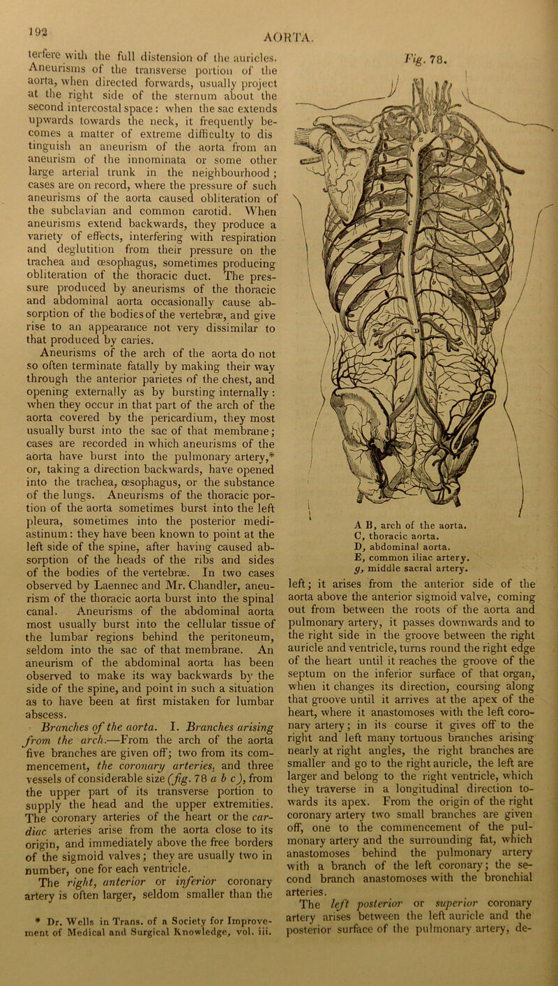 AOK^l’A. lerfere witli the full distension of the auricles. Aneurisms of the transverse portion of the aorta, when directed forwards, usually project at tlie right side of the sternum about the second intercostal space : when the sac extends upwards towards the neck, it frequently be- comes a matter of extreme difficulty to dis tinguish an aneurism of the aorta from an aneurism of the innominata or some other large arterial trunk in the neighbourhood; cases are on record, where the pressure of such aneurisms of the aorta caused obliteration of the subclavian and common carotid. When aneurisms extend backwards, they produce a variety of effects, interfering with respiration and deglutition from their pressure on the trachea and oesophagus, sometimes producing obliteration of the thoracic duct. The pres- sure produced by aneurisms of the thoracic and abdominal aorta occasionally cause ab- sorption of the bodies of the vertebrae, and give rise to an appearance not very dissimilar to that produced by caries. Aneurisms of the arch of the aorta do not so often terminate fatally by making their way through the anterior parietes of the chest, and opening externally as by bursting internally: when they occur in that part of the arch of the aorta covered by the pericardium, they most usually burst into the sac of that membrane; cases are recorded in which aneurisms of the aorta have burst into the pulmonary artery,* or, taking a direction backwards, have opened into the trachea, oesophagus, or the substance of the lungs. Aneurisms of the thoracic por- tion of the aorta sometimes burst into the left pleura, sometimes into the posterior medi- astinum : they have been known to point at the left side of the spine, after having caused ab- sorption of the heads of the ribs and sides of the bodies of the vertebrae. In two cases observed by Laennec and Mr. Chandler, aneu- rism of the thoracic aorta burst into the spinal canal. Aneurisms of the abdominal aorta most usually burst into the cellular tissue of the lumbar regions behind the peritoneum, seldom into the sac of that membrane. An aneurism of the abdominal aorta has been observed to make its way backwards by the side of the spine, and point in such a situation as to have been at first mistaken for lumbar abscess. Branches of the aorta. I. Branches arising from the arch.—From the arch of the aorta five branches are given off; two from its com- mencement, the coronary arteries^ and three vessels of considerable size (fig. 7Q ab c), from the upper part of its transverse portion to supply the head and the upper extremities. The coronary arteries of the heart or the car- diac arteries arise from the aorta close to its origin, and immediately above the free borders of the sigmoid valves; they are usually two in number, one for each ventricle. The right, anterior or inferior coronary artery is often larger, seldom smaller than the * Dr. Wells in Trans, of a Society for Improve- ment of Medical and Surgical Knowledge, vol. iii. Vig. 78. A B, arch of the aorta. C, thoracic aorta. D, abdominal aorta. E, common iliac artery. g, middle sacral artery. left; it arises from the anterior side of the aorta above the anterior sigmoid valve, coming out from between the roots of the aorta and pulmonary artery, it passes downwards and to the right side in the groove between the right auricle and ventricle, turns round the right edge of the heart until it reaches the groove of the septum on the inferior surface of that organ, when it changes its direction, coursing along that groove until it arrives at the apex of the heart, where it anastomoses with the left coro- nary artery; in its course it gives off to the right and left many tortuous branches arising nearly at right angles, the right branches are smaller and go to the right auricle, the left are larger and belong to the right ventricle, which they traverse in a longitudinal direction to- wards its apex. From the origin of the right coronary artery two small branches are given off, one to the commencement of the pul- monary artery and the surrounding fat, which anastomoses behind the pulmonary artery with a branch of the left coronary; the se- cond branch anastomoses with the bronchial arteries. The left posterior or superior coronary artery arises between the left auricle and the posterior surface of the pulmonary artery, de-