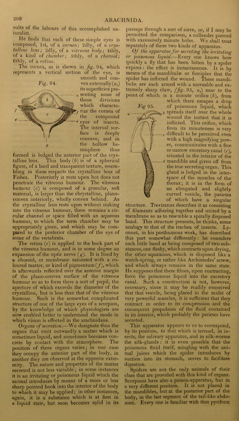 suits of the labours of this accomplished na- turalist. lie finds that each of these simple eyes is composed, 1st, of a cornea; 2dly, of a crys- talline lem; 3dly, of a vitreous body; 4thly, of a kind of chamber; 5thly, of a choroid; 6thly, of a retina. The cornea, as is shewn in jig. 94, which represents a vertical section of the eye, is smooth and con- Fig. 94. vex externally («,) its superficies pre- senting none of those divisions which characte- rise the cornea of the compound eyes of insects. The internal sur- face is deeply concave, and in g tlie hollow he- misphere thus formed is lodged the anterior part of the crys- talline lens. This body {b) is of a spherical figure, of a hard and transparent texture, resem- bling in these respects the crystalline lens of Fishes. Posteriorly it rests upon but does not penetrate the vitreous humour. The vitreous humour (c) is composed of a granular, soft material, is larger than the chrystalline, plano- convex anteriorly, wholly convex behind. As the crystalline lens rests upon without sinking into the vitreous humour, there remains a cir- cular channel or space filled with an aqueous humour, to which the term chamber may be appropriately given, and which may be com- pared to the posterior chamber of the eye of some of the vertebrata. The retina (e) is applied to the back part of the vitreous humour, and is in some degree an expansion of the optic nerve (g). It is lined by a choroid, or membrane saturated with a co- loured matter, or kind of pigmentum (_/'), which is afterwards reflected over the anterior margin of the plano-convex surface of the vitreous humour so as to form there a sort of pupil, the aperture of which exceeds the diameter of the crystalline, but is less than that of the vitreous humour. Such is the somewhat complicated structure of one of the large eyes of a scorpion, by the knowledge of which physiologists are now enabled better to understand the mode in which vision is effected in the arachnidans. Organs of secretion.—We designate thus the organs that emit outwardly a matter which is sometimes liquid, and sometimes becomes con- crete by contact with the atmosphere. The position of these organs varies; in one case they occupy the anterior part of the body, in another they are observed at the opposite extre- mity. The nature and properties of the matter secreted is not less variable; in some instances it is an irritating or poisonous liquid which the animal introduces by means of a more or less sharp pointed hook into the interior of the body to which it may be applied; in other instances, again, it is a substance which is at first in a liquid state, but soon becomes splid in its passage through a sort of sieve, or, if I may be permitted the comparison, a cullender pierced with excessively minute holes. We shall treat separately of these two kinds of apparatus. Of the apparatus for secreting the irritating or poisonous liquid.—Every one knows how quickly a fly that has been bitten by a spider expires: the effect is instantaneous. It is by means of the mandibulae or forciples that the spider has inflicted the wound. These mandi- bulae are each armed with a moveable and ex- tremely sharp claw, ffig. 95, a,) near to the point of which is a minute orifice {b), from which there escapes a drop Fig 95. of poisonous liquid, which .6 spreads itself over the whole wound the instant that it is inflicted. This orifice, which from its minuteness is very - c difficult to be perceived even with a high magnifying pow- er, communicates with a fine or narrow excretory canal (c), situated in the interior of the d mandible and given off from the true secreting organ. This gland is lodged in the inter- space of the- muscles of the thorax; it is in the form of an elongated and slightly curved vesicle, the parietes of which have a singular structure. Treviranus describes it as consisting of filaments adhering together and united by a membrane so as to resemble a spirally disposed band. This structure presents, he thinks, some analogy to that of the trachea of insects. Ly- onnet, in his posthumous work, has described this part somewhat differently: he considers each little band as being composed of two sub- stances, one fleshy, which contracts upon drying, the other squamous, which is disposed like a watch-spring, or rather like Archimedes’ screw, and which always remains in the same state. He supposes that these fibres, upon contracting, force the poisonous liquid into the excretory canal. Such a construction is not, however, necessary, since it may be readily conceived that that vesicle, being placed in the midst of very powerful muscles, it is sufficient that they contmct in order to its compression and the consequent propulsion of the fluid contained in its interior, which probably the parietes have secreted. This apparatus appears to us to correspond, by its position, to that which is termed, in in- sects, the salivary apparatus, and in silk-worms the silk-glands: it is even possible that the poisonous fluid itself, mingling with the ani- mal juices which the spider introduces by suction into its stomach, serves to facilitate digestion. Spiders are not the only animals of their class that are provided with this kind of organs. Scorpions have also a poison-apparatus, but in a very different position. It is not placed in the mandibles, but at the posterior part of the body, in the last segment of the tail-like abdo- men. Every one is familiar with that pyriform