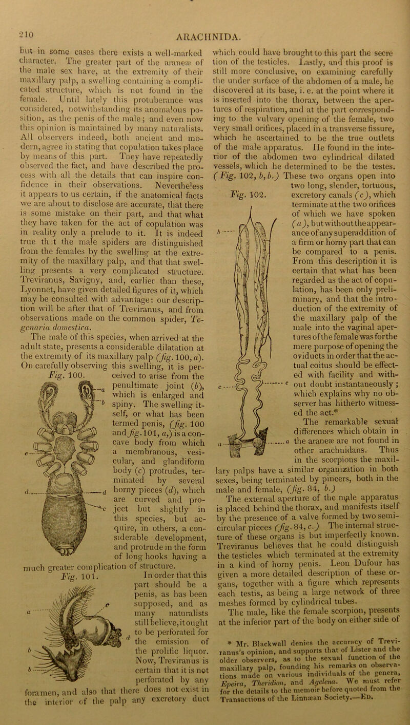 but in some eases there exists a well-markccl character. The greater part of the aranea; of the male sex have, at the extremity of their maxillary palp, a swelling containing a compli- cated structure, which is not found in the female. Untd lately this protuberance was considered, notwithstanding its anomalous po- sition, as the penis of the male; and even now this opinion is maintained by many naturalists. All observers indeed, both ancient and mo- dern, agree ill stating that copulation takes place by means of this part. They have repeatedly observed the fact, and have described the pro- cess with all the details that can inspire con- fidence in their observations. Nevertheless it appears to us certain, if the anatomical facts we are about to disclose are accurate, that there is some mistake on their part, and that what they have taken for the act of copulation was in reality only a prelude to it. It is indeed true th t the male spiders are distinguished from the females by the swelling at the extre- mity of the maxillary palp, and that that swel- ling presents a very complicated structure. Treviranus, Savigny, and, earlier than these, Lyonnet, have given detailed figures of it, which may be consulted with advantage: our descrip- tion will be after that of Treviranus, and from observations made on the common spider, Tc- genaria domestica. The male of this species, when arrived at the adult state, presents a considerable dilatation at the extremity of its maxillary palp (jig. 100, a). this swelling, it is per- ceived to arise from the penultimate joint (6), which is enlarged and spiny. The swelling it- self, or what has been termed penis, (fig. 100 101, «,) is a con- cave body from which a membranous, vesi- cular, and glandiform body (c) protrudes, ter- minated by several horny pieces (d), which are curved and pro- ject but slightly in this species, but ac- quire, in others, a con- siderable development, and protrude in the form of long hooks having a much greater complication of structure. Fig. 101. In Ol der that this part should be a penis, as has been sup]X)sed, and as many naturalists stillbelieve,itought to be perforated for  the emission of the prolific liquor. Now, Treviranus is certain that it is not perforated by any foramen, and also that there does not exist in the interior of the palp any excretory duct b — which could have brought to this part the secre tion of the testicles. Jvastly, and this proof is still more conclusive, on examining carefully the under surface of the abdomen of a male, he tliseovered at its base, i. e. at the point where it is inserted into the thorax, between the aper- tures of respiration, and at the part correspond- ing to the vulvary opening of the female, two very small orifices, placed in a transverse fissure, which he ascertained to be the true outlets of the male apparatus, lie found in the inte- rior of the abdomen two cylindrical dilated vessels, which he determined to be the testes. (Fig. 102, b,b.) These two organs open into two long, slender, tortuous, Fig. 102. excretory canals (c), which terminate at the two orifices of which we have spoken (but without the appear- ance of any superaddition of a firm or horny part that can be compared to a penis. From this description it is certain that what has been regarded as the act of copu- lation, has been only preli- minary, and that the intro- i'll duction of the extremity of the maxillary palp of the male into the vE^inal aper- tures of the female was forthe mere purpose of opening the oviducts in order that the ac- tual coitus should be effect- ed with facility and with- ^ out doubt instantaneously; which e.xplains why no ob- server has hitherto witness- ed the act.* The remarkable sexual differences which obtain in . a the araneae are not found in other arachnidans. Thus in the scorpions the maxil- lary ])alps have a similar organization in both sexes, being terminated by pincers, both in the male and female, (Jig- 84, b.) The external aperture of the m^le apparatus is placed behind the thorax, and manifests itself by the presence of a valve formed by two semi- circular pieces (fig. 84, c.) The internal struc- ture of these organs is but imperfectly known. Treviranus believes that he could distinguish the testicles which terminated at the extremity in a kind of horny penis. Leon Dufour has given a more detailed description of these or- gans, together with a figure which represents each testis, as being a large network of three meshes formed by cylindrical tubes. The male, like the female scorpion, presents at the inferior part of the body on either side of * Mr. Blackwall denies the accuracy of Trevi- ranus’s opinion, and supports lliat of Lister and the older observers, as to the sexual lunction of the maxillary palp, founding his remarks on observa- tions made on various individuals of the genera, Epeira, Theridion, and A<;elctin. We must refer for the details to the memoir before quoted from the Transactions of the Linntcan Society.—Kd.