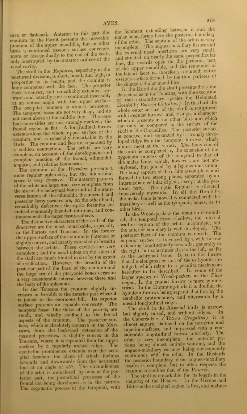 cave or flattened. Anterior to this part tlie cranium in the Parrot presents the moveable junction of the ujiper inaudible, but in other birds a continued osseous surface conveigcs more or less gradually to the end of the only interrupted by the anterior orifices of t le nasal cavity. . , The skull in the Ruptures, especially m the nocturnal division, is short, broad, and hig' i, m proportion to its length, and the cranium is large compared with the face. The posteiioi facet is convex, and remarkably extended up- wards and laterally,and is continued insensibly at an obtuse angle with the upper surfiice. The occipital foramen is almost horizontal. The temporal fossoe are not very deep, and do not meet above at the middle line. The cere- bral convexities are not strongly marked ; llie frontal region is flat. A longitudinal furrow extends along the whole upper surflice of the the ligament extending between it and the malar bone, forms here the posterior boundary of the orbit. The septum of the orbits is very incomplete. The ungueo-maxillary fissure and the external nasal apertures are very small, and situated on nearly the same perpendicular line, the nostrils o])eii on tlie posierior part of tlie upper mandible, and tlie remainder of the lateral facet is, tlierefore, a smootli entiie osseous surfiice formed by the thin paiietes of the dilated cellular mandibles. In the Ilornbills the skull presents the same characters as in the Toucans, with the exception of that extraordinary species the Ilelmeted llornbill (Buccros Gulcatus.) In this bird the whole outer surface of the skull is sculptured with irregular furrows and risings, a cliaracter which it presents in no other bird, and which can only be compared to the surface of the skull in the Crocodiles. The posterior surface extends along the whole upper surrace or e ^ separated by a strongly deve- cranium, and is especially remar a le in - ^ 1 furrows, which Owls. The cranium and face are sei>arated by loped . .d e Iron l p Um rim of a sudden contraction. The orbits are very complete, on account of the development and complete junction of the frontal, ethmoidal, ungueal, and palatine boundaries. The cranium of the Warblers presents a more regular sphericity, but the interoibital space is very concave. The anterior parietes of the orbits are large and very complete from tlie size of the lachrymal bone and of the trans- verse lamina of the ethmoid; the internal and posterior bony parietes are, on the other hand, remarkably defective; the optic foramina are indeed commonly blended into one, and con- tinuous with the larger fissures above. ITie distinctive characters of the skull of the almost meet at the vertex. The bony rim of the orbit is completed by the extension of the zygomatic process of the temporal to that of the malar bone, which, however, are not an- chylosed, but joined by a Ugamentous muon. The bony septum of the orbits is complete, and formed by two strong plates, sepaiated by an intermediate cellular diploe, except at the pos- terior part. The optic foramen is diiected transversely outwards. In all the Ilornbills the malar bone is moveably connected with tlie maxillary as well as the tympanic bones, as in other birds, . In the Wood-peckers the cranium is round- ed, the temporal fossae shallow, the internal ITie distinctive characters ot the sKuii or me ^ hicomnlete but &„morcs ure tlie most remarkable, especially wall or septum in the Parrots and Toucans. In the former the anterior boundary is well dei eloped, me the upper surfiice of the cranium is flattened or postenor facet of the crmiium is jaise^^ The slightly convex, and greatly extended in breadth between the orbits. These cavities are very complete; and the nasal inlets on the sides of the skull are much limited in size by the extent of ossification. However, the breadth of the posterior part of the base of the cranium and the large size of the pterygoid bones occasion superior surface is traversed by a wide fuirow extending longitudinally forwards, geneially to the right, but sometimes also to the left, as far as the lachrymal bone. It is in this furrow that the elongated cornua of the os hyoides are lodged, which relate to a peculiar mechanism hereafter to be described. In some of the and large,- species of 'ood-pecker sligblly in, iTj!^'n'er,o'*f c«eteuc ^Zberan^^^^^^ afterwards by a surface presents an equable convexity. The temporal fossae, like those of the parrots, are small, and wholly confined to the lateral aspects of the cranium. The posterior sur- face, which is absolutely concave in the Mac- caws, from the backward extension of the mastoid processes, is slightly convex in the Toucans, where it is separated from the upper surface by a regularly arched ridge. The cerebellic prominence extends over the occi- pital foramen, the plane of which inclines forwards and downwards from the horizontal line at an angle of 46°. The circumference of the orbit is uninclosed by bone at the pos- terior part, the jiostorbital processes of the frontal not being developed as in the jiarrots. The zygomatic process of the temporal, with mesial longitudinal ridge. The skull in the Rasorial birds is narrow, but slightly raised, and without ridges. In the Capercailzie (Tetrao Urogalltis) it is almost square, flattened on the posterior and superior surfaces, and inqiressed with a <mn- sidemble longitudinal furrow anterioily. T.he orbit is very inconijilete, the anterior pa- rietes being almost entirely wanting, and the ungueo-maxillary vacancy being consequently continuous with the orbit. In the llustaids the posterior boundary of the ungueo-maxillary fissure is complete, but in other respects the cranium resemliles that of the Hasoi'cs, The skidl IS remarkable for its length in the majority o( the ll'm/trs. In the Herons and IJitterns the occipital region is low, and inclines