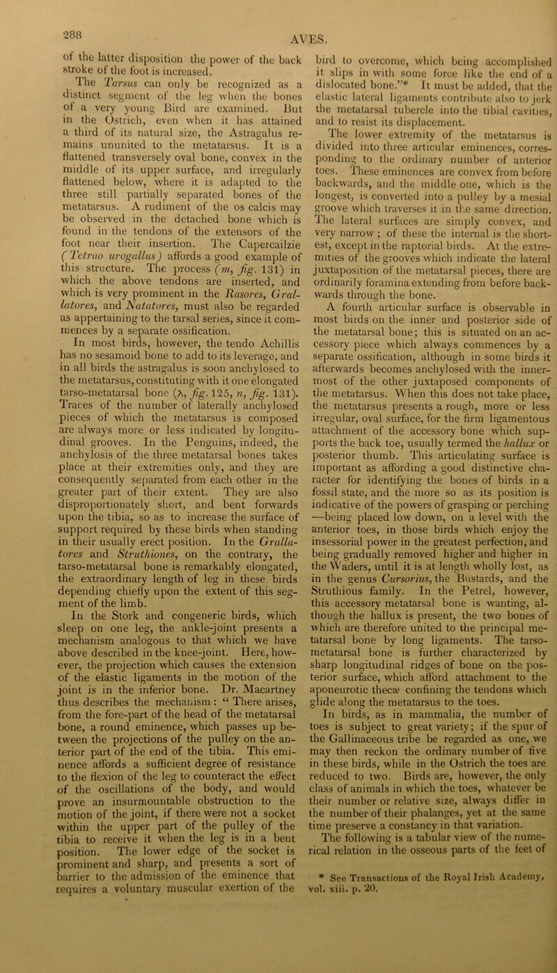 of tlie latter disposition the power of tlie back stroke of the foot is increased. '^1 he Tarsus can only be recognized as a distinct segment of the leg when tlie bones of a very young Bird are examined. But in the Ostrich, even when it has attained a third of its natural size, the Astragalus re- mains ununited to the metatarsus. It is a flattened transversely oval bone, convex in the middle of its upper surface, and irregularly flattened below, where it is adapted to the three still partially separated bones of the metatarsus. A rudiment of the os calcis may be observed in the detached bone which is found in the tendons of the extensors of the foot near their insertion. The Capercailzie ( Teti'ao urogullus) affords a good example of this structure. The process j^g-. 131) in which the above tendons are inserted, and which is very prominent in the Rasores, Gral- latores, and Natatores, must also be regarded as appertaining to the tarsal series, since it com- mences by a separate ossification. In most birds, however, the tendo Achillis has no sesamoid bone to add to its leverage, and in all birds the astragalus is soon anchylosed to the metatarsus, constituting with it one elongated tarso-metatarsal bone 125, n, Jig. 131). Traces of the number of laterally anchylosed pieces of which the metatarsus is composed are always more or less indicated by longitu- dinal grooves. In the Penguins, indeed, the anchylosis of the three metatarsal bones takes place at their extremities only, and they are consequently separated from each other in the greater part of their extent. They are also disproportionately short, and bent forwards upon the tibia, so as to increase the surface of support required by these birds when standing in their usually erect position. In the Gratia- tores and Slruthiones, on the contrary, the tarso-metatarsal bone is remarkably elongated, the extraordinary length of leg in these birds depending chiefly upon the extent of this seg- ment of the limb. In the Stork and congeneric birds, which sleep on one leg, the ankle-joint presents a mechanism analogous to that which we have above described in the knee-joint. Here, how- ever, the projection which causes the extension of the elastic ligaments in the motion of the joint is in the inferior bone. Dr. Macartney thus describes the mechanism : “ There arises, from the fore-part of the head of the metatarsal bone, a round eminence, which passes up be- tween the projections of the pulley on the an- terior part of the end of the tibia. This emi- nence affords a sufficient degree of resistance to the flexion of the leg to counteract the effect of the oscillations of the body, and would prove an insurmountable obstruction to the motion of the joint, if there were not a socket within the upper part of the pulley of the tibia to receive it when the leg is in a bent position. The lower edge of the socket is prominent and sharp, and presents a sort of barrier to the admission of the eminence that requires a voluntary muscular exertion of the bird to overcome, which being accomplished it slips in with some force like the end of a dislocated bone.”* It must be added, that the elastic lateral ligaments contribute also to jerk the metatarsal tubercle into the tibial cavities, and to resist its displacement. The lower extremity of the metatarsus is divided into three articular eminences, corres- ponding to the ordinary number of anterior toes. These eminences are convex from before backwards, and the middle one, which is the longest, is converted into a pulley by a mesial groove which traverses it in the same direction. The lateral surfaces are simply convex, and very narrow ; of these the internal is the short- est, except in the raptorial birds. At the extre- mities of the grooves which indicate the lateral juxtaposition of the metatarsal pieces, there are ordinarily foramina extending from before back- wards through the bone. A fourth articular surface is observable in most birds on the inner and posterior side of the metatarsal bone; this is situated on an ac- cessory piece which always commences by a separate ossification, although in some birds it afterwards becomes anchylosed with the inner- most of the other juxtaposed components of the metatarsus. When this does not take place, the metatarsus presents a rough, more or less irregular, oval surface, for the firm ligamentous attachment of the accessory bone which sup- ports the back toe, usually termed the hallux or posterior thumb. This articulating surface is important as affording a good distinctive cha- racter for identifying the bones of birds in a fossil state, and the more so as its position is indicative of the powers of grasping or perching —being placed low down, on a level with the anterior toes, in those birds which enjoy the insessorial power in the greatest perfection, and being gradually removed higher and higher in the Waders, until it is at length wholly lost, as in the genus Cursorius, the Bustards, and the Struthious family. In the Petrel, however, this accessory metatarsal bone is wanting, al- though the hallux is present, the two bones of which are therefore united to the principal me- tatarsal bone by long ligaments. The tareo- metatarsal bone is further characterized by sharp longitudinal ridges of bone on the pos- terior surfece, which afford attachment to the aponeurotic thecee confining the tendons which glide along the metatarsus to the toes. In birds, as in mammalia, the number of toes is subject to great variety; if the spur of the Gallinaceous tribe be regarded as one, we may then reckon the ordinary number of five in these birds, while in the Ostrich the toes are reduced to two. Birds are, however, the only class of animals in which the toes, whatever be their number or relative size, always differ in the number of their phalanges, yet at the same time preserve a constancy in that variation. The following is a tabular view of the nume- rical relation in the osseous parts of the feet of • Sco Transactions of the Royal Irish Academy, vol. xiii. p. 20.