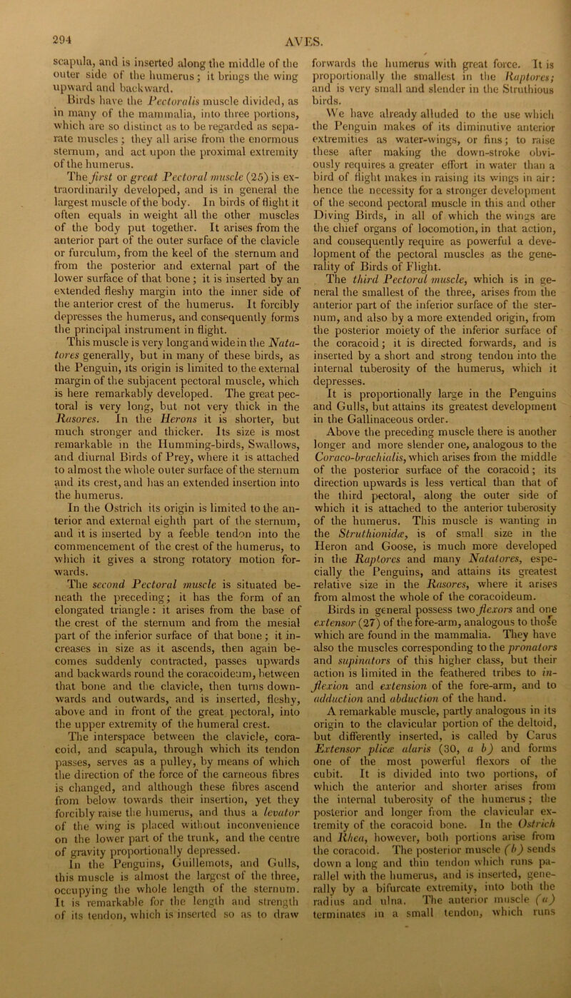 scapula, and is inserted along the middle of the outer side of the humerus; it brings the wing upward and backward. Birds have the Pectoralis muscle divided, as in many of the mammalia, into three portions, which are so distinct as to be regarded as sepa- rate muscles ; they all arise from the enormous sternum, and act upon the proximal extremity of the humerus. The Jirst or great Pectoral muscle (25) is ex- traordinarily developed, and is in general the largest muscle of the body. In birds of flight it often equals in weight all the other muscles of the body put together. It arises from the anterior part of the outer surface of the clavicle or furculum, from the keel of the sternum and from the posterior and external part of the lower surface of that bone ; it is inserted by an extended fleshy margin into the inner side of the anterior crest of the humerus. It forcibly depresses the humerus, and consequently forms the principal instrument in flight. This muscle is very longand wide in the Nata- tores generally, but in many of these birds, as the Penguin, its origin is limited to the external margin of the subjacent pectoral muscle, which is here remarkably developed. The great pec- toral is very long, but not very thick in the ]iaso7'es. In the Herons it is shorter, but much stronger and thicker. Its size is most remarkable in the Humming-birds, Swallows, and diurnal Birds of Prey, where it is attached to almost the whole outer surface of the sternum and its crest, and has an extended insertion into the humerus. In the Ostrich its origin is limited to the an- terior and external eighth part of the sternum, and it is inserted by a feeble tendon into the commencement of the crest of the humerus, to which it gives a strong rotatory motion for- wards. The second Pectoral muscle is situated be- neath the preceding; it has the form of an elongated triangle : it arises from the base of the crest of the sternum and from the mesial part of the inferior surface of that bone ; it in- creases in size as it ascends, then again be- comes suddenly contracted, passes upw’ards and backwards round the coracoideum, between that bone and the clavicle, then turns down- wards and outwards, and is inserted, fleshy, above and in front of the great pectoral, into the upper extremity of the humeral crest. The interspace between the clavicle, cora- coid, and scapula, through which its tendon passes, serves as a pulley, by means of which the direction of the force of the carneous fibres is changed, and although these fibres ascend from below towards their insertion, yet they forcibly raise the humerus, and thus a levator of the wing is placed with.out inconvenience on the lower part of the trunk, and the centre of gravity proportionally depressed. In the Penguins, Guillemots, and Gulls, this muscle is almost the largest of the three, occupying the whole length of the sternum. It is remarkable for the length and strength of its tendon, which is inserted so as to draw forwards the humerus with great force. It is proportionally the smallest m the Ruptorcs; and is very small and slender in the Struthious birds. We have already alluded to the use which the Penguin makes of its diminutive anterior extremities as water-wings, or fins; to raise these after making the down-stroke obvi- ously requires a greater eflbrt in water than a bird of flight makes in raising its wings in air: hence the necessity for a stronger development of the second pectoral muscle in this and other Diving Birds, in all of which the wings are the chief organs of locomotion, in that action, and consequently require as powerful a deve- lopment of the pectoral muscles as the gene- rality of Birds of Flight. The third Pectoral muscle, which is in ge- neral the smallest of the three, arises from the anterior part of the inferior surface of the ster- num, and also by a more extended origin, from the posterior moiety of the inferior surface of the coracoid; it is directed forwards, and is inserted by a short and strong tendon into the internal tuberosity of the humerus, which it depresses. It is proportionally large in the Penguins and Gulls, but attains its greatest development in the Gallinaceous order. Above the preceding muscle there is another longer and more slender one, analogous to the Coraco-hrachialis, yvhieh arises from the middle of the posterior surface of the coracoid; its direction upwards is less vertical than that of the third pectoral, along the outer side of which it is attached to the anterior tuberosity of the humerus. This muscle is wanting in the Struthionidee, is of small size in the Heron and Goose, is much more developed in the Raptorcs and many Natatores, espe- cially the Penguins, and attains its greatest relative size in the Rasores, where it arises from almost the whole of the coracoideum. Birds in general possess two flexors and one extensor (27) of the fore-arm, analogous to those which are found in the mammalia. They have also the muscles corresponding to the pi'onators and supinators of this higher class, but their action is limited in the feathered tribes to in- flexion and extension of the fore-arm, and to adduction and abduction of the hand. A remarkable muscle, partly analogous in its origin to the clavicular portion of the deltoid, but differently inserted, is called by Carus Extensor pUcce aluris (30, a b) and forms one of the most powerful flexors of the cubit. It is divided into two portions, of which the anterior and shorter arises from the internal tuberosity of the humerus; the posterior and longer from the clavicular ex- tremity of the coracoid bone. In the Ostrich and Rhea, however, both portions arise from the coracoid. The posterior muscle (b) sends down a long and thin tendon which runs pa- rallel with the humerus, and is inserted, gene- rally by a bifurcate extremity, into both the radius and ulna. The anterior muscle (a) terminates in a small tendon, which runs