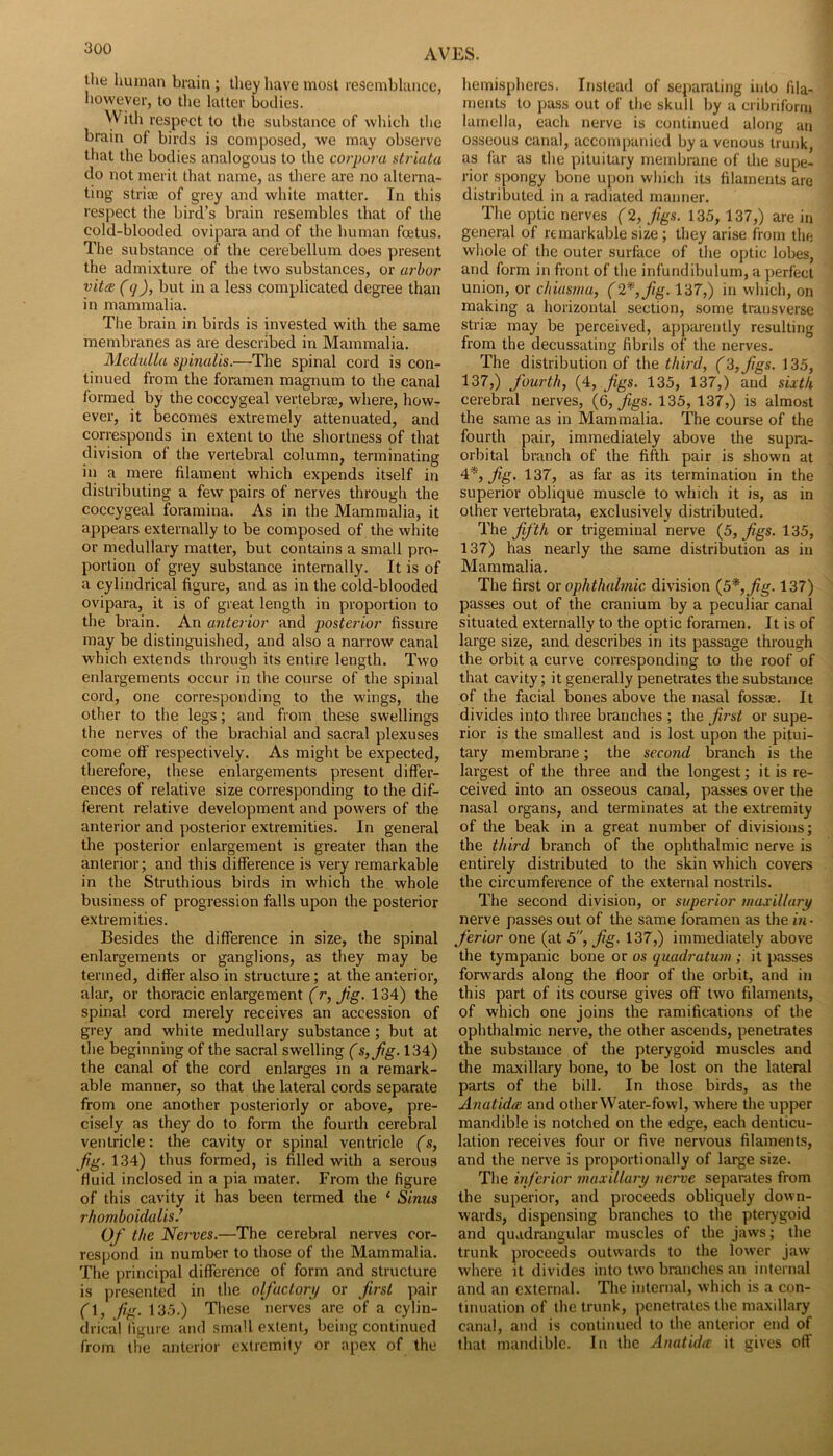 the human brain ; tliey have most resemblance, however, to the latter bodies. With respect to the substance of which the brain of birds is composed, we may observe that the bodies analogous to the corpora striata do not merit that name, as there are no alterna- ting strice of grey and white matter. In this respect the bird’s brain resembles that of the cold-blooded ovipara and of the human foetus. The substance of the cerebellum does present the admixture of the two substances, or arbor vita (q), but in a less complicated degree than in mammalia. The brain in birds is invested with the same membranes as are described in Mammalia. Medulla spinalis.—The spinal cord is con- tinued from the foramen magnum to the canal formed by the coccygeal vertebroe, where, how- ever, it becomes extremely attenuated, and corresponds in extent to the shortness of that division of the vertebral column, terminating in a mere filament which expends itself in distributing a few pairs of nerves through the coccygeal foramina. As in the Mammalia, it appears externally to be composed of the white or medullary matter, but contains a small pro- portion of grey substance internally. It is of a cylindrical figure, and as in the cold-blooded ovipara, it is of great length in proportion to the brain. An anterior and posterior fissure may be distinguished, and also a narrow canal which extends through its entire length. Two enlargements occur in the course of the spinal cord, one corresponding to the wings, the other to the legs; and from these swellings the nerves of the brachial and sacral plexuses come off respectively. As might be expected, therefore, these enlargements present differ- ences of relative size corresponding to the dif- ferent relative development and powers of the anterior and yjosterior extremities. In general the posterior enlargement is greater than the anterior; and this difference is very remarkable in the Struthious birds in which the whole business of progression falls upon the posterior extremities. Besides the difference in size, the spinal enlargements or ganglions, as they may be termed, differ also in structure; at the anterior, alar, or thoracic enlargement (r, Jig. 134) the spinal cord merely receives an accession of grey and white medullary substance; but at the beginning of the sacral swelling (s, jig. 134) the canal of the cord enlarges in a remark- able manner, so that the lateral cords separate from one another posteriorly or above, pre- cisely as they do to form the fourth cerebral ventricle: the cavity or spinal ventricle (s, jig. 134) thus formed, is filled with a serous fluid inclosed in a pia mater. From the figure of this cavity it has been termed the ‘ Sinus rhomboidalisJ Of the Nerves.—The cerebral nerves cor- respond in number to those of the Mammalia. The ])rincipal difference of form and structure is presented in the olfactory or firsl pair (\, fig. 13.5.) These nerves are of a cylin- drical ligure and small extent, being continued from the anterior extremity or apex of the hemispheres. Instead of separating into fila- ments to pass out of tlie skull by a cribriform lamella, each nerve is continued along an osseous canal, accompanied by a venous trunk, as far as the pituitary membrane of the supe- rior spongy bone upon which its filaments are distributed in a radiated manner. The optic nerves (2, jigs. 135, 137,) are in general of remarkable size ; they arise from the whole of the outer surface of the optic lobes, and form in front of the infundibulum, a perfect union, or chiusma, (2*, fig. 137,) in which, on making a horizontal section, some transverse striae may be perceived, apparently resulting from the decussating fibrils of the nerves. The distribution of the third, (3,fgs. 135, 137,) fourth, (4, figs. 135, 137,) and sixth cerebral nerves, {6, figs. 135, 137,) is almost the same as in Mammalia. The course of the fourth pair, immediately above the supra- orbital branch of the fifth pair is shown at 4*, fig, 137, as far as its termination in the superior oblique muscle to which it is, as in other vertebrata, exclusively distributed. The jj'th or trigeminal nerve {5, figs. 135, 137) has nearly the same distribution as in Mammalia. The first or ophthalmic division {5*, fig. 137) passes out of the cranium by a peculiar canal situated externally to the optic foramen. It is of large size, and describes in its passage through the orbit a curve corresponding to the roof of that cavity; it generally penetrates the substance of the facial bones above the nasal fossae. It divides into three branches ; the first or supe- rior is the smallest and is lost upon the pitui- tary membrane; the second branch is the largest of the three and the longest; it is re- ceived into an osseous canal, passes over the nasal organs, and terminates at the extremity of the beak in a great number of divisions; the third branch of the ophthalmic nerve is entirely distributed to the skin which covers the circumference of the external nostrils. The second division, or superior maxillary nerve passes out of the same foramen as the in • ferior one (at 5, fig. 137,) immediately above the tympanic bone or os quadratum ; it passes forwards along the floor of the orbit, and in this part of its course gives off two filaments, of which one joins the ramifications of the ophthalmic nerve, the other ascends, penetrates the substance of the pterygoid muscles and the maxillary bone, to be lost on the lateral parts of the bill. In those birds, as the Anatida and otherWater-fowl, where the upper mandible is notched on the edge, each denticu- lation receives four or five nervous filaments, and the nerve is proportionally of large size. The hferior maxillary nerve separates from the superior, and proceeds obliquely down- wards, dispensing branches to the pterygoid and quadrangular muscles of the Jaws; the trunk proceeds outwards to the lower Jaw where it divides into two branches an internal and an external. The internal, which is a con- tinuation of the trunk, penetrates the maxillary canal, and is continued to tlie anterior end of that mandible. In the Anatida it gives off