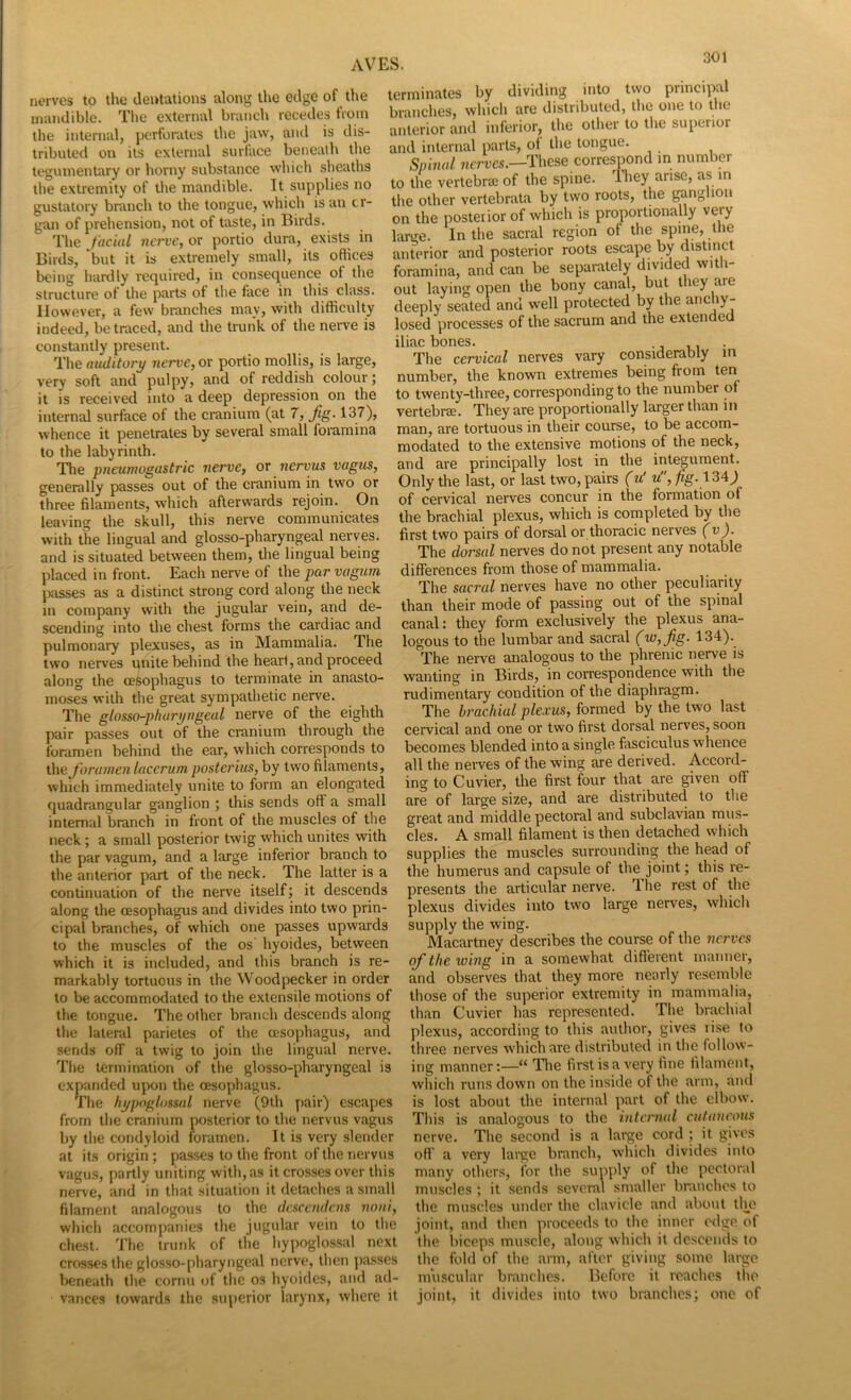 nerves to the dentations along the edge of the mandible. The external branch recedes from the internal, perforates the jaw, and is dis- tributed on its external surlace beneath the teguinentary or horny substance which sheaths the extremity of the mandible. It supplies no gustatory branch to the tongue, which is an or- gan of prehension, not of taste, in Birds. The facial «m’C, or portio dura, exists in Birds, but it is extremely small, its offices being hartlly required, in consequence of the structure of the parts of the face in this class. However, a few bmnches may, with difficulty indeed, be traced, and the trunk of the nerve is constantly present. The auditory nerve, or portio mollis, is large, very soft and pulpy, and of reddish colour; it is received into a deep depression on the internid surface of the cranium (at 7, fig. 137), whence it penetrates by several small foramina to the labyrinth. The pneurnogastric nei've, or nervus vagus, generally passes out of the cranium in two or three filaments, which afterwards rejoin. On leaving the skull, this nerve communicates with the lingual and glosso-pharyngeal nerves, and is situated between them, the lingual being placed in front. Each nerve of the par vagurn passes as a distinct strong cord along the neck in company with the jugular vein, and de- scending into the chest forms the cardiac and pulmonary plexuses, as in Mammalia. The two nerves unite behind the heart, and proceed along the oesophagus to terminate in anasto- moses with the great sympathetic nerve. The glosso-pharyngeal nerve of the eighth pair passes out of the cranium through the foramen behind the ear, which corresponds to the foramen lacerum posterius, by two filaments, which immediately unite to form an elongated quadrangular ganglion ; this sends off a small internal branch in front of the muscles of the neck; a small posterior twig which unites with the par vagum, and a large inferior branch to the anterior part of the neck. The latter is a continuation of the nerve itself; it descends along the oesophagus and divides into two prin- cipal branches, of which one passes upwards to the muscles of the os hyoides, between which it is included, and this branch is re- markably tortuous in the Woodpecker in order to be accommodated to the extensile motions of the tongue. The other branch descends along the lateral parietes of the oesophagus, and sends off a twig to join the lingual nerve. The termination of the glosso-pharyngeal is expanded upon the oesophagus. The hypoglossal nerve (9th y>air) escapes from the cranium posterior to the nervus vagus by the condyloid foramen. It is very slender at its origin ; passes to the front of the nervus vagus, partly uniting with, as it crosses over this nerve, and in that situation it detaches a small filament analogous to the descendens noni, which accompanies the jugular vein to the chest. The trunk of the hypoglossal next crosses the glosso-jiharyngeal nerve, then yiasses beneath the cornu of the os hyoides, and ad- vances towards the superior larynx, where it terminates by dividing into two principal branches, which are distributed, the one to the anterior and inferior, the other to the superior and internal parts, of the tongue. Sphud ncTves,—These correspond in number to the vertebraj of the spine. I hey arise, as in the other vertebrata by two roots, the ganglion on the posterior of which is proportionally very large. In the sacral region of the spine, the anterior and posterior roots escape by distinct foramina, and can be separately divided with- out laying open the bony canal, but they are deeply seated and well protected by the anchy- losed processes of the sacrum and the extendc iliac bones. The cervical nerves vary considerably m number, the known extremes being from ten to twenty-three, corresponding to the number of vertebraj. They are proportionally larger than in man, are tortuous in their course, to be accom- modated to the extensive motions of the neck, and are principally lost in the integument. Only the last, or last two, pairs (u'm, 134; of cervical nerves concur in the formation of the brachial plexus, which is completed by the first two pairs of dorsal or thoracic nerves (v). The dorsal nerves do not present any notable differences from those of mammalia. The sacral nerves have no other peculiarity than their mode of passing out of the spinal canal: they form exclusively the plexus ana- logous to the lumbar and sacral (w,fig. 134). The nerve analogous to the phrenic nerve is wanting in Birds, in correspondence with the rudimentary condition of the diaphragm. The brachial plexus, formed by the two last cervical and one or two first dorsal nerves, soon becomes blended into a single fasciculus whence all the nerves of the wing are derived. Accord- ing to Cuvier, the first four that are given off are of large size, and are distributed to the great and middle pectoral and subclavian mus- cles. A small filament is then detached which supplies the muscles surrounding the head of the humerus and capsule of the joint; this re- presents the articular nerve. The rest of the plexus divides into two large nerves, which supply the wing. Macartney describes the course of the nerves of the wing in a somewhat different maimer, and observes that they more nearly resemble those of the superior extremity in mammalia, than Cuvier has represented. The brachial plexus, according to this author, gives rise to three nerves which are distributed in the follow- ing manner:—“ Tire first is a very fine filament, which runs down on the inside of the arm, and is lost about the internal part of the elbow. This is analogous to the internal cutaneous nerve. The second is a lai’ge cord ; it gives ofi’ a very large branch, which divides into many others, for the supply of the pectoral muscles ; it sends several smaller branches to the muscles under the clavicle and about tire joint, and then proceeds to the inner edge of the liiceps muscle, along which it descends to the fold of the arm, after giving some large muscular branches. Before it reaches the joint, it divides into two branches; one of