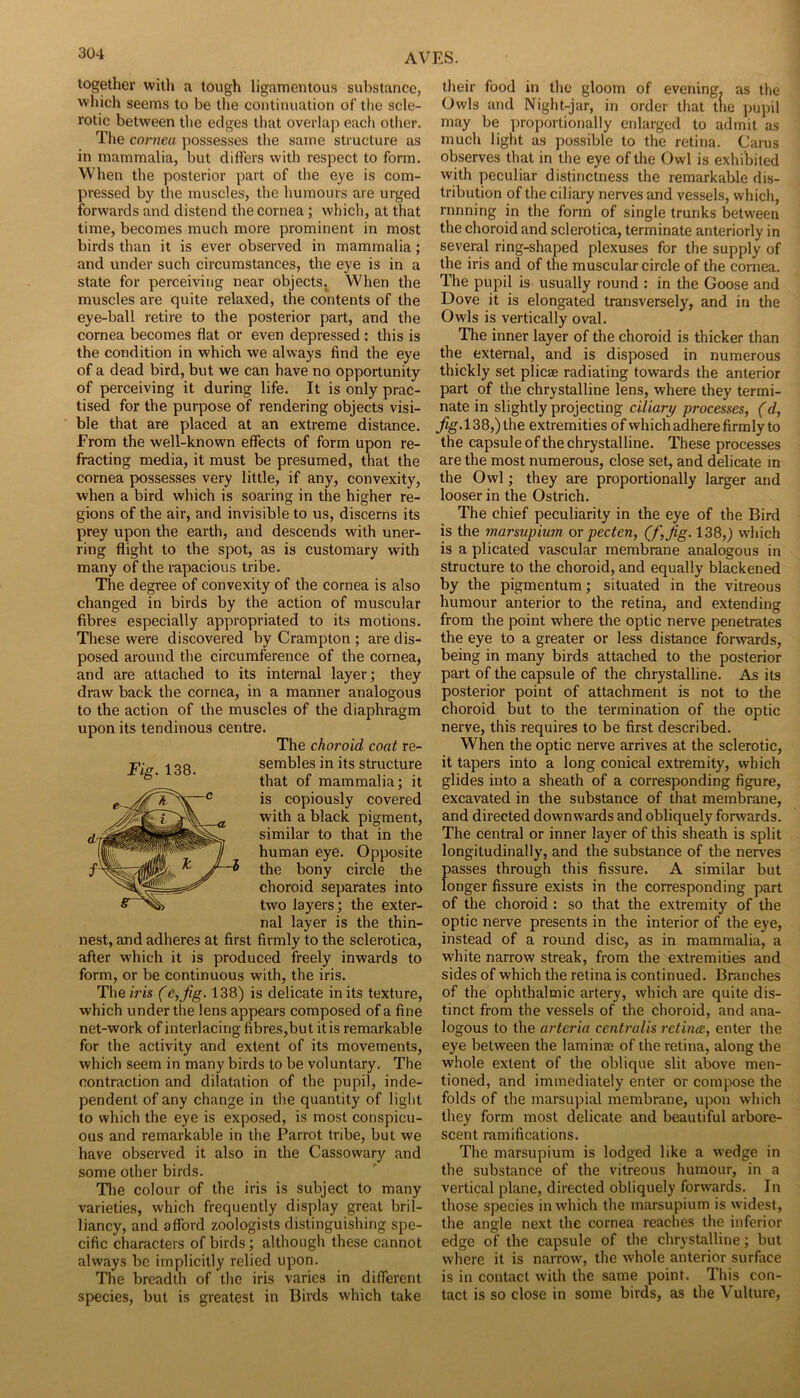 together witli a tough ligamentous substance, which seems to be the continuation of the scle- rotic between the edges that overlaji each other. The cornea possesses the same structure as in mammalia, but differs with respect to form. When the posterior part of the eye is com- pressed by the muscles, the humours are urged forwards and distend the cornea; which, at that time, becomes much more prominent in most birds than it is ever observed in mammalia; and under such circumstances, the eye is in a state for perceiving near objects.^ When the muscles are quite relaxed, the contents of the eye-ball retire to the posterior part, and the cornea becomes flat or even depressed : this is the condition in which we always find the eye of a dead bird, but we can have no opportunity of perceiving it during life. It is only prac- tised for the purpose of rendering objects visi- ble that are placed at an extreme distance. From the well-known effects of form upon re- fracting media, it must be presumed, that the cornea possesses very little, if any, convexity, when a bird which is soaring in the higher re- gions of the air, and invisible to us, discerns its prey upon the earth, and descends with uner- ring flight to the spot, as is customary with many of the rapacious tribe. The degree of convexity of the cornea is also changed in birds by the action of muscular fibres especially appropriated to its motions. These were discovered by Crampton ; are dis- posed around the circumference of the cornea, and are attached to its internal layer; they draw back the cornea, in a manner analogous to the action of the muscles of the diaphragm upon its tendinous centre. The choroid coat re- sembles in its structure that of mammalia; it is copiously covered with a black pigment, similar to that in the human eye. Opposite the bony circle the choroid separates into two layers; the exter- nal layer is the thin- nest, and adheres at first firmly to the sclerotica, after w'hich it is produced freely inwards to form, or be continuous with, the iris. The iris (e, Jig. 138) is delicate in its texture, which under the lens appears composed of a fine net-work of interlacing fibres,but it is remarkable for the activity and extent of its movements, which seem in many birds to be voluntary. The contraction and dilatation of the pupil, inde- pendent of any change in the quantity of light to which the eye is exposed, is most conspicu- ous and remarkable in the Parrot tribe, but we have observed it also in the Cassowary and some other birds. Tlie colour of the iris is subject to many varieties, which frequently display great bril- liancy, and afford zoologists distinguishing spe- cific characters of birds ; although these cannot always be implicitly relied upon. The breadth of tlie iris varies in different species, but is greatest in Birds which take their food in the gloom of evening^ as the Owls and Night-jar, in order that the pupil may be proportionally enlarged to admit as much light as possible to the retina. Carus observes that in the eye of the Owl is exhibited with peculiar distinctness the remarkable dis- tribution of the ciliary nerves and vessels, which, running in the form of single trunks between the choroid and sclerotica, terminate anteriorly in several ring-shaped plexuses for the supply of the iris and of the muscular circle of the cornea. The pupil is usually round ; in the Goose and Dove it is elongated transversely, and in the Owls is vertically oval. The inner layer of the choroid is thicker than the external, and is disposed in numerous thickly set plicae radiating towards the anterior part of the chrystalline lens, where they termi- nate in slightly projecting ciliary processes, (d, ^g.l38,) the extremities ofwhich adhere firmly to the capsule of the chrystalline. These processes are the most numerous, close set, and delicate m the Owl; they are proportionally larger and looser in the Ostrich. The chief peculiarity in the eye of the Bird is the marsupiu7n or pecten, 138,) which is a plicated vascular membrane analogous in structure to the choroid, and equally blackened by the pigmentum; situated in the vitreous humour anterior to the retina, and extending from the point where the optic nerve penetrates the eye to a greater or less distance forwards, being in many birds attached to the posterior part of the capsule of the chrystalline. As its posterior point of attachment is not to the choroid but to the termination of the optic nerve, this requires to be first described. When the optic nerve arrives at the sclerotic, it tapers into a long conical extremity, which glides into a sheath of a corresponding figure, excavated in the substance of that membrane, and directed downwards and obliquely forwards. The central or inner layer of this sheath is split longitudinally, and the substance of the nerves passes through this fissure. A similar but longer fissure exists in the corresponding part of the choroid : so that the extremity of the optic nerve presents in the interior of the eye, instead of a round disc, as in mammalia, a white narrow streak, from the extremities and sides of which the retina is continued. Branches of the ophthalmic artery, which are quite dis- tinct from the vessels of the choroid, and ana- logous to the arteria centralis retime, enter the eye between the laminae of the retina, along the whole extent of the oblique slit above men- tioned, and immediately enter or compose the folds of the marsupial membrane, upon which they form most delicate and beautiful arbore- scent ramifications. The marsupium is lodged like a wedge in the substance of the vitreous humour, in a vertical plane, directed obliquely forwards. In those species in which the marsupium is widest, the angle next the cornea reaches the inferior edge of the capsule of the chrystalline; but where it is narrow, the whole anterior surfiice is in contact with the same point. This con- tact is so close in some birds, as the Vulture,