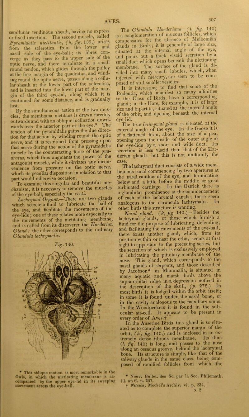 semilunar tendinous sheath, having no express or fixed insertion. The second muscle, called Pi/ranii(lulis nictitantis, from the sclerotica from the lower and nasal side of the eye-ball; its fibres con- verge as they pass to the upper side of the optic nerve, and there terminate in a small round tendon, which glides through the pulley at the free margin of the quadrates, and wind- ing round the optic nerve, passes along a cellu- lar sheath at the low'er part of the sclerotica, and is inserted into the lower pait of the niar- gin of the third eye-lid, along which it^is continued for some distance, and is gradually lost. By the simultaneous action of the two mus- cles, the membmna nictitans is drawn forcibly outwards and with an oblique inclination down- wards over the anterior part of the eye.* The tendon of the pyraniidalis ^ins the due direc- tion for that action by winding round the optic nerve, and it is restrained from pressing upon that nerve during the action of the pyramidalis muscle by the counteracting force of the gua- dratus, which thus augments the power of the antagonist muscle, while it obviates any incon- venience from pressure on the optic nerve, which its peculiar disposition in relation to that part would otherwise occasion. To examine this singular and beautiful me- chanism, it is necessary to remove the muscles of the eye-ball, especially the recti. Lachrymal Organs.—V^ere are two glands which secrete a fluid to lubricate the ball of the eye, and facilitate the movements of the eye-lids ; one of these relates more especially to the movements of the nictitating membrane, and is called from its discoverer the Harderian Gland ; the other corresponds to the ordinary Glandule lachrymalis. Fig. 140. * This oblique motion is most remarkuble in the Owls, in which ihc nictitating membrane is ac- companied by the upper eyc-liil in its sweeping movement across the eye-ball. The Glandidn Hardcriana (i, fig. 140) is a conglomeration of mucous follicles, which compensates for the absence of Meibomian glands in Birds; it is generally of large size, situated at the internal angle of the eye, and pours out a thick viscid secretiori by a small duct which opens beneath the nictitating membrane. The surface of the gland is di- vided into many small lobules, which, when injected with mercury, are seen to be com- posed of still smaller vesicles. It is interesting to find that some of the Rodentia, which manifest so many affinities to the Class of Birds, have a corresponding- gland ; in the Hare, for example, it is of large size and bipartite, situated at the internal angle of the orbit, and opening beneath the internal eye-lid. The true lachrymal gland is situated at the external angle of the eye. In the Goose it is of a flattened form, about the size of a pea, opening upon the inside of the outer angle of the eye-lids by a short and wide duct. Its secretion is less viscid than that of the Har- derian gland: but this is not uniformly the case. The lachrymal duct consists of a wide mem- branous canal commencing by two apertures at the nasal canthus of the eye, and terminating below and a little before the middle or great turbinated cartilage. In the Ostrich there is a glandular prominence at the commencement of each of the lachrymal canals; these seem analogous to the caruncula lachrymalis. In other birds this structure is wanting. Nasal gland, f/c,/g. 140.)—Besides the lachrymal glands, or those which furnish a fluid for the purpose of lubricating, defending, and facilitating the movements of the eye-ball, there exists another gland, which, from its position within or near the orbit, seems at first sight to appertain to the preceding series, but the secretion of which is exclusively employed in lubricating the pituitary membrane of the nose. This gland, which corresponds to the nasal glands of serpents, and those described by Jacobson* in Mammalia, is situated in many aquatic and marsh birds above the supra-orbital ridge in a depression noticed in the description of the skull, (p. 278.) In most birds it is lodged within the orbit itself; in some it is found under the nasal bone, or in the cavity analogous to the maxillary sinus. In the Woodpeckers it is found in the sub- ocular air-cell. It appears to be present in every order of Aves.f In the Anserine Birds this gland is so situ- ated as to complete the superior mai-gin of the orbit, (k\ jig. 140,) and is inclosed in an ex- tremely dense fibrous membrane. Its duct (/, fig. 140) is long, and passes to the nose along an osseous groove, behind the lachrymal bone. Its structure is simple, like that of the salivary glands in the same class, being com- posed of ramified follicles from which the • Nouv. Bullet, des Sc. par la Soc. Philomath, iii. an 6. p. 207. t NH%sch, Meckel’s .'\rchiv. vi. p. 234. X 2