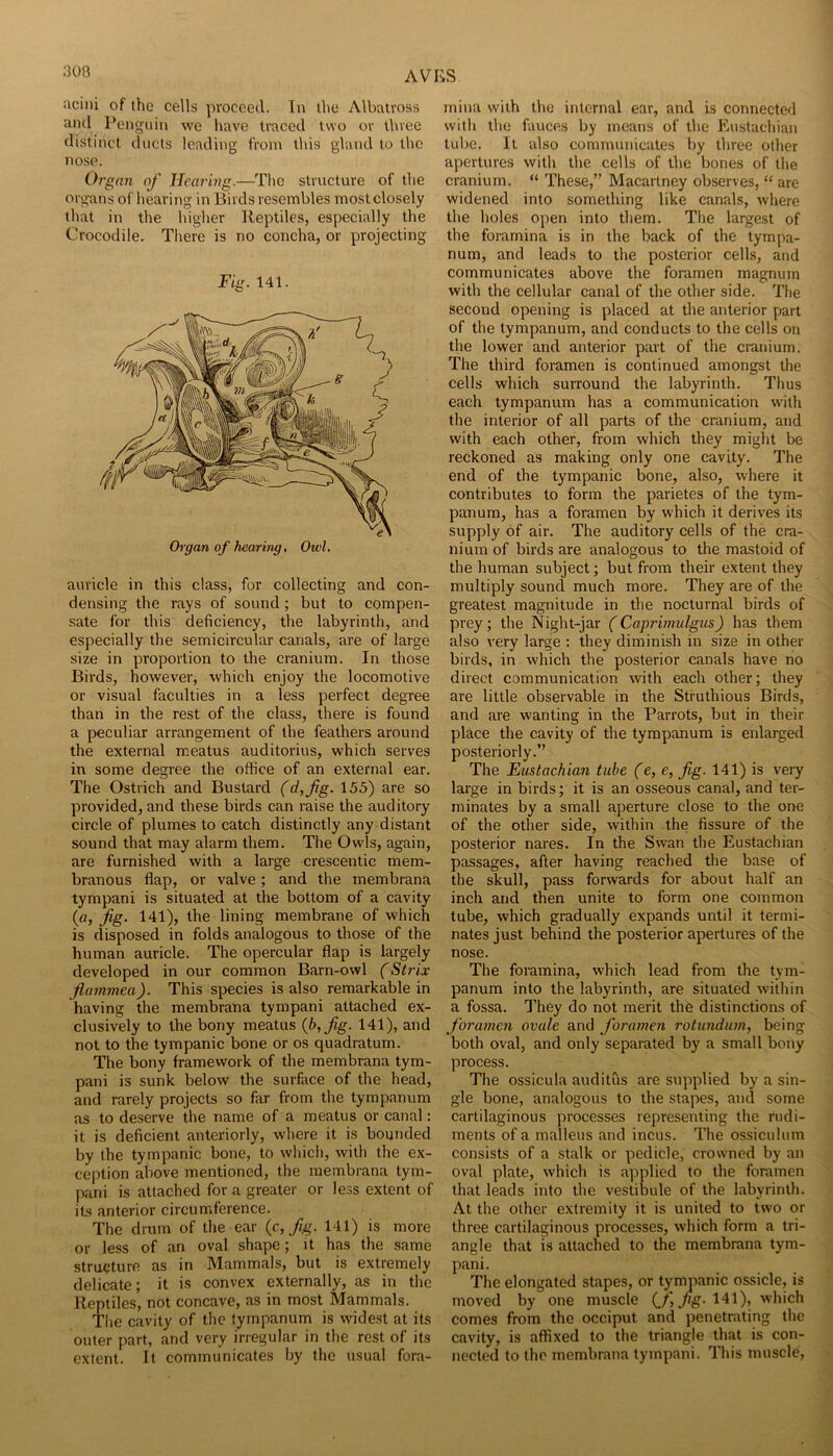 300 AVRS acini of the cells pvoceeil. In the Albatross and I’engnin we have traced two or three distinct ducts leading from this glnnd to the nose. Orgnn of llear'mg.—The structure of the organs of hearing in Birds resembles most closely that in the higher Reptiles, especially the Crocodile. Tliere is no concha, or projecting Fig. 141. auricle in this class, for collecting and con- densing the rays of sound ; but to compen- sate for this deficiency, the labyrinth, and especially the semicircular canals, are of large size in proportion to the cranium. In those Birds, however, which enjoy the locomotive or visual faculties in a less perfect degree than in the rest of the class, there is found a peculiar arrangement of the feathers around the external meatus auditories, which serves in some degree the office of an external ear. The Ostrich and Bustard (d,fg. 155) are so provided, and these birds can raise the auditory circle of plumes to eatch distinctly any distant sound that may alarm them. The Owls, again, are furnished with a large crescentic mem- branous flap, or valve; and the membrana tympani is situated at the bottom of a cavity (a, fig. 141), the lining membrane of which is disposed in folds analogous to those of the human auricle. The opercular flap is largely developed in our common Barn-owl (Strix flammea). This species is also remarkable in having the membrana tympani attached ex- clusively to the bony meatus {b,fig. 141), and not to the tympanic bone or os quadratum. The bony framework of the membrana tym- pani is sunk below the surface of the head, and rarely projects so far from the tympanum as to deserve the name of a meatus or canal: it is deficient anteriorly, where it is bounded by the tympanic bone, to which, with the ex- ception above mentioned, the membrana tym- pani is attached for a greater or less extent of its anterior circumference. The drum of the ear {c, fig. 141) is more or less of an oval shape; it has tlie same structure as in Mammals, but is extremely delicate; it is convex externally, as in the Reptiles, not concave, as in most Mammals. The cavity of the tympanum is widest at its outer part, and very irregular in the rest of its extent. It communicates by the usual fora- mina with the internal ear, and is connected with the fauces by means of the Kustachian tube. It also communicates by three other apertures with the cells of the bones of the cranium. “ These,” Macartney observes, “ are widened into something like canals, where the holes open into them. The largest of the foramina is in the back of the tympa- num, and leads to the posterior cells, and communicates above the foramen magnum with the cellular canal of the other side. The second opening is placed at the anterior part of the tympanum, and conducts to the cells on the lower and anterior part of the cranium. The third foramen is continued amongst the cells which surround the labyrinth. Thus each tympanum has a communication with the interior of all parts of the cranium, and with each other, from which they might be reckoned as making only one cavity. The end of the tympanic bone, also, where it contributes to form the parietes of the tym- panum, has a foramen by which it derives its supply of air. The auditory cells of the cra- nium of birds are analogous to the mastoid of the human subject; but from their extent they multiply sound much more. They are of the greatest magnitude in the nocturnal birds of prey; the Night-jar (Caprimulgm) has them also very large : they diminish in size in other birds, in which the posterior canals have no direct communication with each other; they are little observable in the Struthious Birds, and are wanting in the Parrots, but in their place the cavity of the tympanum is enlarged posteriorly.” The Eustachian tube (e, e, fig. 141) is very large in birds; it is an osseous canal, and ter- minates by a small aperture close to the one of the other side, within the fissure of the posterior nares. In the Swan the Eustachian passages, after having reached the base of the skull, pass forwards for about half an inch and then unite to form one common tube, which gradually expands until it termi- nates just behind the posterior apertures of the nose. The foramina, which lead from the tym- panum into the labyrinth, are situated within a fossa. They do not merit the distinctions of foramen ovule and foramen rotundian, being both oval, and only separated by a small bony process. The ossicula auditus are supplied by a sin- gle bone, analogous to the stapes, and some cartilaginous processes representing the rudi- ments of a malleus and incus. The ossiculum consists of a stalk or pedicle, crowned by an oval plate, which is applied to the foramen that leads into the vestibule of the labyrinth. At the other extremity it is united to two or three cartilaginous processes, which form a tri- angle that is attached to the membrana tym- pani. The elongated stapes, or tympanic ossicle, is moved by one muscle (^f fig. which comes from the occiput and penetrating the cavity, is affixed to the triangle that is con- nected to the membrana tympani. This muscle,