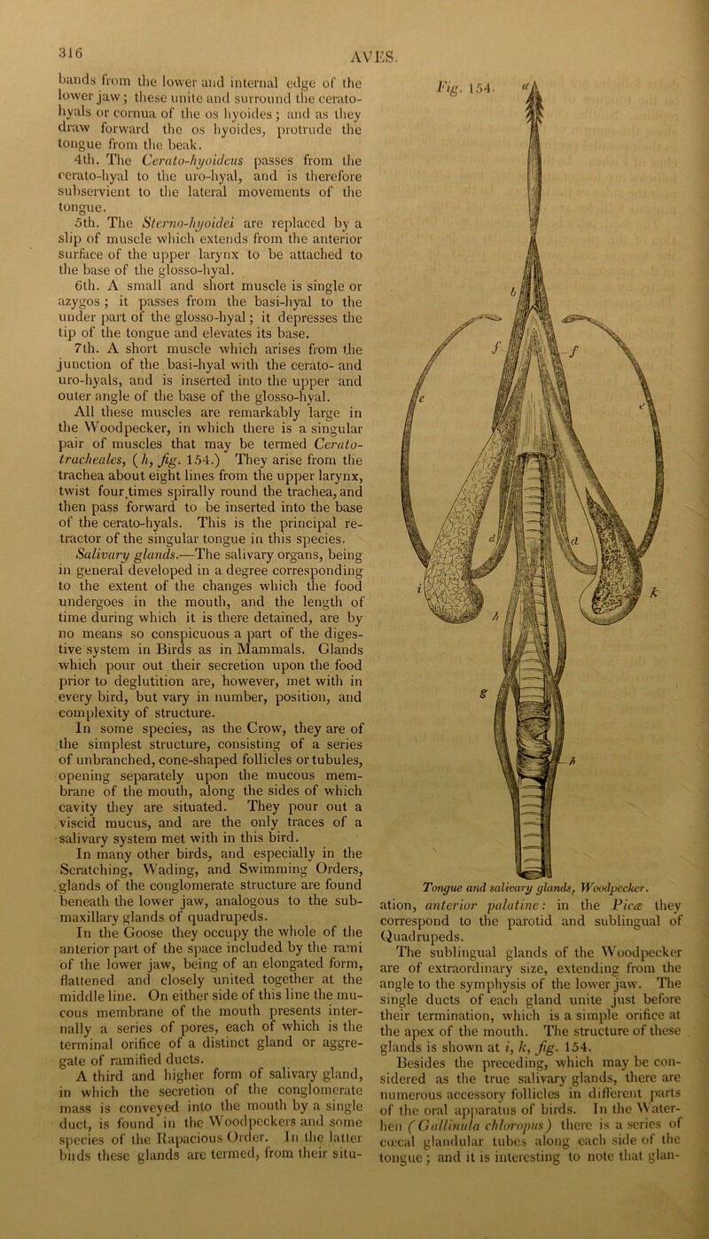 bunds from the lower and internal edge of (he lower jaw; these unite and surround the cerato- h}^als or cornua of the os hyoides; and as they draw forward the os hyoides, protrude the tongue from the beak. 4th. The Ceruto-hyoidcus passes from the cerato-hyal to the uro-hyal, and is therefore subservient to the lateral movements of the tongue. 5th. The Stamo-hyoidei are replaced by a slip of muscle which extends from the anterior surface of the upper larynx to be attached to the base of the glosso-hyal. 6th. A small and short muscle is single or azygos; it passes from the basi-hyal to the under part of the glosso-hyal; it depresses the tip of the tongue and elevates its base. 7th. A short muscle which arises from the junction of the basi-hyal with the cerato-and uro-hyals, and is inserted into the upper and outer angle of the base of the glosso-hyal. All these muscles are remarkably large in the Woodpecker, in which there is a singular pair of muscles that may be termed Cerato- tracheales, (//, Jig. 154.) They arise from the trachea about eight lines from the upper larynx, twist four^times spirally round the trachea, and then pass forward to be inserted into the base of the cerato-hyals. This is the principal re- tractor of the singular tongue in this species. Salivary glands.—The salivary organs, being in general developed in a degree corresponding to the extent of the changes which the food undergoes in the mouth, and the length of time during which it is there detained, are by no means so conspicuous a part of the diges- tive system in Birds as in Mammals. Glands which pour out their secretion upon the food prior to deglutition are, however, met with in every bird, but vary in number, position, and complexity of structure. In some species, as the Crow, they are of the simplest structure, consisting of a series of unbranched, cone-shaped follicles or tubules, opening separately upon the mucous mem- brane of the mouth, along the sides of which cavity they are situated. They pour out a viscid mucus, and are the only traces of a salivary system met with in this bird. In many other birds, and especially in the Scratching, Wading, and Swimming Orders, . glands of the conglomerate structure are found beneath the lower jaw, analogous to the sub- maxillary glands of quadrupeds. In the Goose they occupy the whole of the anterior part of the space included by the rami of the lower jaw, being of an elongated form, flattened and closely united together at the middle line. On either side of this line the mu- cous membrane of the mouth presents inter- nally a series of pores, each of which is the terminal orifice of a distinct gland or aggre- gate of ramified ducts. A third and higher form of salivary gland, in which the secretion of the conglomerate mass is conveyed into the mouth by a single duct, is found in the Woodpeckers and some species of the Rapacious Order. In the latter birds these glands arc termed, from their situ- Twigue and salivary glands, Woodpecker. ation, anterior palatine: in the Pica they correspond to the parotid and sublingual of Quadrupeds. The sublingual glands of the Woodpecker are of extraordinary size, extending from the angle to the symphysis of the lower jaw. The single ducts of each gland unite just before their termination, which is a simple orifice at the apex of the mouth. The structure of these glands is shown at i, k, fig. 154. Besides the preceding, which may be con- sidered as the true salivary glands, there are numerous accessory follicles in difl'erent parts of the oral apjiaratus of birds. In the Water- hen ((jiillinula chloropus) there is a scries of cuL'cal glandular tubes along each side of the tongue ; and it is interesting to note that glaii-