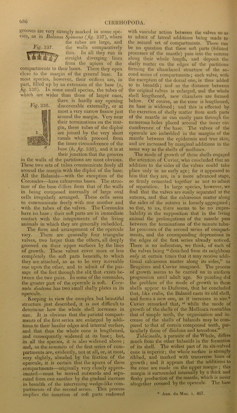 68G CII{,JIH0P(3DA. grooves are very strongly marked in some spe- cies, as in Balaiius Spinoxus (Jig. 337), where the tubes are large, and the walls comparatively thill. In all they run in straight diverging lines from the apices of the compartments to their bases. There they open close to the margin of the general base. In most species, however, their orifices are, in part, filled up by an extension of the base («, Jig. 338). In some small species, the tubes of which are wider than those of larger ones, there is hardly any opening discoverable externally, or at most a very narrow fissure just around the margin. Very near their terminations on the mar- gin, these tubes of the diploe are joined by the very short canals which proceed from the inner circumference of the base (6, Jig. 338), and it is at their junction that the grooves in the walls of the partitions are most obvious. These two sets of tubes communicate freely all around the margin with the diploe of the base. All the Balanids—with the exception of the Coronules—have calcareous bases. The struc- ture of the base differs from that of the walls in being composed internally of large oval cells irregularly arranged. These cells seem to communicate freely with one another and with the tubes of the valves. The Coronules have no base : their soft parts are in immediate contact with the integuments of the living animals in which they are generally imbedded. The form and arrangement of the opercule vary. There are generally four triangular valves, two larger than the others, all deeply grooved on their upper surfaces by the lines of growth. These valves cover more or less completely the soft parts beneath, to which they are attached, so as to be very moveable one upon the other, and to admit of the pas- sage of the feet through the slit that exists be- tween the tvvo pairs. In some of the coronules, the greater part of the opercule is soft. Coro- nula diadema has two small shelly plates in its opercule. Keeping in view the complex but beautiful structure just described, it is not difficult to determine how the whole shell increases in .size. It is obvious that the parietal compart- ments of the first series are enlarged by addi- tions to their basilar edges and internal surface, and that thus the whole cone is lengthened, and consequently widened at its base; but, in all the species, it is also widened above; and, as the summits of the first series of com- partments are, evidently, not at all, or, at most, very slightly, abraded by the friction of the opercule, it is certain that the apices of these compartments—originally very closely approx- imated—must be moved outwards and sepa- rated from one another by the gradual increase in breadth of the intervening wedge-like com- parlmt'nts of the second series. This jjroce.ss implies the in.sertion of soft parts endowed with vascular action between the valves so as to admit of lateral additions being made to the second set of compartments. 'I'here can be no question that these soft parts (foliated processes of the mantle) pass into the sutures along their whole length, and deposit the shelly matter on the edges of the partitions forming the chambered structure of the se- cond series of comjiartments; each valve, with the exception of the dorsal one, is thus added to in breadth; and as the distance between the original valves is enlarged, and the whole shell lengthened, new chambers are formed below. Of course, as the cone is lengthened, its base is widened; and this is effected by the excretion of shelly matter from such parts of the mantle as can easily pass through the numerous holes placed around the inner cir- cumference of the base. The valves of the opercule are imbedded in the margins of the mantle between the epidermis and true skin, and are increased by marginal additions in the same way as the shells of molluscs. The mode of growth of these shells engaged the attention of Cuvier, who concluded that an addition to the sides of the valves could take place only in an early age; for it appeared to him that they are, in a more advanced stage, so firmly cemented together as not to admit of separation. In large species, however, we find that the valves are easily separated at the sutures, and that the calcareous matter along the sides of the sutures is loosely aggregated; so that, to us, there seems to be no impro- bability in the supposition that in the living animal the prolongations of the mantle pass between the terminations of the minute tubu- lar processes of the second series of compart- ments, and the corresponding depressions in the edges of the first series already noticed. There is no indication, we think, of each of the valves being “ detached from its neighbour on/j/ at certain times that it may receive addi- tional calcareous matter along its sides,” as Brugieres and Cuvier imagined. The process of growth seems to be carried on in uniform progression until adult age. So puzzling did the problem of the mode of growth in these shells appear to Dufresne, that he' concluded that, like crabs, the Balanid casts its old shell, and forms a new one, as it increases in size.^ Cuvier remarked that, “ while the mode of growth of the shells of the Mollusca resembles that of simple teeth, the organization and in- crease of the shells of balanids may be com- pared to that of certain compound teeth, par- ticularly those of diodons and tetrodons.” Tubicmdla, a parasite of the Whale, differs much from the other balanids in the formation of its shell. The widest part of its six-valved cone is superior; the whole surface i.s strongly ribbed, and marked wath transverse lines of growth; and it appears that the additions to the cone are made on the upper margin ; this margin is surrounded internally by a thick and fleshy production of the mantle, which is never altogether covered by the opercule. The base