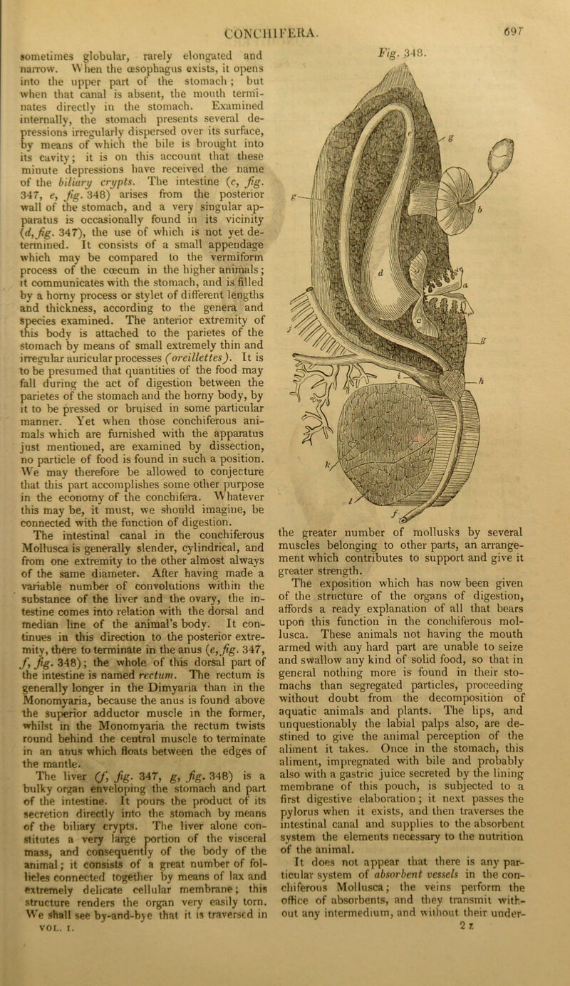 sometimes globular, rarely elongated and narrow. \\ hen the cesophagns exists, it opens into the upper part of the stomach; but when that canal is absent, the month termi- nates directly in the stomach. Examined internally, the stomach presents several de- pressions irregularly dispersed over its surface, by means of which the bile is brought into its cavity; it is on this account that these minute depressions have received the name of the biliary crypts. The intestine (c, fig. 347, e, fig. 348) arises from the posterior wall of the stomach, and a very singular ap- paratus is occasionally found in its vicinity {d,fig. 347), the use of which is not yet de- termined. It consists of a small appendage which may be compared to the vermiform process of the coecum in the higher animals; U communicates with the stomach, and is filled by a horny process or stylet of different lengths and thickness, according to the genera and species examined. The anterior extremity of this body is attached to the parietes of the stomach by means of small extremely thin and irregular auricular processes (oreillettes). It is to be presumed that quantities of the food may fall during the act of digestion between the parietes of the stomach and the horny body, by it to be pressed or bruised in some particular manner. Yet when those conchiferous ani- mals which are furnished with the apparatus just mentioned, are examined by dissection, no particle of food is found in such a position. We may therefore be allowed to conjecture that this part accomplishes some other purpose in the economy of the conchifera. Whatever this may be, it must, we should imagine, be connected with the function of digestion. The intestinal canal in the conchiferous Mollusca is generally slender, cylindrical, and from one extremity to the other almost always of the same diameter. After having made a variable number of convolutions within the substance of the liver and the ovary, the in- testine comes into relation with the dorsal and median line of the animal’s body. It con- tinues in this direction to the posterior extre- mity, there to terminate in the anus {e,fg. 347, f fig. 348); the whole of this dorsal part of the intestine is named rectum. The rectum is generally longer in the Dimyaria than in the Monomyaria, because the anus is found above the superior adductor muscle in the former, whilst in the Monomyaria the rectum twists round behind the central muscle to terminate in an anus which floats between the edges of the mantle. The liver (J\ fig. 347, g, fig. 348) is a bulky organ enveloping the stomach and part of the intestine. It pours the product of its secretion directly into the stomach by means of the biliary crypts. The liver alone con- stitutes a very large portion of the visceral mass, and consequently of the body of the animal; it consists of a great number of fol- licles connected together by means of lax and extremely delicate cellular membrane; this structure renders the organ very easily torn. We shall see by-and-bye that it is traversed in VOL. t. Fig. 348. the greater number of mollusks by several muscles belonging to other parts, an arrange- ment which contributes to support and give it greater strength. The exposition which has now been given of the structure of the organs of digestion, affords a ready explanation of all that bears upon this function in the conchiferous mol- lusca. These animals not having the mouth armed with any hard part are unable to seize and swallow any kind of solid food, so that in general nothing more is found in their sto- machs than segregated particles, proceeding without doubt from the decomposition of aquatic animals and plants. The lips, and unquestionably the labial palps also, are de- stined to give the animal perception of the aliment it takes. Once in the stomach, this aliment, impregnated with bile and probably also with a gastric juice secreted by the lining membi-ane of this pouch, is subjected to a first digestive elaboration; it next passes the pylorus when it exists, and then traverses the intestinal canal and supplies to the absorbent system the elements necessary to the nutrition of the animal. It does not appear that there is any par- ticular system of absorbent vessels in the con- chiferous Mollusca; the veins perform the office of absorbents, and they transmit with- out any intermedium, and without their under-