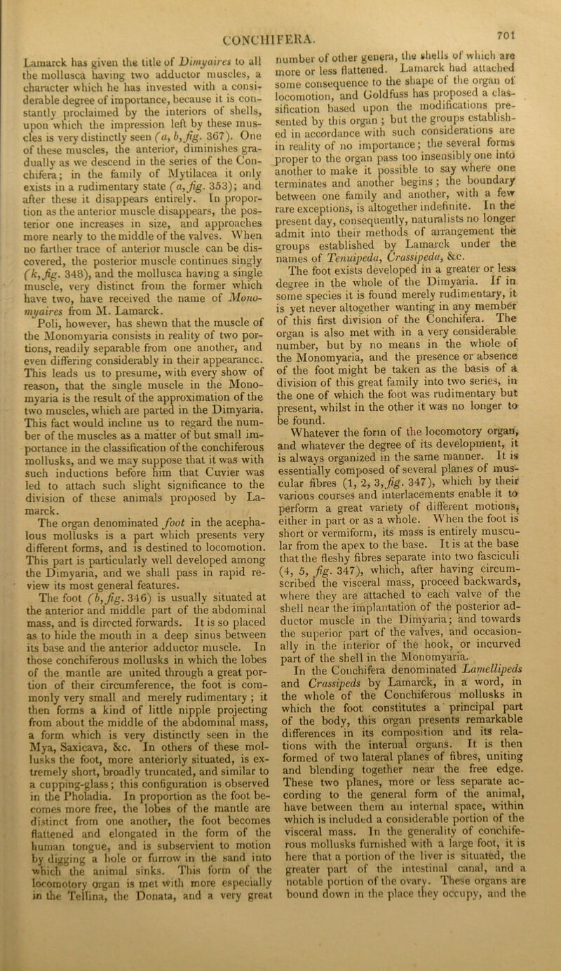 CONCH Lamarck has given the title of Dimyaires to all the mollusca having two adductor muscles, a character which he has invested with a consi- derable degree of importance, because it is con- stantly proclaimed by the interiors ot shells, upon which the impression left by these mus- cles is very distinctly seen (a, b,fig. 367). One of these muscles, the anterior, diminishes gra- dually as we descend in the series of the Con- chifera; in the family of Mytilacea it only exists in a rudimentary state (a, fig- 353); and after these it disappears entirely. In propor- tion as the anterior muscle disappears, the pos- terior one increases in size, and approaches more nearly to the middle of the valves. When no farther trace of anterior muscle can be dis- covered, the posterior muscle continues singly (kjfig. 348), and the mollusca having a single muscle, very distinct from the former which have two, have received the name of Mono- THi/aires from M. Lamarck. Poli, however, has shewn that the muscle of the Monomyaria consists in reality of two por- tions, readily separable from one another, and even differing considerably in their appearance. This leads us to presume, with every show of reason, that the single muscle in the Mono- myaria is the result of the approximation of the two muscles, which are parted in the Dirayaria. This fact would incline us to regard the num- ber of the muscles as a matter of but small im- portance in the classification of the conchiferous mollusks, and we may suppose that it was with such inductions before him that Cuvier was led to attach such slight significance to the division of these animals proposed by La- marck. The organ denominated fioot in the acepha- lous mollusks is a part which presents very different forms, and is destined to locomotion. This part is particularly well developed among the Dimyaria, and we shall pass in rapid re- view its most general features. Tlie foot (hyfig. 346) is usually situated at the anterior and middle part of the abdominal mass, and is directed forwards. It is so placed as to hide the mouth in a deep sinus betw'een its base and the anterior adductor muscle. In those conchiferous mollusks in which the lobes of the mantle are united through a great por- tion of their circumference, the foot is com- monly very small and merely rudimentary ; it then forms a kind of little nipple projecting from about the middle of the abdominal mass, a form which is very distinctly seen in the Mya, Saxicava, &c. In others of these mol- lusks the foot, more anteriorly situated, is ex- tremely short, broadly truncated, and similar to a cupping-glass; this configuration is observed in the Pholadia. In proportion as the foot be- comes more free, the lobes of the mantle are distinct from one another, the foot becomes flattened and elongated in the form of the human tongue, and is subservient to motion by digging a hole or furrow in the sand into which the animal sinks. This form of the lororaotory organ is met with more especially in the Tellina, the Donata, and a very great LERA. number of other genera, the shells of which are more or less flattened. Lamarck had attached some consequence to the shape of the organ ot locomotion, and Goldfuss has proposed a clas- sification based upon the modifications pre- sented by this organ ; but the groups establish- ed in accordance with such considerations are in reality of no importance; the several forms proper to the organ pass too insensibly one into another to make it possible to say where one terminates and another begins ; the boundary between one family and another, with a few rare exceptions, is altogether indefinite. In the present day, consequently, naturalists no longer admit into their methods of arrangement the groups established by Lamarck under the names of Tenuipedu, Crassipeda, &c. The foot exists developed in a greater or less degree in the whole of the Dimyaria. If in some species it is found merely rudimentary, it is yet never altogether wanting in any member of this first division of the Conchifera. The organ is also met with in a very considerable number, but by no means in the whole of the Monomyaria, and the presence or absence of the foot might be taken as the basis of <t division of this great family into two series, in the one of which the foot was rudimentary but present, whilst in the other it was no longer to be found. Whatever the form of the locomotory organ, and whatever the degree of its development, it is always organized in the same manner. It is essentially composed of several planes of mus- cular fibres (1, 2, 3, fig. 347), which by their various courses and interlacements enable it to perform a great variety of different motions, either in part or as a whole. When the foot is short or vermiform, its mass is entirely muscu- lar from the apex to the base. It is at the base that the ffeshy fibres separate into two fasciculi (4, 5, fig. 347), which, after having circum- scribed the visceral mass, proceed backwards, where they are attached to each valve of the shell near the implantation of the posterior ad- ductor muscle in the Dimyaria; and towards the superior part of the valves, and occasion- ally in the interior of the hook, or incurved part of the shell in the Monomyaria. In the Conchifera denominated Lamellipeds and Crassipeds by Lamarck, in a word, in the whole of the Conchiferous mollusks in which the foot constitutes a principal part of the body, this organ presents remarkable differences in its composition and its rela- tions with the internal organs. It is then formed of two lateral planes of fibres, uniting and blending together near the free edge. These two planes, more or less separate ac- cording to the general form of the animal, have between them an internal space, w'ithin which is included a considerable portion of the visceral mass. In the generality of conchife- rous mollusks furnished with a large foot, it is here that a portion of the liver is situated, the greater part of the intestinal canal, and a notable portion of the ovary. These organs are bound down in the place they occupy, and the