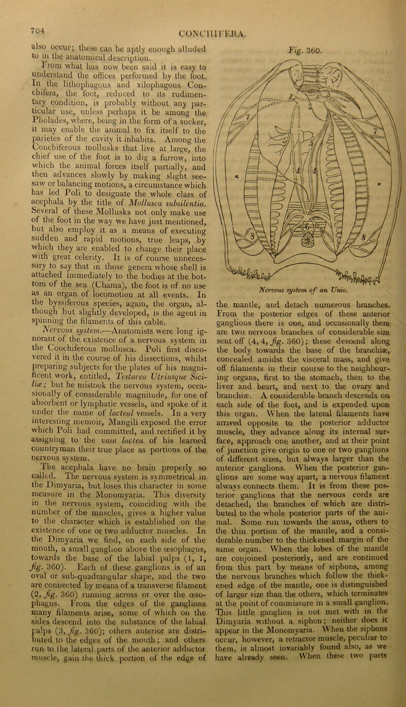 CONCH IIEJIA. also occur; these can be aptly enough alluded to in the anatomical description. I’rom what has now been said it is easy to understand the offices performed by the foot. In the lithophagous and xilophagous Con- chifera, the foot, reduced to its rudimen- tary condition, is probably without any par- ticular use, unless perhaps it be among the Pholades, where, being in the form of a sucker, it may enable the animal to fix itself to the parietes of the cavity it inhabits. Among the Conchiferous mollusks that live at large, the chief use of the foot is to dig a furrow, into which the animal forces itseif partially, and then advances slowly by making slight see- saw or balancing motions, a circumstance which has led Poll to designate the whole class of acephala by the title of Mollusca subsilentia. Several of these Mollusks not only make use of the foot in the way we have just mentioned, but also employ it as a means of executing sudden and mpid motions, true leaps, by which they are enabled to change their place with great celerity. It is of course unneces- sary to say that in those genera whose shell is attached immediately to the bodies at the bot- tom of the sea (Chama), the foot is of no use as an organ of locomotion at all events. In the byssiferous species, again, the organ, al- though but slightly developed, is the agent in spinning the filaments of this cable. Nervous system.-—Anatomists were long ig- norant of the existence of a nervous system in the Conchiferous mollusca. Poll first disco- vered it in the course of his dissections, whilst preparing subjects for the plates of his magni- ficent work, entitled, Testacea Vtriusque Sici- lia ; but he mistook the nervous system, occa- sionally of considerable magnitude, for one of absorbent or lymphatic vessels, and spoke of it under the name of lacteal vessels. In a very interesting memoir, Mangili exposed the error which Poli had committed, and rectified it by assigning to the vasa laciea of his learned countryman their true place as portions of the nervous system. The acephala have no brain properly so called. The nervous system is symmetrical in the Dimyaria, but loses this character in some measure in the Monomyaria. This diversity in the nervous system, coinciding with the number of the muscles, gives a higher value to the character which is established on the existence of one or two adductor muscles. In the Dimyaria we find, on each side of the mouth, a small ganglion above the oesophagus, towards the base of the labial palps (1, 1, jig. 360). Each of these ganglions is of an oval or sub-quadrangular shape, and the two are connected by means of a transverse filament (2, Jig. 360) running across or over the oeso- phagus. From the edges of the ganglions many filaments arise, some of which on the sides descend into the substance of the labial palps {i, fig. 360); others anterior are distri- buted to the edges of the mouth; and others run to the lateral parts of the anterior adductor muscle, gain the thick portion of the edge of Fig. 360. the mantle, and detach numerous branches. From the posterior edges of these anterior ganglions there is one, and occasionally there are two nervous branches of considerable size sent off (4, 4, fig. 360); these descend along the body towards the base of the branchiae, concealed amidst the visceral mass, and give off filaments in their course to the neighbour- ing organs, first to the stomach, then to the liver and heart, and next to the ovary and branchiae. A considerable branch descends oi> each side of the foot, and is expended upon this organ. When the lateral filaments have arrived opposite to the posterior adductor muscle, they advance along its internal sur- face, approach one another, and at their point of junction give origin to one or two ganglions of different sizes, but always larger than the anterior ganglions. When the posterior gan- glions are some way apart, a neivous filament always connects them. It is from these pos- terior ganglions that the nervous cords are detached, the branches of which are distri- buted to the whole posterior parts of the ani- mal. Some run towards the anus, others to the thin portion of the mantle, and a consi- derable number to the thickened margin of the same organ. When the lobes of the mantle are conjoined posteriorly, and are continued from this part by means of siphons, among the nervous branches which follow the thick- ened edge of the mantle, one is distinguished of larger size than the others, which terminates at the point of commissure in a small ganglion. This little ganglion is not met with in the Dimyaria without a siphon; neither does it appear in the Monomyaria. When the siphons occur, however, a retractor muscle, peculiar to them, is almost invariably found also, as we have already seen. When these two parts