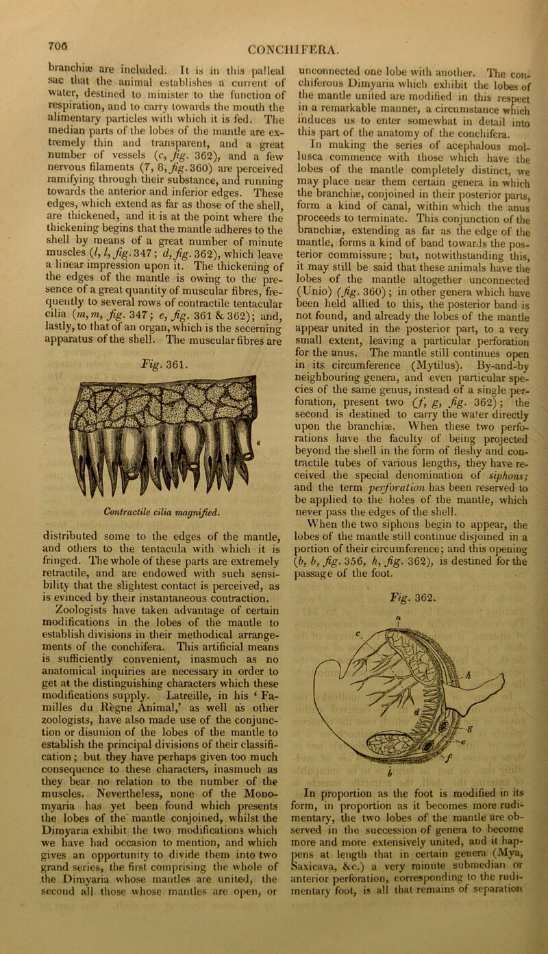 branchiae are included. It is in this pal leal sac that the animal establishes a current of water, destined to minister to the function of respiration, and to carry towards the mouth the alimentary particles with which it is fed. The median parts of the lobes of the mantle are ex- tremely thin and transparent, and a great number of vessels (c. Jig. 362), and a few nervous filaments (7, 8,/g.360) are perceived ramifying through their substance, and running towards the anterior and inferior edges. These edges, which extend as far as those of the shell, are thickened, and it is at the point where the thickening begins that the mantle adheres to the shell by means of a great number of minute muscles {I, I, Jig. 347; d,Jig. 362), which leave a linear impression upon it. The thickening of the edges of the mantle is owing to the pre- sence of a great quantity of muscular fibres, fre- quently to several rows of contractile tentacular cilia {m,m, Jig. 347; e, Jig. 361 & 362); and, lastly, to that of an organ, which is the secerning apparatus of the shell. The muscular fibres are Fig. 361. Contractile cilia magnified. distributed some to the edges of the mantle, and others to the tentacula with which it is fringed. The whole of these parts are extremely retractile, and are endowed with such sensi- bility that the slightest contact is perceived, as is evinced by their instantaneous contraction. Zoologists have taken advantage of certain modifications in the lobes of the mantle to establish divisions in their methodical arrange- ments of the conchifera. This artificial means is sufficiently convenient, inasmuch as no anatomical inquiries are necessary in order to get at the distinguishing characters which these modifications supply. Latreille, in his ‘ Fa- milies du Rhgne Animal,’ as well as other zoologists, have also made use of the conjunc- tion or disunion of the lobes of the mantle to establish the principal divisions of their classifi- cation ; but they have perhaps given too much consequence to these characters, inasmuch as they bear no relation to the number of the muscles. Nevertheless, none of the Mono- myaria has yet been found which presents the lobes of the mantle conjoined, whilst the Dirayaria exhibit the two modifications which we have had occasion to mention, and which gives an opportunity to divide them into two grand series, the first comprising the whole of the Dimyaria whose mantles are united, the second all those whose mantles are open, or unconnected one lobe with another. The con- chiferous Dimyaria which exhibit the lobes of die mantle united are modified in this respect in a remarkable manner, a circumstance which induces us to enter somewhat in detail into this part of the anatomy of the conchifera. In making the series of acephalous mol- lusca commence with those which have the lobes of the mantle completely distinct, we may place near them certain genera in which the branchiaj, conjoined in their posterior parts, form a kind of canal, within which the anus proceeds to terminate. This conjunction of the branchiee, extending as far as the edge of the mantle, forms a kind of band towards the pos- terior commissure; but, notwithstanding this, it may still be said that these animals have the lobes of the mantle altogether unconnected (Unio) (Jig. 360) ; in other genera which have been held allied to this, the posterior band is not found, and already the lobes of the mantle appear united in the posterior part, to a very small extent, leaving a particular perforation for the anus. The mantle still continues open in its circumference (Mytilus). By-and-by neighbouring genera, and even particular spe- cies of the same genus, instead of a single per- foration, present two (J\ g, Jig. 362); the second is destined to carry the water directly upon the branchiae. When these two perfo- rations have the faculty of being projected beyond the shell in the form of fleshy and con- tractile tubes of various lengths, they have re- ceived the special denomination of siphons; and the term perforation has been reserved to be applied to the holes of the mantle, which never pass the edges of the shell. When the two siphons begin to appear, the lobes of the mantle still continue disjoined in a portion of their circumference; and this opening (b, b, Jig. 356, A, Jig. 362), is destined for the passage of the foot. Fig. 362. a In proportion as the foot is modified in its form, in proportion as it becomes more rudi- mentary, the two lobes of the mantle are ob- served in the succession of genera to become more and more extensively united, and it hap- pens at length that in certain genera (Mya, Saxicava, &c.) a very minute submedian or anterior perforation, corresponding to the rudi- mentary foot, is all that remains of separation