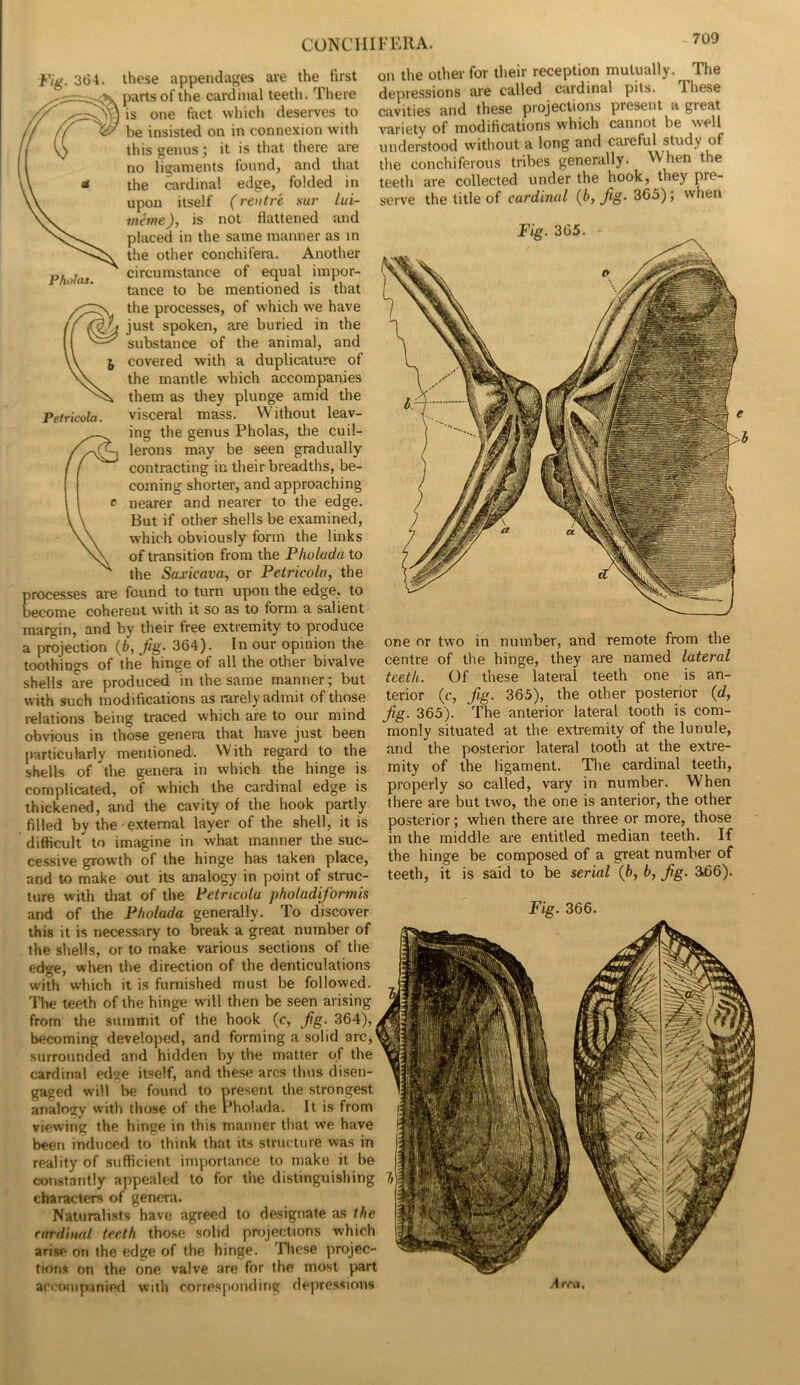 Fig. 304. PhoJas. Petricola. these appendages are the first parts of the cardinal teeth. Tliere is one fact which deserves to be insisted on in connexion with this genus; it is that there are no ligaments found, and that the cardinal edge, folded in upon itself (reutrc sur lui- mhne), is not flattened and placed in the same manner as in the other conchifem. Another circumstance of equal impor- tance to be mentioned is that the processes, of which we have just spoken, are buried in the substance of the animal, and covered with a duplicature of the mantle which accompanies them as they plunge amid the visceral mass. Without leav- ing the genus Pholas, the cuil- lerons may be seen gradually / ( contracting in their breadths, be- coming shorter, and approaching nearer and nearer to the edge. But if other shells be examined, which obviously form the links of transition from the Phulada to the Saxicava, or Petricola^ the processes are found to turn upon the edge, to become coherent with it so as to form a salient margin, and by their free extremity to produce a projection (6, Jig. 364). In our opinion the toothings of the hinge of all the other bivalve shells are produced in the same manner; but with such modifications as rarely admit of those relations being traced which are to our mind obvious in those genera that have just been particularly mentioned. With regard to the shells of the genera in which the hinge is complicated, of which the cardinal edge is thickened, and the cavity of the hook partly filled by the'external layer of the shell, it is difficult to imagine in what manner the suc- cessive growth of the hinge has taken place, and to make out its analogy in point of struc- ture with that of the Petricola photadiformis and of the Pholada generally. To discover this it is necessary to break a great number of the shells, or to make various sections of the edge, when the direction of the denticulations with w’hich it is furnished must be followed. Tlie teeth of the hinge will then be seen arising from the summit of the hook (c, fg. 364), becoming developed, and forming a solid arc, surrounded and hidden by the matter of the cardinal edae itself, and these arcs thus disen- gaged will be found to present the strongest analogy with those of the rholada. It is from viewing the hinge in this manner that we have been induced to think that its structure was in reality of sufficient importance to make it be constantly appealed to for the distinguishing characters of genera. Naturali.sts have agreed to designate as the cardinal teeth those solid projections which arise on the edge of the hinge. These projec- tions on the one valve are for the most part arcomp'.inied with corresponding depressions on the other for their reception mutually. The depressions are called cardinal pits. These cavities and these projections present a great variety of modifications w-hich cannot be well understood without a long and careful study of the conchiferous tribes generally. When the teeth are collected under the hook, they pre- serve the title of cardinal {b, fig. 365); when one or two in number, and remote from the centre of the hinge, they are named lateral teeth. Of these lateral teeth one is an- terior (c, fig. 365), the other posterior (rf, fig. 365). The anterior lateral tooth is com- monly situated at the extremity of the lunule, and the posterior lateral tooth at the extre- mity of the ligament. The cardinal teeth, properly so called, vary in number. When there are but two, the one is anterior, the other posterior; when there are three or more, those in the middle are entitled median teeth. If the hinge be composed of a great number of teeth, it is said to be serial {b, b, fig. a66). Fig. 366. A rca.