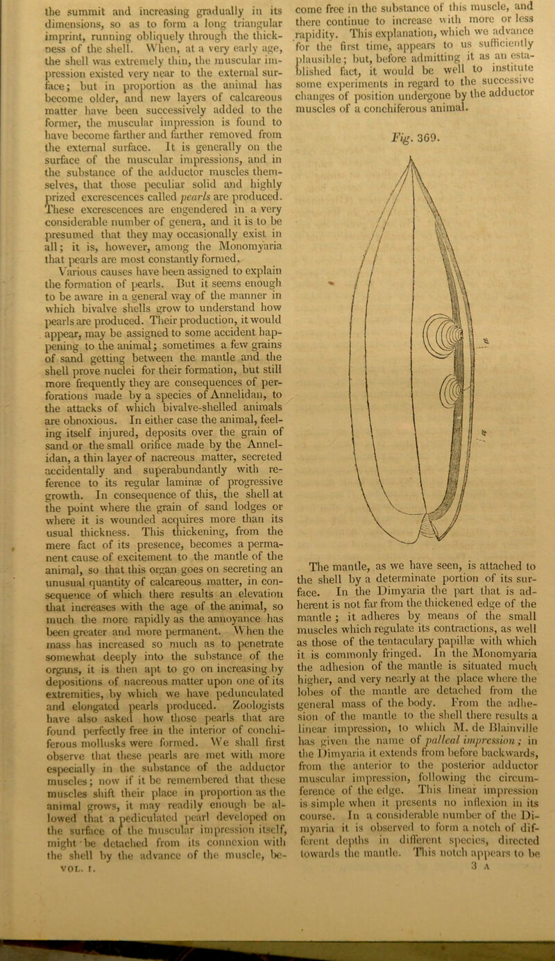 dimensions, so as to form a long triangular imprint, running obliquely through the thick- ness of the shell. When, at a very early age, the shell was extremely thin, the muscular im- pression existed very near to the external sur- face; but in proportion as the animal has become older, ana new layers of calcareous matter have been successively added to the former, the muscular impression is found to have become farther and farther removed from the external surface. It is generally on the surface of the muscular impressions, and in the substance of the adductor muscles them- selves, that those peculiar solid and highly prized excrescences called pearls are produced. These excrescences are engendered in a very considerable number of genera, and it is to be presumed that they may occasionally exist in all; it is, however, among the Monomyaria that pearls are most constantly formed. V arious causes have been assigned to explain the formation of pearls. But it seems enough to be aware in a general way of the manner in which bivalve shells grow to understand how j)earlsare produced. Their production, it would appear, may be assigned to some accident hap- pening to the animal; sometimes a few grains of sand getting between the mantle and the shell prove nuclei for their formation, but still more frequently they are consequences of per- forations made by a species of Annelidan, to the attacks of which bivalve-shelled animals are obnoxious. In either case the animal, feel- ing itself injured, deposits over the grain of sand or the small orifice made by the Annel- idan, a thin layer of nacreous matter, secreted accidentally and superabundantly with re- ference to its regular laminse of progressive growth. In consequence of this, the shell at the point where the grain of sand lodges or where it is wounded acquires more than its usual thickness. This thickening, from the mere fact of its presence, becomes a perma- nent cause of excitement to the mantle of the animal, so that this organ goes on secreting an unusual quantity of calcareous matter, in con- seque?ice of which there results an elevation that increases with the age of the animal, so much the more rapidly as the annoyance has been greater and more permanent. When the mass has increased so much as to penetrate somewhat deeply into the substance of the organs, it is then apt to go on increasing by dejx)sitions of nacreous matter upon one of its extremities, by which we have pedunculated and elongated pearls produced. Zoologists have also asked how those j)earls that are founfl perfectly free in the interior of conchi- ferous mollusks were formed. We shall first observe that these pearls are met with more especially in the substance of the adductor muscles; now if it be remembered that these muscles shift their place in proportion as the animal grows, it may readily enough be al- lowed that a pediculatcd pearl developed on the surface of the muscular impression itself, might be detached from its connexion with the shell V>y the advance of the muscle, 1)0- VOI-. r. come free in the substance of this muscle, and there continue to increase with more or less rapidity. This explanation, which we advance for the first time, appears to us sufficiently plausible; but, before admitting it as an esta- blished fact, it would be well to institute some experiments in regard to the successive changes of position undergone by the adductor muscles of a conchiferous animal. Fig. 3G9. The mantle, as we have seen, is attached to the shell by a determinate portion of its sur- face. In the Dimyaria the part that is ad- herent is not far from the thickened edge of the mantle ; it adheres by means of the small muscles which regulate its contractions, as well as those of the tentaculary papillae with which it is commonly fringed. In the Monomyaria the adhesion of the mantle is situated much higher, and very nearly at the place where the loi)es of the mantle are detached from the general mass of the body. From the adhe- sion of the mantle to the shell there results a linear impression, to which M. de Blainville has given the name of pal leal impression; in tlie Dimyaria it extends from before backwards, from the anterior to the posterior adductor muscular impression, following the circum- ference of the edge. This linear impression is simj)le when it jnesents no inllexion in its course. In a considerable number of the Di- myaria it is observed to form a notch of dif- ferent depths in difierent species, directed towards the mantle. 'Diis notch ap\)cars to be 3 A