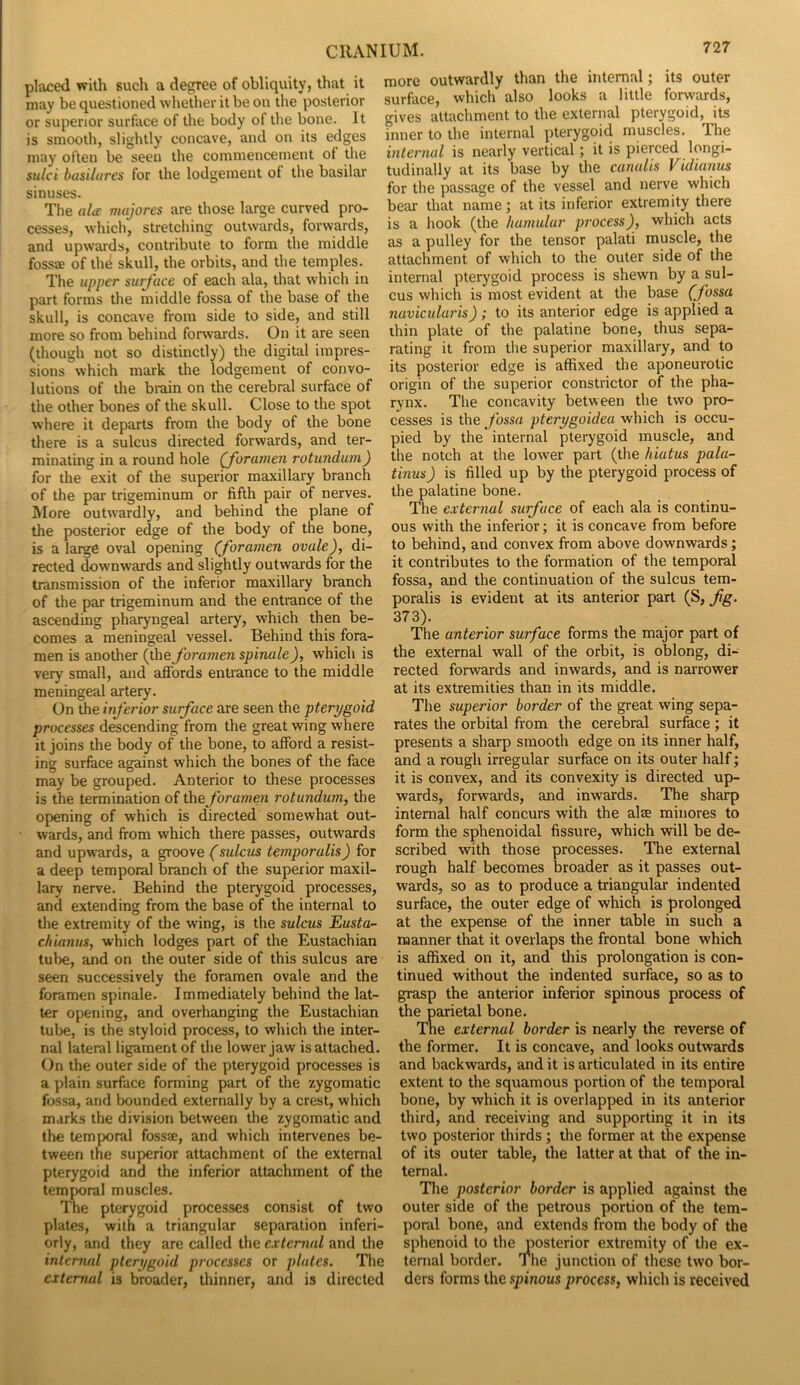 placed with such a degree of obliquity, that it may be questioned whether it be on the posterior or superior surface of the body of the bone. It is smooth, slightly concave, and on its edges may often be seen the commencement of tlie sulci basilures for the lodgement of the basilar sinuses. The ala majores are those large curved pro- cesses, which, stretching outwards, forwards, and upwards, contribute to form the middle fossjE of the skull, the orbits, and the temples. The upper surface of each ala, that which in part forms the middle fossa of the base of the skull, is concave from side to side, and still more so from behind forwards. On it are seen (though not so distinctly) the digital impres- sions which mark the lodgement of convo- lutions of the bmin on the cerebral surface of the other bones of the skull. Close to the spot where it departs from the body of the bone there is a sulcus directed forwards, and ter- minating in a round hole (foramen rotundum) for the exit of the superior maxillary branch of the par trigeminum or fifth pair of nerves. More outwardly, and behind the plane of the posterior edge of the body of the bone, is a large oval opening (foramen ovaledi- rected downwards and slightly outwards for the transmission of the inferior maxillary branch of the par trigeminum and the entmnce of the ascending pharyngeal artery, which then be- comes a meningeal vessel. Behind this fora- men is another foramen spinale), which is very small, and affords entrance to the middle meningeal artery. On the inferior surface are seen the pterygoid processes descending from the great wing where it joins the body of the bone, to afford a resist- ing surface against which the bones of the face may be grouped. Anterior to these processes is the termination of the foramen rotundum, the opening of which is directed somewhat out- wards, and from which there passes, outwards and upw'ards, a groove (sulcus temporalis) for a deep temporal branch of the superior maxil- lary nerve. Behind the pterygoid processes, and extending from the base of the internal to the extremity of the w’ing, is the sulcus Eustor- chianus, which lodges part of the Eustachian tube, and on the outer side of this sulcus are seen successively the foramen ovale and the foramen spinale. Immediately behind the lat- ter opening, and overhanging the Eustachian tube, is the styloid process, to which the inter- nal lateral ligament of the lower jaw is attached. On the outer side of the pterygoid processes is a plain surface forming part of the zygomatic fossa, and bounded externally by a crest, which marks the division between the zygomatic and the temporal fossae, and which intervenes be- tween the superior attachment of the external pterygoid and the inferior attachment of the temporal muscles. The pterygoid processes consist of two plates, with a triangular separation inferi- orly, and they are called the external and the internal pterygoid processes or plates. The external is broader, thinner, and is directed more outwardly than the internal; its outer surface, which also looks a little forwards, gives attachment to the external pterygoid, its inner to the internal pterygoid muscles. The internal is nearly vertical; it is pierced longi- tudinally at its base by the canalis Vidianus for the passage of the vessel and nerve which bear that name; at its inferior extremity there is a hook (the hamular process), which acts as a pulley for the tensor palati muscle, the attachment of which to the outer side of the internal pterygoid process is shewn by a sul- cus which is most evident at the base (fossa naviculuris); to its anterior edge is applied a ihin plate of the palatine bone, thus sepa- rating it from the superior maxillary, and to its posterior edge is affixed the aponeurotic origin of the superior constrictor of the pha- rynx. The concavity between the two pro- cesses is the fossa pterygoidea which is occu- pied by the internal pterygoid muscle, and the notch at the lower part (the hiatus pala- tinus) is filled up by the pterygoid process of the palatine bone. The external surface of each ala is continu- ous with the inferior; it is concave from before to behind, and convex from above downwards; it contributes to the formation of the temporal fossa, and the continuation of the sulcus tem- poralis is evident at its anterior part (S, fig. 373). The anterior surface forms the major part of the external wall of the orbit, is oblong, di- rected forwards and inwards, and is naiTOwer at its extremities than in its middle. The superior border of the great wing sepa- rates the orbital from the cerebral surfece; it presents a sharp smooth edge on its inner half, and a rough irregular surface on its outer half; it is convex, and its convexity is directed up- wards, forwards, and inwards. The sharp internal half concurs with the al® minores to form the sphenoidal fissure, which will be de- scribed with those processes. The external rough half becomes broader as it passes out- wards, so as to produce a triangular indented surface, the outer edge of which is prolonged at the expense of the inner table in such a manner that it overlaps the frontal bone which is affixed on it, and this prolongation is con- tinued without the indented surface, so as to grasp the anterior inferior spinous process of the parietal bone. The external border is nearly the reverse of the former. It is concave, and looks outwards and backwards, and it is articulated in its entire extent to the squamous portion of the temporal bone, by which it is overlapped in its anterior third, and receiving and supporting it in its two posterior thirds ; the former at the expense of its outer table, the latter at that of the in- ternal. The posterior border is applied against the outer side of the petrous portion of the tem- poral bone, and extends from the body of the sphenoid to the posterior extremity of the ex- ternal border. The junction of these two bor- ders forms the spinous process, which is received