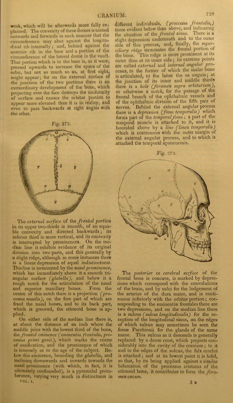 work, which will be afterwards more fully ex- plained. The convexity of these domes is turned outwards and forwards in such manner that the circumference may abut against the longitu- dinal rib internally ; and, behind against the anterior rib in the base and a portion of the circumference of the lateral dome in the vault. Tliat portion which is in the base is, as it were, pressed upwaids to increase the space of the orbit, but not so much so as, at first sight, might appear; for on the external surface of the junction of the two portions there is an extraordinary development of the bone, which projecting over the face destroys the uniformity of surface and causes the orbitar portion to appear more elevated than it is in reality, and ev'en to pass backwmds at right angles witli the other. Fig. 372, The external surface of the frontal portion in its upper two-thirds is smooth, of an equa- ble convexity and directed backwards; its inferior third is more vertical, and its convexity is interrupted by prominences. On the me- dian line it exhibits evidence of its original division into two parts, and this generally by a slight ridge, although in some instances there is a linear depression of equal indistinctness. This line is terminated by the nasal prominence, which has immediately above it a smooth tri- angular surface (glabella), and below it a rough notch for the articulation of the nasal and superior maxillary bones. From the centre of this notch there is a projection (pro- cessus nasalis), on the fore part of which are fixed the nasal bones, and to its back part, which is grooved, the ethmoid bone is ap- plied. On either side of the median line there is, at about the distance of an inch where the middle joins with the lowest third of the bone, the frontal eminence (eminentia frontalis, pro- cessus prirrii genii), which marks the centre of ossification, and the prominence of which is inversely as to the age of the subject. Be- low this eminence, bounding the glabella, and inclining downwards and inwards towards the nasal prominence (with which, in fact, it is ultimately confounded), is a pyramidal protu- berance, varying very mucli in distinctness in VOL. I. different individuals, (processus frontalis,) more evident below than above, and indicating the situation of the frontal sinus. Fhere is a slight depression underneath and to the outer side of this process, and, finally, the super- ciliary ridge terminates the frontal portion of the bone. This ridge is more prominent at its outer than at its inner side; its extreme points are called external and internal angular pro- cesses, to the former of which the malar bone is articulated, to the latter the os unguis; at the junction of its inner and middle third.? there is a hole (foramen supra orbitarium), or otherwise a notch, for the passage of the frontal branch of the ophthalmic vessels and of the ophthalmic division of the fifth pair of nerves. Behind the external angular process there is a depression (fossa temporalis) which forms part of the temporalfossa; a part of the temporal muscle is attached to it, and it is bounded above by a line (linea temporalis) which is continuous with the outer margin of the external angular process, and to which is attached the temporal aponeurosis. Fig. 373. The posterior or cerebral surface of the frontal bone is concave, is marked by depres- sions which correspond with the convolutions of the brain, and by sulci for the lodgement of the arteries of the dura mater, and is conti- nuous inferiorly with the orbitar portion; cor- responding to the eminentisE frontales there are two depressions, and on the median line there is a sulcus (sulcus longitudinalis) for tlie re- ception of the longitudinal sinus, on the edges of which sulcus may sometimes be seen the fossae Pacchionii for the glands of the same name. This sulcus as it descends is generally replaced by a dense crest, which projects con- siderably into the cavity of the cranium; to it and to the edges of the sulcus, the falx cerebri is attached; and at its lowest point it is bifid, so that, by its being applied against a similar bifurcation of the processus cristatus of the ethmoid bone, it contributes to form the fora- men cacum. 3 B