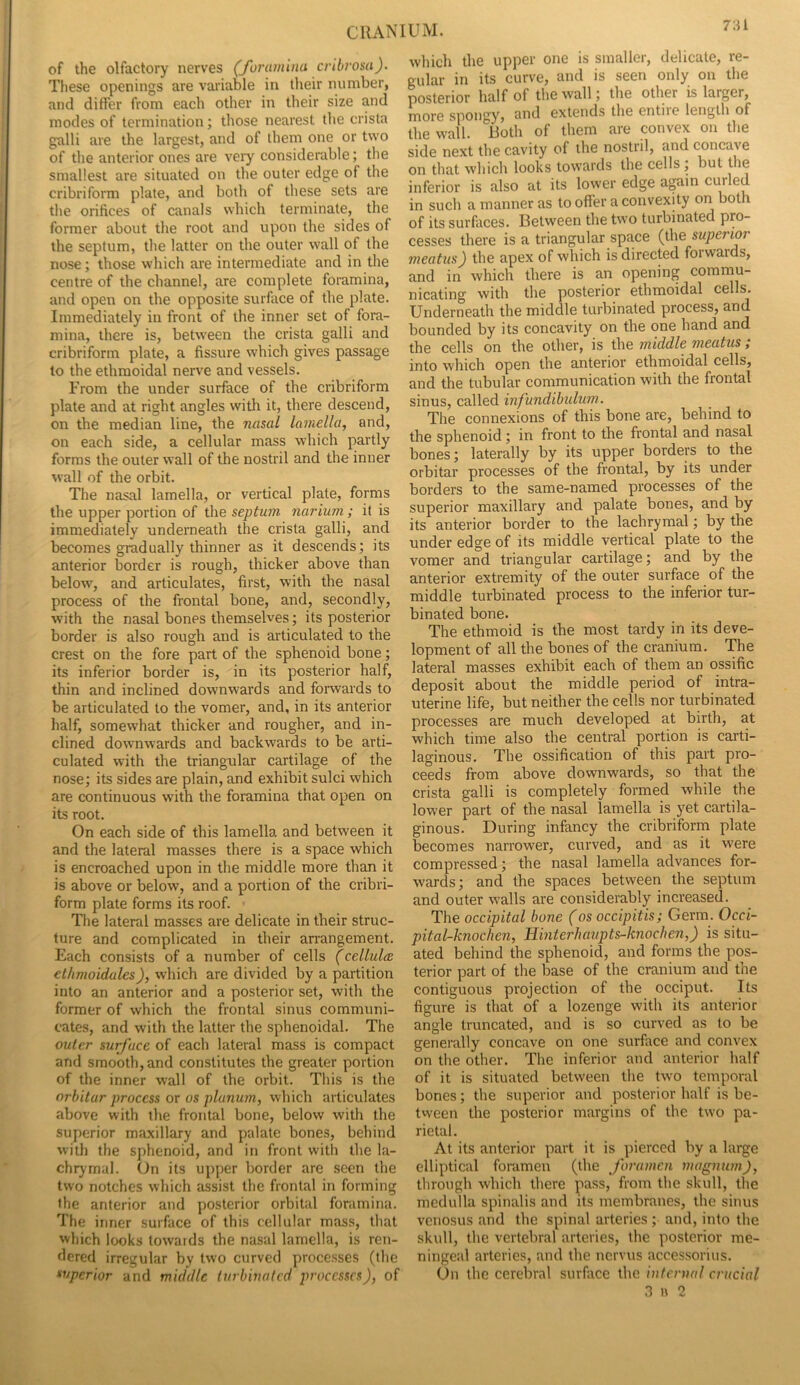of the olfactory nerves (Joraminu cvibrosa). These openings are variable in their number, and differ from each other in tlieir size and modes of termination; those nearest the crista galli are the largest, and of them one or two of the anterior ones are very considerable; the smallest are situated on the outer edge of the cribriform plate, and both of tliese sets are the orifices of canals which terminate, tlie former about the root and upon the sides of the septum, tlie latter on the outer wall of the nose; those which are intermediate and in the centre of the channel, are complete foramina, and open on the opposite surface of the plate. Immediately in front of the inner set of fora- mina, there is, between the crista galli and cribriform plate, a fissure which gives passage to the ethmoidal nerve and vessels. From the under surface of the cribriform plate and at right angles witli it, there descend, on the median line, the nasal lamella, and, on each side, a cellular mass which partly forms the outer wall of the nostril and the inner wall of the orbit. The nasal lamella, or vertical plate, forms the upper portion of the septum narium ; it is immediately underneath the crista galli, and becomes gradually thinner as it descends; its anterior border is rough, thicker above than below, and articulates, first, with the nasal process of the frontal bone, and, secondly, with the nasal bones themselves; its posterior border is also rough and is articulated to the crest on the fore part of the sphenoid bone; its inferior border is, in its posterior half, thin and inclined downwards and forwards to be articulated to the vomer, and, in its anterior half, somewhat thicker and rougher, and in- clined downwards and backwards to be arti- culated wdth the triangular cartilage of the nose; its sides are plain, and exhibit sulci which are continuous with the foramina that open on its root. On each side of this lamella and between it and the lateral masses there is a space which is encroached upon in the middle more than it is above or below, and a portion of the cribri- form plate forms its roof. The lateral masses are delicate in their struc- ture and complicated in their an-angement. Each consists of a number of cells (cellultB ethmoidales), which are divided by a partition into an anterior and a posterior set, with the former of which the frontal sinus communi- cates, and with the latter the sphenoidal. The outer surface of each lateral mass is compact and smooth, and constitutes the greater portion of the inner wall of the orbit. This is the orhitar process OT os planum, which articulates above with the frontal bone, below with the superior maxillary and palate bones, behind with the Sf)henoid, and in front with the la- chrymal. On its upper border are seen the two notches which assist the frontal in forming the anterior and posterior orbital foramina. The inner surface of this cellular mass, that which looks towaids the nasal lamella, is ren- dered irregular by two curved processes (the superior and middle iurbinatcd jmKCSSCs), of which the upper one is smaller, delicate, re- gular in its curve, and is seen only on the posterior half of the wall; the other is larger, more spongy, and extends the entire length of the wall. Both of them are convex on the side next the cavity of the nostril, and concave on that which looks towards the cells j but the inferior is also at its lower edge again curled in such a manner as to offer a convexity on both of its surfaces. Between the two turbinated pro- cesses there is a triangular space (the superior meatus) the apex of which is directed forwards, and in which there is an opening commu- nicating with the posterior ethmoidal cells. Underneath the middle turbinated process, and bounded by its concavity on the one hand and the cells on the other, is the middle meatus ,* into which open the anterior ethmoidal cells, and the tubular communication with the frontal sinus, called infundibulum. The connexions of this bone are, behind to the sphenoid; in front to the frontal and nasal bones; laterally by its upper borders to the orbitar processes of the frontal, by its under borders to the same-named processes of the superior maxillary and palate bones, and by its anterior border to the lachrymal; by the under edge of its middle vertical plate to the vomer and triangular cartilage; and by the anterior extremity of the outer surface of the middle turbinated process to the inferior tur- binated bone. The ethmoid is the most tardy in its deve- lopment of all the bones of the cranium. The lateral masses exhibit each of them an ossific deposit about the middle period of intra- uterine life, but neither the cells nor turbinated processes are much developed at birth, at which time also the central portion is carti- laginous. The ossification of this part pro- ceeds from above downwards, so that the crista galli is completely formed while the lower part of the nasal lamella is yet cartila- ginous. During infancy the cribriform plate becomes narrower, curved, and as it w'ere compressed; the nasal lamella advances for- wards; and the spaces between the septum and outer walls are considerably increased. The occipital bone Cos occipitis; Germ. Occi- pital-knochen, Hmterhaupts-knochen,) is situ- ated behind the sphenoid, and forms the pos- terior part of the base of the cranium and the contiguous projection of the occiput. Its figure is that of a lozenge w'ith its anterior angle truncated, and is so curved as to be generally concave on one surface and convex on the other. The inferior and anterior half of it is situated between the two temporal bones; the superior and posterior half is be- tvveen the posterior margins of the two pa- rietal. At its anterior part it is pierced by a large elliptical foramen (the foramen magnum), through which there pass, from the skull, the medulla spinalis and its membranes, the sinus vcnosus and the spinal arteries ; and, into the skull, the vertebral arteries, the posterior me- ningeal arteries, and the ncrvus accessorius. On the cerebral surface the internal crucial 3 u 2