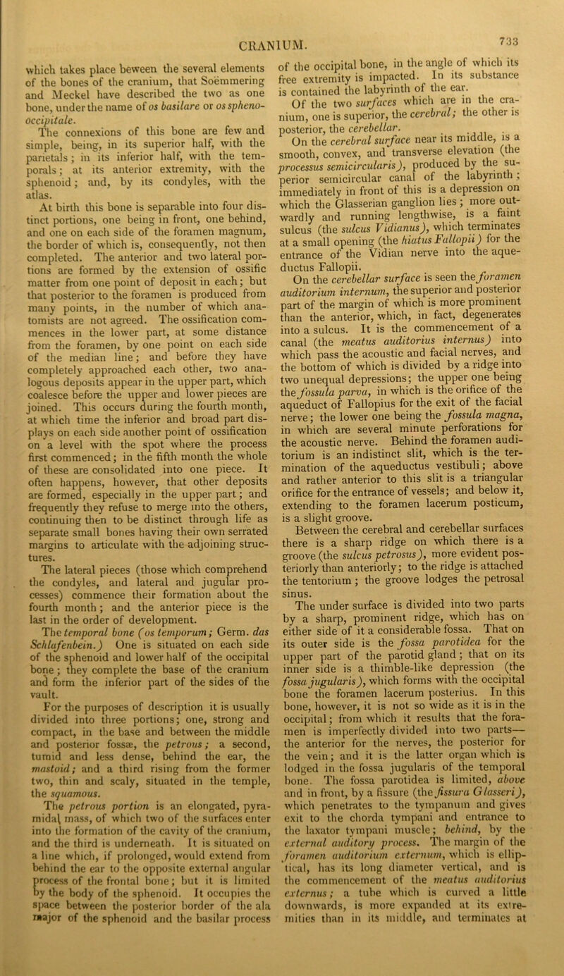 which takes place beween the several elements of the bones of the cranium, that Soemmering and Meckel have described the two as one bone, under the name of os basilare or os spheno- occipitale. The connexions of this bone are few and simple, being, in its superior half, with the parietals; in its inferior half, with the tem- porals ; at its anterior extremity, with the sphenoid; and, by its condyles, with the atlas. At birth this bone is separable into four dis- tinct portions, one being in front, one behind, and one on each side of the foramen magnum, the border of which is, consequently, not then completed. The anterior and two lateral por- tions are formed by the extension of ossific matter from one point of deposit in each; but that posterior to the foramen is produced from many points, in the number of which ana- tomists are not agreed. The ossification com- mences in the lower part, at some distance from the foramen, by one point on each side of the median line; and before they have completely approached each other, two ana- logous deposits appear in the upper part, which coalesce before the upper and lower pieces are joined. This occurs during the fourth month, at which time the inferior and broad part dis- plays on each side another point of ossification on a level with the spot where the process first commenced; in the fifth month the whole of these are consolidated into one piece. It often happens, however, that other deposits are formed, especially in the upper part; and frequently they refuse to merge into the others, continuing then to be distinct through life as separate small bones having their own serrated margins to articulate with the adjoining struc- tures. The lateral pieces (those which comprehend the condyles, and lateral and jugular pro- cesses) commence their formation about the fourth month ; and the anterior piece is the last in the order of development. The temporal bone (os temporum; Germ, das Schlufenbein.) One is situated on each side of the sphenoid and lower half of the occipital bone; they complete the base of the cranium and form the inferior part of the sides of the vault. For the purposes of description it is usually divided into three portions; one, strong and compact, in the base and between the middle and posterior fossee, the petrous; a second, tumid and less dense, behind the ear, the mastoid; and a third rising from the former two, thin and scaly, situated in the temple, the squamous. The petrous portion is an elongated, pyra- midal mass, of which two of the surfaces enter into the formation of the cavity of the cranium, and the third is underneath. It is situated on a line which, if prolonged, would extend from behind the ear to the opposite external angular process of the frontal bone; but it is limited by the body of the sphenoid. It occupies the space between the posterior border of the ala rwajor of the sphenoid €and the basilar process of the occipital bone, in the angle of which its free extremity is impacted. In its substance is contained the labyrinth of the ear. Of the two surj’accs which are in the cra- nium, one is superior, the cerebral; the other is posterior, the cereie//«r. On the cerebral surface near its middle, is a smooth, convex, and transverse elevation (the processus semicircularis), produced by the su- perior semicircular canal of the labyrinth ; immediately in front of this is a depression on which the Glasserian ganglion lies ; more out- wardly and running lengthwise, is a faint sulcus (the sulcus Vidianus), which terminates at a small opening (the hiatus Fallopii) for the entrance of the Vidian nerve into the aque- dnetus Fallopii. On the cerebellar surface is seen iheforamen auditorium internum, the superior and posterior part of the margin of which is more prominent than the anterior, which, in fact, degenerates into a sulcus. It is the commencement of a canal (the meatus auditorius internus) into which pass the acoustic and facial nerves, and the bottom of which is divided by a ridge into two unequal depressions; the upper one being the fossula parva, in which is the orifice of the aqueduct of Fallopius for the exit of the facial nerve; the lower one being the fossula magna, in which are several minute perforations for the acoustic nerve. Behind the foramen audi- torium is an indistinct slit, which is the ter- mination of the aqueductus vestibuli; above and rather anterior to this slit is a triangular orifice for the entrance of vessels; and below it, extending to the foramen lacerum posticum, is a slight groove. Between the cerebral and cerebellar surfaces there is a sharp ridge on which there is a groove (the sulcus petrosus), more evident pos- teriorly than anteriorly; to the ridge is attached the tentorium; the groove lodges the petrosal sinus. The under surface is divided into two parts by a sharp, prominent ridge, which has on either side of it a considerable fossa. 1 hat on its outer side is the fossa parotidea for the upper part of the parotid gland; that on its inner side is a thimble-like depression (the fossa jugular is), which forms with the occipital bone the foramen lacerum posterius. In this bone, however, it is not so wide as it is in the occipital; from which it results that the fora- men is imperfectly divided into two parts— the anterior for the nerves, the posterior for the vein; and it is the latter organ which is lodged in the fossa jugularis of the temporal bone. The fossa parotidea is limited, above and in front, by a fissure (the Jissuru Glasscri), which penetrates to the tympanum and gives exit to the chorda tympani and entrance to the laxator tympani muscle; behind, by the external auditory process. The margin of the foramen auditorium externum, which is ellip- tical, has its long diameter vertical, and is the commencement of the meatus auditorius externus; a tube which is curved a little downwards, is more expanded at its extre- mities than in its mitldlc, and terminates at