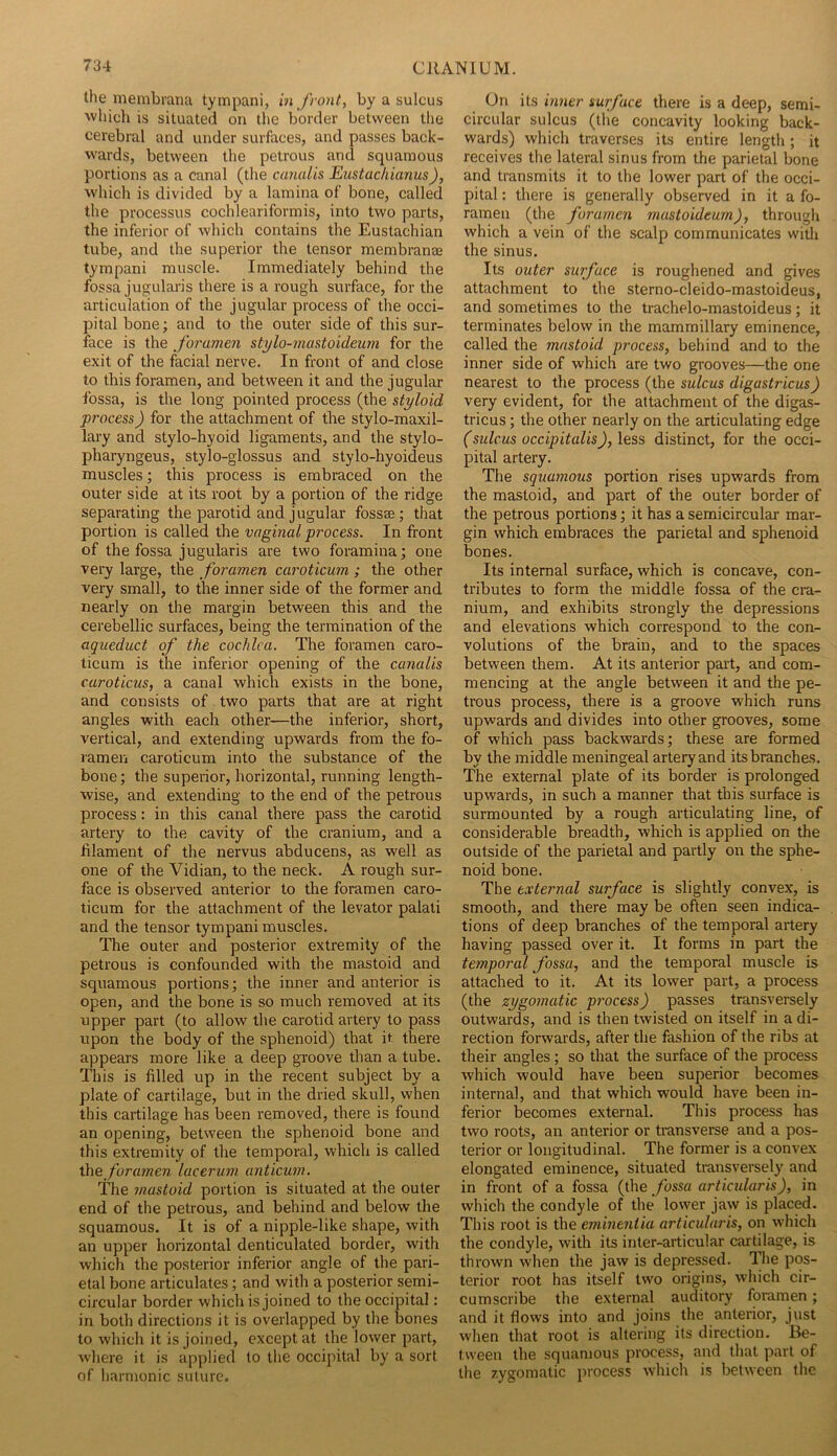 the membrana tympani, in front, by a sulcus which is situated on tlie border between the cerebral and under surfaces, and passes back- wards, between the petrous and squamous portions as a canal (the canaiis Eustachianus), ■which is divided by a lamina of bone, called the processus cochleariformis, into two parts, the inferior of which contains the Eustachian tube, and the superior the tensor membranae tympani muscle. Immediately behind the fossa jugularis there is a rough surface, for the articulation of the jugular process of the occi- pital bone; and to the outer side of this sur- face is the foramen stylo-mastoideum for the exit of the facial nerve. In front of and close to this foramen, and between it and the jugular fossa, is the long pointed process (the styloid process) for the attachment of the stylo-maxil- lary and stylo-hyoid ligaments, and the stylo- pharyngeus, stylo-glossus and stylo-hyoideus muscles; this process is embraced on the outer side at its root by a portion of the ridge separating the parotid and jugular fossae; that portion is called the vaginal process. In front of the fossa jugularis are two foramina; one very large, the foramen caroticwn ; the other very small, to the inner side of the former and nearly on the margin between this and the cerebellic surfaces, being the termination of the aqueduct of the cochlea. The foramen caro- ticLim is the inferior opening of the canaiis caroticus, a canal which exists in the bone, and consists of two parts that are at right angles with each other—the inferior, short, vertical, and extending upwards from the fo- ramen caroticum into the substance of the bone; the superior, horizontal, running length- wise, and extending to the end of the petrous process: in this canal there pass the carotid artery to the cavity of the cranium, and a filament of the nervus abducens, as well as one of the Vidian, to the neck. A rough sur- face is observed anterior to the foramen caro- ticum for the attachment of the levator palati and the tensor tympani muscles. The outer and posterior extremity of the petrous is confounded with the mastoid and squamous portions; the inner and anterior is open, and the bone is so much removed at its tipper part (to allow the carotid artery to pass upon the body of the sphenoid) that it there appears more like a deep groove than a tube. This is filled up in the recent subject by a plate of cartilage, but in the dried skull, when this cartilage has been removed, there is found an opening, between the sphenoid bone and this extremity of the temporal, which is called iheforamen lacerum anticum. The mastoid portion is situated at the outer end of the petrous, and behind and below the squamous. It is of a nipple-like shape, with an upper horizontal denticulated border, with which the posterior inferior angle of the pari- etal bone articulates; and with a posterior semi- circular border which is joined to the occipital: in both directions it is overlapped by the bones to which it is joined, except at the lower part, where it is applied to tlie occipital by a sort of harmonic suture. On its inner surface there is a deep, semi- circular sulcus (the concavity looking back- wards) which traverses its entire length; it receives the lateral sinus from the parietal bone and transmits it to the lower part of the occi- pital : there is generally observed in it a fo- ramen (the foramen mustoideum), through which a vein of the scalp communicates with the sinus. Its outer surface is roughened and gives attachment to the sterno-cleido-mastoideus, and sometimes to the trachelo-mastoideus; it terminates below in the mammillary eminence, called the mastoid process, behind and to the inner side of which are two grooves—the one nearest to the process (the sulcus digastricus) very evident, for the attachment of the digas- tricus ; the other nearly on the articulating edge (sulcus occipitalis), less distinct, for the occi- pital artery. The squamous portion rises upwards from the mastoid, and part of the outer border of the petrous portions; it has a semicircular mar- gin which embraces the parietal and sphenoid bones. Its internal surface, which is concave, con- tributes to form the middle fossa of the cra- nium, and exhibits strongly the depressions and elevations which correspond to the con- volutions of the brain, and to the spaces between them. At its anterior part, and com- mencing at the angle between it and the pe- trous process, there is a groove which runs upwards and divides into other grooves, some of which pass backwards; these are formed by the middle meningeal artery and its branches. The external plate of its border is prolonged upwards, in such a manner that this surfece is surmounted by a rough articulating line, of considerable breadth, which is applied on the outside of the parietal and partly on the sphe- noid bone. The external surface is slightly convex, is smooth, and there may be often seen indica- tions of deep branches of the temporal artery having passed over it. It forms in part the temporal fossa, and the temporal muscle is attached to it. At its lower part, a process (the zygomatic process) passes transversely outwards, and is then twisted on itself in a di- rection forwards, after the fashion of the ribs at their angles; so that the surface of the process which would have been superior becomes internal, and that which would have been in- ferior becomes external. This process has two roots, an anterior or transverse and a pos- terior or longitudinal. The former is a convex elongated eminence, situated transversely and in front of a fossa {i\\e fossa articidaris), in which the condyle of the lower jaw is placed. This root is the eminentia articular is, on which the condyle, with its inter-articular cartilage, is thrown when the jaw is depressed. The pos- terior root has itself two origins, which cir- cumscribe the external auditory foramen; and it flows into and joins the anterior, just when that root is altering its direction. Be- tween the squamous process, and that part of the zygomatic process which is between the