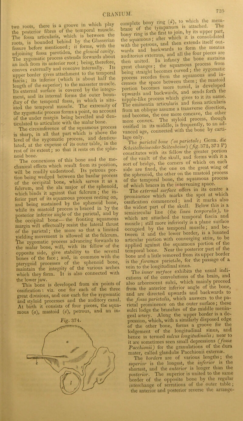 two roots, there is a groove in which play the posterior fibres of the temporal muse e. The fossa articularis, which is between the roots, is bounded behind by the Glasseuan fissure before mentioned; it forms, with Uie adjoining fossa parotidea, the glenoid cuviti/. Tlie zyo-omatic process extends forwards about an inch from its anterior root; being, tlierefoie, convex externally and concave internally. Its upper border gives attachment to the temporal fj^cia; its inferior (which is about half the leno-th of the superior) to the masseter muscle. Its external surface is covered by the integu- ment, and its internal forms the outer boun- dary of the temporal fossa, in which is situ- ated the temporal muscle. The extremity of the zygomatic process forms a point, on account of the'*under margin being bevelled and den- ticulated to articulate with the malar bone. The circumference of the squamous process is sharp, in all that part which is above the level of the zygomatic process, and denticu- lated, at the expense of its outer table, in the rest of its extent; so that it rests on the sphe- noid bone. The connexions of this bone and the me- chanical effects which result from its position, will be readily understood. Its petrous por- tion being wedged between the basilar process of the olicipital bone, which serves it as a fulcrum, and the ala major of the sphenoid, which binds it against that fulcrum; the in- ferior part of its squamous process lesting on, and being sustained by the sphenoid bone, while its mastoid process is braced in by the posterior inferior angle of the parietal, and by the occipital bone—the fronting squamous margin will effectually resist the lateral thiust of the parietal; the more so that a limited yielding movement is allowed at the fulcium. ^e zygomatic process advancing forwards to the malar bone, will, with its fellow of the opposite side, give stability to the several bones of the face ; and, in common with the pterygoid processes of the sphenoid bone, maintain the integrity of the various arches which they form. It is also connected with the lower jaw. Tliis bone is developed from six points of ossification; viz. one for each of the three great divisions, and one each for the zygomatic and styloid processes and the auditory canal. At birth it consists of four pieces, the squa- mous (a), mastoid (c), petrous, and an in- Fig. 374. CRANIUM. coim.lcte bony .-mg (J), to wbicb the brane of the tympanum is attached. llie bony ring is the first to join, by its upper part the squaLus; after which it is consohdated with die petrous, and then wards and backwards to form the meatus auditorius externus, and all the four Pieces are then united. In infancy the bone sustains great changes; the squamous process from beino- straight becomes curved ; the zygomatic process recedes from the squamous and in- Lases the space between them; the ^^astoid portion becomes more tumid, upwards and backwards, and sends forth the nipple-like process which gives to it its name. The eminentia articularis and fossa articularis from an oblique assume a transverse direction, and become, the one more concave, the othei more convex. The styloid process, though ossified in its middle, is frequently, to an ad- vanced age, connected with the bone by carti- 1^0*0 only* . °The parietal hone (osparktale; Germ. lAe ScheitelbeineoderSeitenbeine) (T'g-372, 373 F) constitutes with its fellow the greater portion of the vault of the skull, and forms with it a sort of bridge, the corners of which on each side are fixed, the one on the great wing of the sphenoid, the other on the mastoid process of the temporal bone, the squamous process of which braces in the intervening space. The external surface offers in its centre a prominence which marks the spot at which ossification commenced; and it marks also the widest part of the skull. Below this is a semicircular line (the linea temporalis), to which are attached the temporal fascia and muscle; still more inferiorly is a plane surface occupied by the temporal muscle, and be- tw'een it and the lower border, is a luiiated articular portion with converging striae, to be applied against the squamous portion of the temporal bone. Near the posterior part of the bone and a little removed from its upper bolder is the foramen parietale, for the passage of a vein to the longitudinal sinus. The inner surface exhibits the usual indi- cations of the convolutions of the brain, and also arborescent sulci, which mainly proceed from the anterior inferior angle of the bone, and are directed upwards and backwards to the fossa parietalis, which answers to the pa- rietal prominence on the outer surface; these sulci lodge the branches of the middle menin- geal artery. Along the upper border is a de- pression, which, with a similarly disposed edge of the other bone, forms a groove for the lodgement of the longitudinal sinus, and hence is termed sulcus longitudinalis; near to it are sometimes seen small depressions (fossa: Facchionii) for the granulations of the dura mater, called glandulse Facchionii externae. The borders are of various lengths; the superior is the longest, the inferior is the shortest, and the anterior is longer than the posterior. The superior is united to the same border of the opposite bone by the regular interchange of serrations of the outer table ; the anterior and posterior reverse the arrange-
