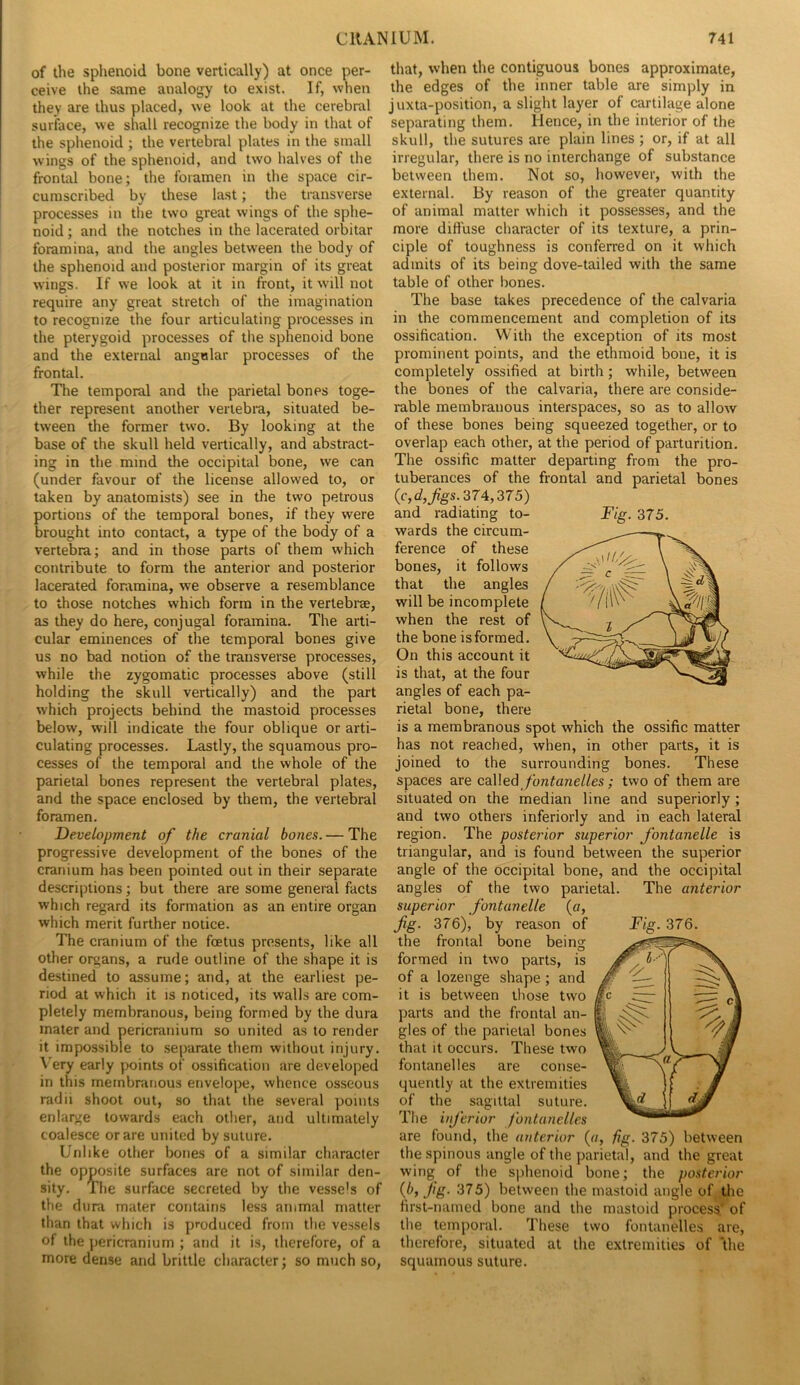 of the sphenoid bone vertically) at once per- ceive the same analogy to exist. If, when they are thus placed, we look at the cerebral surface, we shall recognize the body in that of the sphenoid ; the vertebral plates in the small wings of the sphenoid, and two halves of the frontal bone; the foramen in the space cir- cumscribed by these last; the transverse processes in the two great wings of the sphe- noid ; and the notches in the lacerated orbitar foramina, and the angles between the body of the sphenoid and posterior margin of its great wings. If we look at it in front, it will not require any great stretch of the imagination to recognize the four articulating processes in the pterygoid processes of the sphenoid bone and the external angular processes of the frontal. The temporal and the parietal bones toge- ther represent another vertebia, situated be- tween the former two. By looking at the base of the skull held vertically, and abstract- ing in the mind the occipital bone, we can (under favour of the license allowed to, or taken by anatomists) see in the two petrous portions of the temporal bones, if they were brought into contact, a type of the body of a vertebra; and in those parts of them which contribute to form the anterior and posterior lacerated foramina, we observe a resemblance to those notches which form in the vertebra, as they do here, conjugal foramina. The arti- cular eminences of the temporal bones give us no bad notion of the transverse processes, while the zygomatic processes above (still holding the skull vertically) and the part which projects behind the mastoid processes below, will indicate the four oblique or arti- culating processes. Lastly, the squamous pro- cesses of the temporal and the whole of the parietal bones represent the vertebral plates, and the space enclosed by them, the vertebral foramen. Development of the cranial bones. — The progressive development of the bones of the cranium has been pointed out in their separate descriptions; but there are some general facts which regard its formation as an entire organ which merit further notice. 7'he cranium of the foetus presents, like all other organs, a rude outline of the shape it is destined to assume; and, at the earliest pe- riod at which it is noticed, its walls are com- pletely membranous, being formed by the dura mater and pericranium so united as to render it impossible to separate them without injury. Very early points of ossification are developed in this membranous envelope, whence osseous radii shoot out, so that the several points enlarge towards each other, and ultimately coalesce or are united by suture. Unlike otlier bones of a similar character the opposite surfaces are not of similar den- sity. The surface secreted by the vessels of tlie dura mater contains less animal matter than that which is produced from the vessels of the pericranium ; and it is, therefore, of a more dense and brittle cliaracter; so much so, that, when the contiguous bones approximate, the edges of the inner table are simply in juxta-position, a slight layer of cartilage alone separating them. Hence, in the interior of the skull, the sutures are plain lines ; or, if at all irregular, there is no interchange of substance between them. Not so, however, with the external. By reason of the greater quantity of animal matter which it possesses, and the more diffuse character of its texture, a prin- ciple of toughness is conferred on it which admits of its being dove-tailed with the same table of other bones. The base takes precedence of the calvaria in the commencement and completion of its ossification. With the exception of its most prominent points, and the ethmoid bone, it is completely ossified at birth; while, between the bones of the calvaria, there are conside- rable membranous interspaces, so as to allow of these bones being squeezed together, or to overlap each other, at the period of parturition. The ossific matter departing from the pro- tuberances of the frontal and parietal bones (c,c^,/gs.374,375) and radiating to- wards the circum- ference of these bones, it follows that the angles will be incomplete when the rest of the bone isformed. On this account it is that, at the four angles of each pa- rietal bone, there is a membranous spot which the ossific matter has not reached, when, in other parts, it is joined to the surrounding bones. These spaces are cdWedi fontanelles; two of them are situated on the median line and superiorly ; and two others inferiorly and in each lateral region. The posterior superior fontanelle is triangular, and is found between the superior angle of the occipital bone, and the occipital angles of the two parietal. The anterior superior fontanelle {a, Jig. 376), by reason of Fig. 376. the frontal bone being formed in two parts, is of a lozenge shape ; and it is between those two parts and the frontal an- gles of the parietal bones that it occurs. These two fontanel les are conse- quently at the extremities of the sagittal suture. The inj'erior fontanelles are found, the anterior (a, fig. 375) between the spinous angle of the parietal, and the great wing of the sphenoid bone; the posterior {b, Jig. 375) between the mastoid angle of the first-named bone and the mastoid process' of the temporal. These two fontanelles are, therefore, situated at the extremities of ‘the squamous suture. Fig. 375.