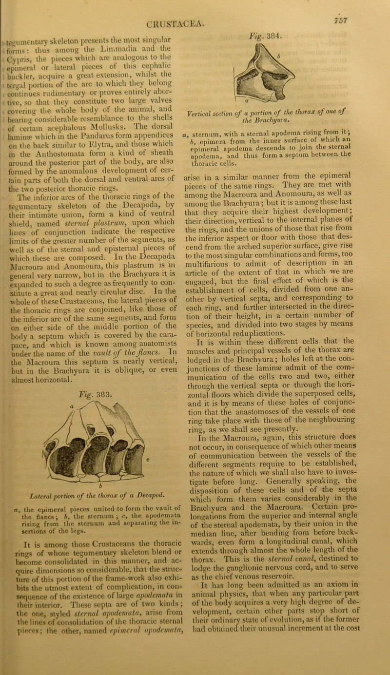 CUUS'l'ACKA. te'^iiinentary skeleton presents the most singular farms: thus among the Limmaclia and the Cvpris, the pieces which are analogous to tlie epiuieral or lateral pieces ot tins ceplialic buckler, acquire a great extension, whilst the tergal portion ot the arc to which they belong continues rudimentary or proves entirely abor- tive, so that they constitute two large valves covering the whole body of the animal, and bearing considerable resemblance to the shells of certain acephalous Mollusks. Ihe dorsal lamime which in the Pandarus form appendices on tlie back similar to Elytra, and those which in the Anthostomata form a kind of sheath around the posterior part of the body, are also formed by the anomalous development of cer- tain parts of both the dorsal and ventml arcs of the two posterior thoracic rings. The inferior arcs of the thoracic rings of the tegumentary skeleton of the Decapoda, by their intimate union, form a kind of ventral shield, named sternal plastruyn, upon which lines of conjunction indicate the respective limits of the greater number of the segments, as well as of the sternal and episternal pieces of which these are composed. In the Decapoda Macroura and Anomoura, this plastrum is in general very narrow, but in the Brachyura it is expanded to such a degree as frequently to con- stitute a great and nearly circular disc. In the whole of these Crustaceans, the lateral pieces of the thoracic rings are conjoined, like those of tlie inferior arc of the same segments, and form on either side of the middle portion of the body a septum which is covered by the cara- pace, and which is known among anatomists under the name of the vault oj the Jiancs. In the Macroura this septum is nearly vertical, but in the Brachyura it is oblique, or even almost horizontal. Fig. 383. b Lateral portion of the thorax of a Decapod. a, the epimeral pieces united to form the vault of the flancs; h, the sternum; c, the apodemata rising from the sternum and separating the in- sertions of the legs. It is among those Crustaceans the thoracic rings of whose tegumenUiry skeleton blend or become consolidated in this manner, and ac- quire dimensions so considerable, that the struc- ture of this portion of the frame-work also exhi- bits the utmost extent of complication, in con- sequence of the existence of large apodemata in their interior. These septa are of two kinds ; the one, styled sternal apodemata, arise from the lines of consolidation of the thoracic sternal pieces; the other, named f/;/wr/r;/ apodemata, Fig. 384. Vertical section of a portion of the thorax of one of the Brachyura. a, sternum, with a sternal apodema rising from it; b, epimera from the inner surface of which an epimeral apodema descends to join the sternal apodema, and thus form a septum between the thoracic cells. arise in a similar manner from the epimeral pieces of the same rings. They are met with among the Macroura and Anomoura, as well as among the Brachyura; but it is among these last that they acquire their highest development; their direction, vertical to the internal planes of the rings, and the unions of those that rise from the inferior aspect or floor with those that des- cend from the arched superior surface, give rise to the most singular combinations and forms, too multifarious to admit of description in an article of the extent of that in which we are engaged, but the final effect of which is the establishment of cells, divided from one an- other by vertical septa, and corresponding to each ring, and further intersected in the direc- tion of their height, in a certain number of species, and divided into two stages by means of horizontal reduplications. It is within these different cells that the muscles and principal vessels of the thorax are lodged in the Brachyura; holes left at the con- junctions of these laminee admit of the com- munication of the cells two and two, either through the vertical septa or through the hori- zontal floors which divide the superposed cells, and it is by means of these holes of conjunc- tion that the anastomoses of the vessels of one ring take place with those of the neighbouring ring, as we shall see presently. In the Macroura, again, this structure does not occur, in consequence of which other means of communication between the vessels of the different segments require to be established, the nature of which we shall also have to inves- tigate before long. Generally speaking, the disposition of these cells and of the septa which form them varies considerably in the Brachyura and the Macroura. Certain pro- longations from the superior and internal angle of the sternal apodemata, by their union in the median line, after bending from before back- wards, even form a longitudinal canal, which extends through almost the whole length of the thorax. This is the sternal canal, destined to lodge the ganglionic nervous cord, and to serve as the chief venous reservoir. It has long been admitted as an axiom in animal ])hysics, that when any particular part of the body acquires a very high degree of de- velopment, certain other parts stop short of their ordinary state of evolution, as if the former had obtained their unusual increment at the cost