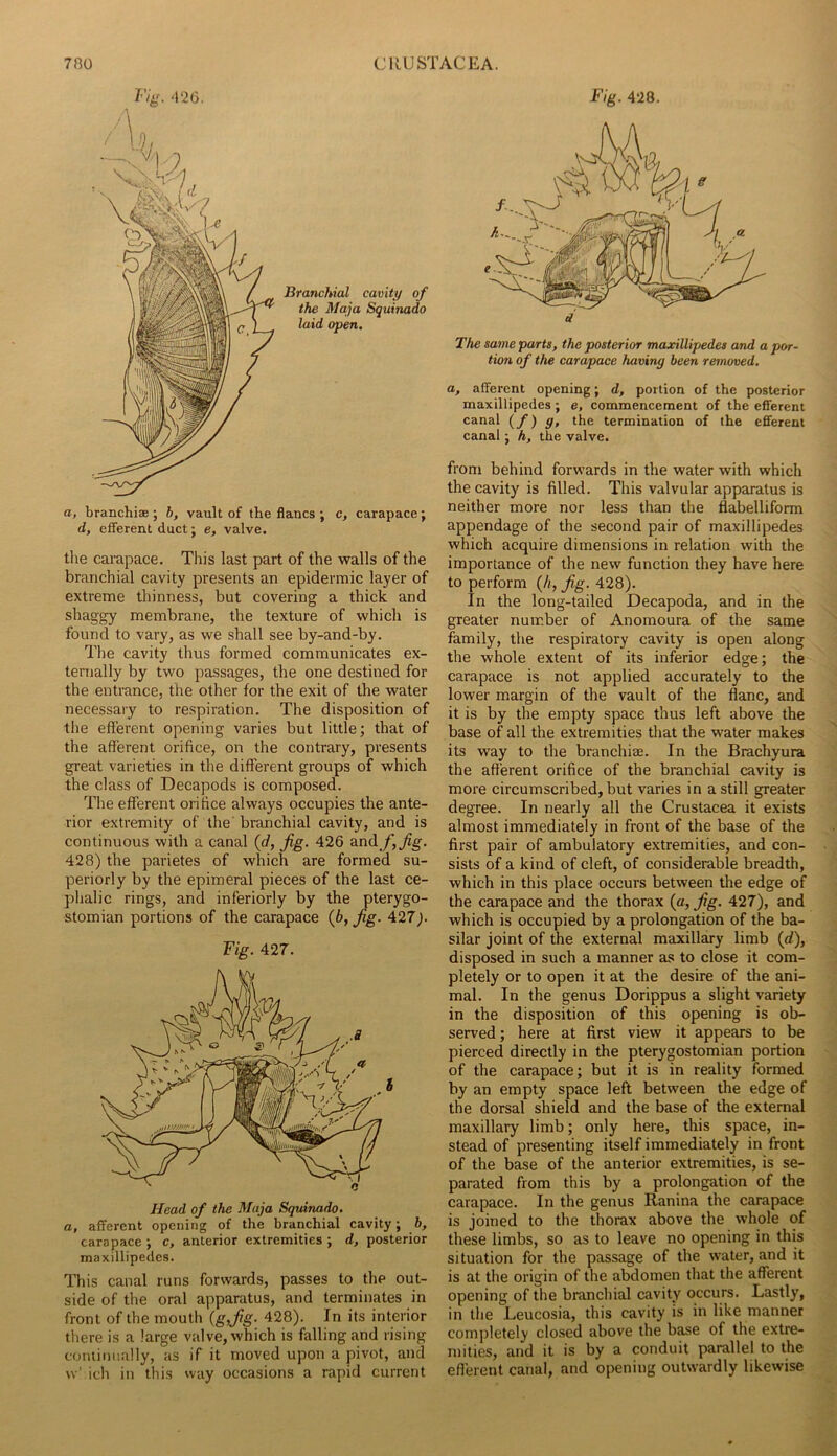 /'V4^ ‘\26. Branchial cavity of the Ma,ja Squinado laid open. a, branchiae ; b, vault of the flancs ; c, carapace j d, efferent duct; e, valve. the carapace. This last part of the walls of the branchial cavity presents an epidermic layer of extreme thinness, but covering a thick and shaggy membrane, the texture of which is found to vary, as we shall see by-and-by. The cavity thus formed communicates ex- ternally by two passages, the one destined for the entrance, the other for the exit of the water necessary to respiration. The disposition of the efferent opening varies but little; that of the afferent orifice, on the contrary, presents great varieties in the different groups of which the class of Decapods is composed. The efferent orifice always occupies the ante- rior extremity of the' branchial cavity, and is continuous with a canal {d, jig. 426 and /’,^g. 428) the parietes of which are formed su- periorly by the epimeral pieces of the last ce- phalic rings, and inferiorly by the pterygo- stomian portions of the carapace (6, fig. 427). Fig. 427. t Head of the Maja Squinado. a, afferent opening of the branchial cavity; b, carapace; c, anterior extremities ; d, posterior maxillipedes. This canal runs forwards, passes to the out- side of the oral apparatus, and terminates in front of the mouth (g,fig- 428). In its interior there is a large valve, which is falling and rising coniimially, as if it moved upon a pivot, and \v' ich in this way occasions a rapid current Fig. 428. The same parts, the posterior maxillipedes and a por- tion of the carapace having been removed. a, afferent opening; d, portion of the posterior maxillipedes; e, commencement of the efferent canal (f)g, the termination of the efferent canal; h, the valve. from behind forwards in the water with which the cavity is filled. This valvular apparatus is neither more nor less than the flabelliform appendage of the second pair of maxillipedes which acquire dimensions in relation with the importance of the new function they have here to perform (//, Jig. 428). In the long-tailed Decapoda, and in the greater number of Anomoura of the same ^ family, the respiratory cavity is open along ^ the whole extent of its inferior edge; the carapace is not applied accurately to the lower margin of the vault of the flanc, and it is by the empty space thus left above the base of all the extremities that the water makes its way to the branchiae. In the Brachyura the afferent orifice of the branchial cavity is more circumscribed, but varies in a still greater degree. In nearly all the Crustacea it exists almost immediately in front of the base of the first pair of ambulatory extremities, and con- sists of a kind of cleft, of considerable breadth, which in this place occurs between the edge of the carapace and the thorax {a, Jig. 427), and which is occupied by a prolongation of the ba- silar joint of the external maxillary limb (rf), disposed in such a manner as to close it com- pletely or to open it at the desire of the ani- mal. In the genus Dorippus a slight variety in the disposition of this opening is ob- served ; here at first view it appears to be pierced directly in the pterygostomian portion of the carapace; but it is in reality formed ^ by an empty space left between the edge of the dorsal shield and the base of the external ^ maxillary limb; only here, this space, in- « stead of presenting itself immediately in front ; of the base of the anterior extremities, is se- parated from this by a prolongation of the carapace. In the genus Ranina the carapace is joined to the thorax above the whole of these limbs, so as to leave no opening in this ^ situation for the passage of the water, and it ■> is at the origin of the abdomen that the afferent opening of the branchial cavity occurs. Lastly, in the Leucosia, this cavity is in like manner completely closed above the base of the extre- mities, and it is by a conduit parallel to the efierent canal, and opening outwardly likewise