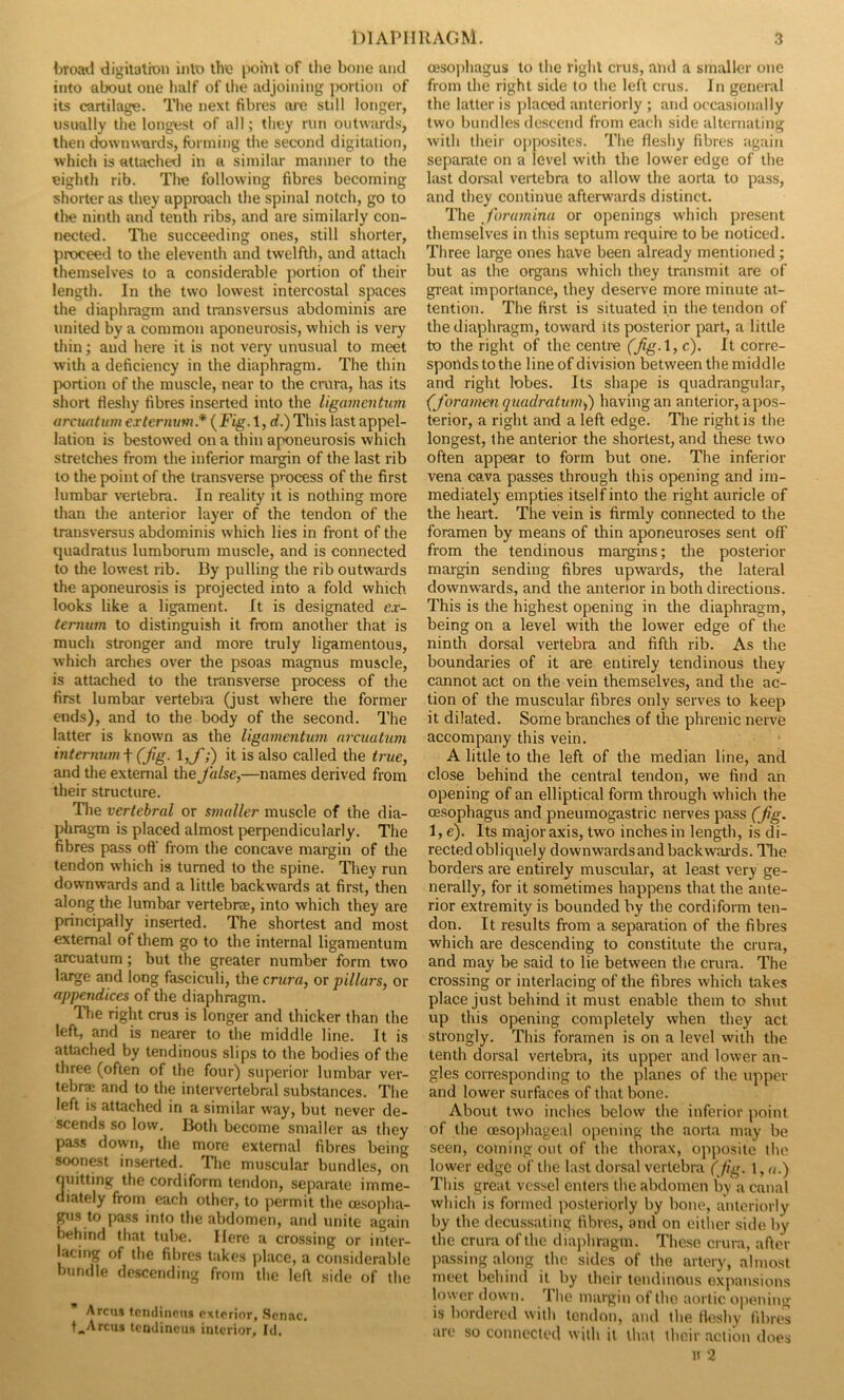 broad digitatron into the point of the bone and into about one half of the adjoining portion of its cartilage. The next fibres are still longer, usually the longest of all; they run outwards, then downwards, forming the second digitation, which is attached in a similar manner to the eighth rib. The following fibres becoming shorter as they approach the spinal notch, go to the ninth and tenth ribs, and are similarly con- nected. The succeeding ones, still shorter, proceed to the eleventh and twelfth, and attach themselves to a considerable portion of their length. In the two lowest intercostal spaces the diaphragm and transversus abdominis are united by a common aponeurosis, which is very thin; and here it is not very unusual to meet with a deficiency in the diaphragm. The thin portion of the muscle, near to the crura, has its short fleshy fibres inserted into the ligamentum arcuat uni externum* {Fig. 1, d.) This last appel- lation is bestowed on a thin aponeurosis which stretches from the inferior margin of the last rib to the point of the transverse process of the first lumbar vertebra. In reality it is nothing more than the anterior layer of the tendon of the transversus abdominis which lies in front of the quadratus lumborum muscle, and is connected to the lowest rib. By pulling the rib outwards the aponeurosis is projected into a fold which looks like a ligament. It is designated ex- ternum to distinguish it from another that is much stronger and more truly ligamentous, which arches over the psoas magnus muscle, is attached to the transverse process of the first lumbar vertebia (just where the former ends), and to the body of the second. The latter is known as the ligamentum nrcuatum internum f (Jig. 1 ,f;) it is also called the true, and the external the false,—names derived from their structure. The vertebral or smaller muscle of the dia- phragm is placed almost perpendicularly. The fibres pass oft' from the concave margin of the tendon which is turned to the spine. They run downwards and a little backwards at first, then along the lumbar vertebrae, into which they are principally inserted. The shortest and most external of them go to the internal ligamentum arcuatum; but the greater number form two large and long fasciculi, the crura, or pillars, or appendices of the diaphragm. The right crus is longer and thicker than the left, and is nearer to the middle line. It is attached by tendinous slips to the bodies of the three (often of the four) superior lumbar ver- tebrae and to the intervertebral substances. The left is attached in a similar way, but never de- scends so low. Both become smaller as they pass down, the more external fibres being soonest inserted. The muscular bundles, on quitting the cordiform tendon, separate imme- diately from each other, to permit the oesopha- gus to pass into the abdomen, and unite again behind that tube. Here a crossing or inter- lacing of the fibres takes place, a considerable bundle descending from the left side of the ’ Arcus tendincii8 exterior, Scnac. t„Arcus tendinous interior, Id. oesophagus to the right crus, and a smaller one from the right side to the left crus. In general the latter is placed anteriorly ; and occasionally two bundles descend from each side alternating with their opposites. The fleshy fibres again separate on a level with the lower edge of the last dorsal vertebra to allow the aorta to pass, and they continue afterwards distinct. The foramina or openings which present themselves in this septum require to be noticed. Three large ones have been already mentioned; but as the organs which they transmit are of great importance, they deserve more minute at- tention. The first is situated in the tendon of the diaphragm, toward its posterior part, a little to the right of the centre (fig.\, c). It corre- sponds to the line of division between the middle and right lobes. Its shape is quadrangular, (foramen quadratunh,') having an anterior, a pos- terior, a right and a left edge. The right is the longest, the anterior the shortest, and these two often appear to form but one. The inferior vena cava passes through this opening and im- mediately empties itself into the right auricle of the heart. The vein is firmly connected to the foramen by means of thin aponeuroses sent off from the tendinous margins; the posterior margin sending fibres upwards, the lateral downwards, and the anterior in both directions. This is the highest opening in the diaphragm, being on a level with the lower edge of the ninth dorsal vertebra and fifth rib. As the boundaries of it are entirely tendinous they cannot act on the vein themselves, and the ac- tion of the muscular fibres only serves to keep it dilated. Some branches of the phrenic nerve accompany this vein. A little to the left of the median line, and close behind the central tendon, we find an opening of an elliptical form through which the oesophagus and pneumogastric nerves pass (fig. 1, e). Its major axis, two inches in length, is di- rected obliquely downwards and backwards. The borders are entirely muscular, at least very ge- nerally, for it sometimes happens that the ante- rior extremity is bounded by the cordiform ten- don. It results from a separation of the fibres which are descending to constitute the crura, and may be said to lie between the crura. The crossing or interlacing of the fibres which takes place just behind it must enable them to shut up this opening completely when they act strongly. This foramen is on a level with the tenth dorsal vertebra, its upper and lower an- gles corresponding to the planes of the upper and lower surfaces of that bone. About two inches below the inferior point of the oesophageal opening the aorta may be seen, coining out of the thorax, opposite the lower edge of the last dorsal vertebra (fig. 1,«.) This great vessel enters the abdomen by a canal which is formed posteriorly by bone, anteriorly by the decussating fibres, and on either side by the crura of the diaphragm. These crura, after passing along the sides of the artery, almost meet behind it by their tendinous expansions lower down. The margin of the aortic opening is bordered with tendon, and the fleshy fibres are so connected with it that their action does n 2