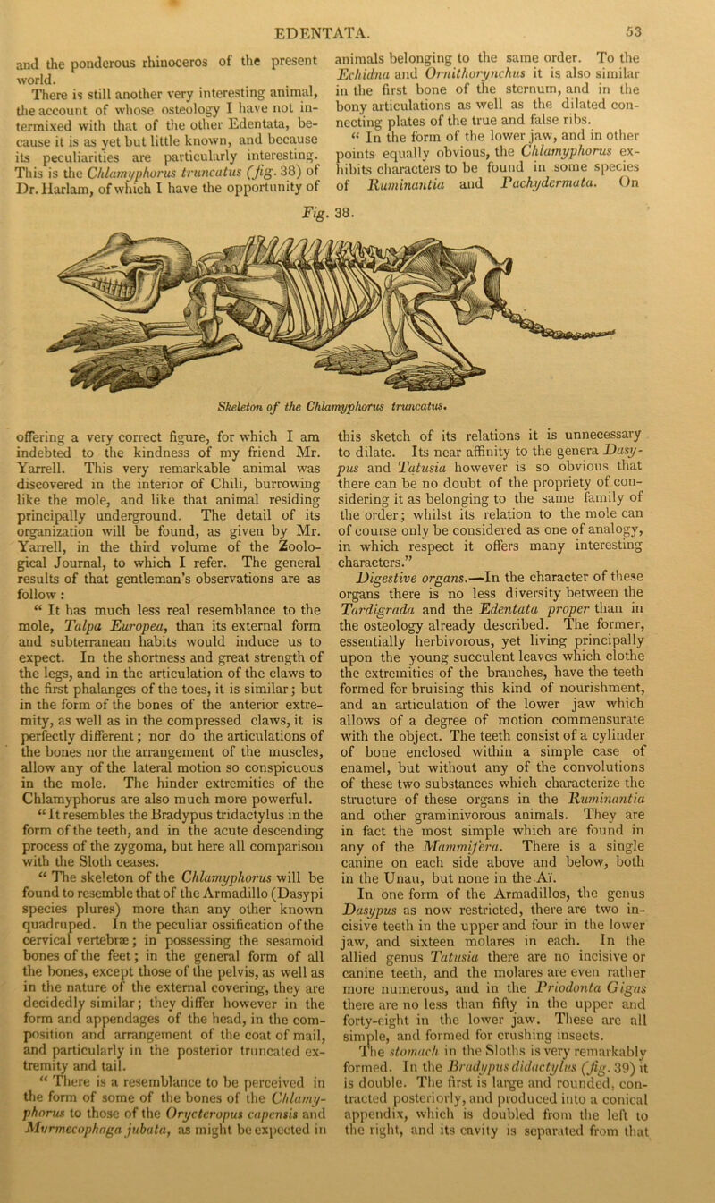 and the ponderous rhinoceros of the present world. There is still another very interesting animal, the account of whose osteology I have not in- termixed with that of the other Edentata, be- cause it is as yet but little known, and because its peculiarities are particularly interesting. This is the Chlamyphorus truncatus (jig- 38) of Dr. Ilarlam, of which I have the opportunity of animals belonging to the same order. To the Echidna and Ornithorynchus it is also similar in the first bone of the sternum, and in the bony articulations as well as the dilated con- necting plates of the true and false ribs. “ In the form of the lower jaw, and in other points equally obvious, the Chlamyphorus ex- hibits characters to be found in some species of Ruminantia and Pachydermata. On Fig. 38. Skeleton of the Chlamyphorus truncatus. offering a very correct figure, for which I am indebted to the kindness of my friend Mr. Yarrell. This very remarkable animal was discovered in the interior of Chili, burrowing like the mole, and like that animal residing principally underground. The detail of its organization will be found, as given by Mr. Yarrell, in the third volume of the Zoolo- gical Journal, to which I refer. The general results of that gentleman’s observations are as follow : “ It has much less real resemblance to the mole, Talpa Europea, than its external form and subterranean habits would induce us to expect. In the shortness and great strength of the legs, and in the articulation of the claws to the first phalanges of the toes, it is similar; but in the form of the bones of the anterior extre- mity, as well as in the compressed claws, it is perfectly different; nor do the articulations of the bones nor the arrangement of the muscles, allow any of the lateral motion so conspicuous in the mole. The hinder extremities of the Chlamyphorus are also much more powerful. “ It resembles the Bradypus tridactylus in the form of the teeth, and in the acute descending process of the zygoma, but here all comparison with the Sloth ceases. “ The skeleton of the Chlamyphorus will be found to resemble that of the Armadillo (Dasypi species plures) more than any other known quadruped. In the peculiar ossification of the cervical vertebrae; in possessing the sesamoid bones of the feet; in the general form of all the bones, except those of the pelvis, as well as in the nature of the external covering, they are decidedly similar; they differ however in the form and appendages of the head, in the com- position and arrangement of the coat of mail, and particularly in the posterior truncated ex- tremity and tail. “ There is a resemblance to be perceived in the form of some of the bones of the Chlamy- phorus to those of the Oryctcropus capensis and Mvrmecophnga jubata, as might be expected in this sketch of its relations it is unnecessary to dilate. Its near affinity to the genera Dasy- pus and Tatusia however is so obvious that there can be no doubt of the propriety of con- sidering it as belonging to the same family of the order; whilst its relation to the mole can of course only be considered as one of analogy, in which respect it offers many interesting characters.” Digestive organs.—In the character of these organs there is no less diversity between the Tardigrada and the Edentata proper than in the osteology already described. The former, essentially herbivorous, yet living principally upon the young succulent leaves which clothe the extremities of the branches, have the teeth formed for bruising this kind of nourishment, and an articulation of the lower jaw which allows of a degree of motion commensurate with the object. The teeth consist of a cylinder of bone enclosed within a simple case of enamel, but without any of the convolutions of these two substances which characterize the structure of these organs in the Ruminantia and other graminivorous animals. They are in fact the most simple which are found in any of the MammiJ'era. There is a single canine on each side above and below, both in the Unau, but none in the Ai. In one form of the Armadillos, the genus Dasypus as now restricted, there are two in- cisive teeth in the upper and four in the lower jaw, and sixteen molares in each. In the allied genus Tatusia there are no incisive or canine teeth, and the molares are even rather more numerous, and in the Priodonta Gigas there are no less than fifty in the upper and forty-eight in the lower jaw. These are all simple, and formed for crushing insects. The stomach in the Sloths is very remarkably formed. In the Bradypusdidactylus (Jig. 39) it is double. The first is large and rounded, con- tracted posteriorly, and produced into a conical appendix, which is doubled from the left to the right, and its cavity is separated from that