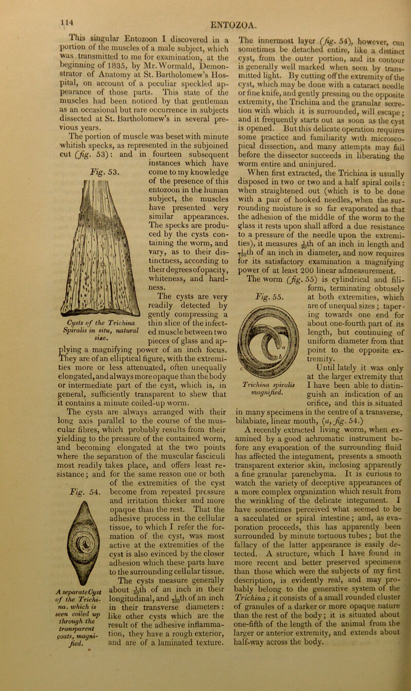 This singular Entozoon I discovered in a portion of the muscles of a male subject, which was transmitted to me for examination, at the beginning of 1835, by Mr.Wormald, Demon- strator of Anatomy at St. Bartholomew’s Hos- pital, on account of a peculiar speckled ap- pearance of those parts. This state of the muscles had been noticed by that gentleman as an occasional but rare occurrence in subjects dissected at St. Bartholomew’s in several pre- vious years. The portion of muscle was beset with minute whitish specks, as represented in the subjoined cut (Jig. 53): and in fourteen subsequent Fig. 53. Cysts of the Trichina Spiralis in situ, natural sine. instances which have come to my knowledge of the presence of this entozoon in the human subject, the muscles have presented very similar appearances. The specks are produ- ced by the cysts con- taining the worm, and vary, as to their dis- tinctness, according to their degrees of opacity, whiteness, and hard- ness. The cysts are very readily detected by gently compressing a thin slice of the infect- ed muscle between two pieces of glass and ap- plying a magnifying power of an inch focus. They are of an elliptical figure, with the extremi- ties more or less attenuated, often unequally elongated, and always more opaque than the body or intermediate part of the cyst, which is, in general, sufficiently transparent to shew that it contains a minute coiled-up worm. The cysts are always arranged with their long axis parallel to the course of the mus- cular fibres, which probably results from their yielding to the pressure of the contained worm, and becoming elongated at the two points where the separation of the muscular fasciculi most readily takes place, and offers least re- sistance ; and for the same reason one or both of the extremities of the cyst become from repeated pressure and irritation thicker and more opaque than the rest. That the adhesive process in the cellular tissue, to which I refer the for- mation of the cyst, was most active at the extremities of the cyst is also evinced by the closer adhesion which these parts have to the surrounding cellular tissue. The cysts measure generally Fig. 54. A separateCyst of the Trichi- na. which is seen coiled up through the transparent coats, magni- fied. about s'glh of an inch in their longitudinal, and yjgth of an inch in their transverse diameters: like other cysts which are the result of the adhesive inflamma- tion, they have a rough exterior, and are of a laminated texture. The innermost layer (Jig. 54), however, can sometimes be detached entire, like a distinct cyst, from the outer portion, and its contour is generally well marked when seen by trans- mitted light. By cutting off the extremity of die cyst, which may be done with a cataract needle or fine knife, and gently pressing on the opposite extremity, the Trichina and the granular secre- tion with which it is surrounded, will escape ; and it frequently starts out as soon as the cyst is opened. But this delicate operation requires some practice and familiarity with microsco- pical dissection, and many attempts may fail before the dissector succeeds in liberating the worm entire and uninjured. When first extracted, the Trichina is usually disposed in two or two and a half spiral coils : when straightened out (which is to be done with a pair of hooked needles, when the sur- rounding moisture is so far evaporated as that the adhesion of the middle of the worm to the glass it rests upon shall afford a due resistance to a pressure of the needle upon the extremi- ties), it measures gLth of an inch in length and ■reoth of an inch in diameter, and now requires for its satisfactory examination a magnifying power of at least 200 linear admeasurement. The worm (fig. 55) is cylindrical and fili- form, terminating obtusely at both extremities, which are of unequal sizes; taper- ing towards one end for about one-fourth part of its length, but continuing of uniform diameter from that point to the opposite ex- tremity. Until lately it was only at the larger extremity that I have been able to distin- guish an indication of an orifice, and this is situated in many specimens in the centre of a transverse, bilabiate, linear mouth, {a, Jig. 54.) A recently extracted living worm, when ex- amined by a good achromatic instrument be- fore any evaporation of the surrounding fluid has affected the integument, presents a smooth transparent exterior skin, inclosing apparently a fine granular parenchyma. It is curious to watch the variety of deceptive appearances of a more complex organization which result from the wrinkling of the delicate integument. I have sometimes perceived what seemed to be a sacculated or spiral intestine; and, as eva- poration proceeds, this has apparently been surrounded by minute tortuous tubes; but the fallacy of the latter appearance is easily de- tected. A structure, which I have found in more recent and better preserved specimens than those which were the subjects of my first description, is evidently real, and may pro- bably belong to the generative system of the Trichina; it consists of a small rounded cluster of granules of a darker or more opaque nature than the rest of the body; it is situated about one-fifth of the length of the animal from the larger or anterior extremity, and extends about half-way across the body. Fig. 55. Trichina spiralis magnified.