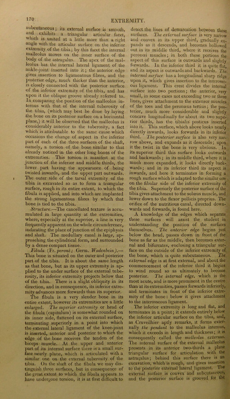 subcutaneous; its external surface is smooth, and exhibits a triangular articular facet, which is united at a little more than a right angle with the articular surface on the inferior extremity of the tibia; by this facet the internal malleolus moves on the inner surface of the body of the astragalus. The apex of the mal- leolus has the internal lateral ligament of the ankle-joint inserted into it; the anterior edge gives insertion to ligamentous fibres, and the posterior edge, much thicker than the anterior, is closely connected with the posterior surface of the inferior extremity of the tibia, and has upon it the oblique groove already referred to. In comparing the position of the malleolus in- terims with that of the internal tuberosity of the tibia, (which may best be done by laying the bone on its posterior surface on a horizontal plane,) it will be observed that the malleolus is considerably anterior to the tuberosity, a fact which is attributable to the same cause which occasions the change of aspect in the inferior part of each of the three surfaces of the shaft, namely, a torsion of the bone similar to that already noticed in the other long bones of the extremities. This torsion is manifest at the junction of the inferior and middle thirds, the lower part having the appearance of being twisted inwards, and the upper part outwards. The outer side of the tarsal extremity of the tibia is excavated so as to form a triangular surface, rough in its entire extent, to which the fibula is applied, and into which are implanted the strong ligamentous fibres by which that bone is tied to the tibia. Structure.—The cancellated texture is accu- mulated in large quantity at the extremities, where, especially at the superior, a line is very frequently apparent on the whole circumference, indicating the place of junction of the epiphysis and shaft. The medullary canal is large, ap- proaching the cylindrical form, and surrounded by a dense compact tissue. Fibula (Fr. perone,; Germ. Wadenbein).— This bone is situated on the outer and posterior part of the tibia. It is about the same length as that bone, but as its upper extremity is ap- plied to the under surface of the external tube- rosity, its inferior extremity projects below that of the tibia. There is a slight obliquity in its direction, and in consequence, its inferior extre- mity advances more forwards than its superior. The fibula is a very slender bone in its entire extent, however its extremities are a little enlarged. The superior extremity or head of the fibula (capitulum) is somewhat rounded on its inner side, flattened on its external surface, terminating superiorly in a point into which the external lateral ligament of the knee-joint is inserted, anterior and posterior to which the edge of the bone receives the tendon of the biceps muscle. At the upper and anterior part of its internal surface there is a small sur- face nearly plane, which is articulated with a similar one on the external tuberosity of the tibia. On the shaft of the fibula we may dis- tinguish three surfaces, but in consequence of the great extent to which the fibula appears to have undergone torsion, it is at first difficult to detect the lines of demarcation between these surfaces. The external surface is very narrow and convex in its upper third, gradually ex- pands as it descends, and becomes hollowed out in its middle third, where it receives the peronoei muscles; in both these portions the aspect of this surface is outwards and slightly forwards. In the inferior third it is quite flat and its aspect is outwards and backwards. The. internal surface has a longitudinal sharp ridge upon it, which gives insertion to the interosse- ous ligament. This crest divides the internal surface into two portions; the anterior, very small, in some cases not exceeding two or three lines, gives attachment to the extensor muscles of the toes and the peronaeus tertius; the pos- terior, much more considerable and slightly concave longitudinally for about its two supe- rior thirds, has the tibialis posticus inserted into it. This surface, which above looks nearly directly inwards, looks forwards in its inferior third. The posterior surface is also very nar- row above, and expands as it descends; upon it the twist in the bone is very obvious. In its superior third this surface looks outwards and backwards ; in its middle third, where it is much more expanded, it looks directly back- wards ; and in its inferior third its aspect is inwards, and here it terminates in forming a rough surface which is adapted to the similar one on the fibular side of the inferior extremity of the tibia. Superiorly the posterior surface of the tibia gives attachment to the solceus muscle, and lower down to the flexor pollicis proprius. The orifice of the nutritious canal, directed down- wards and forwards, is found here. A knowledge of the edges which separate these surfaces will assist the student in understanding the position of the surfaces themselves. The anterior edge begins just below the head, passes down in front of the bone as far as the middle, then becomes exter- nal and bifurcates, enclosing a triangular sur- face on the outside of the inferior extremity of the bone, which is quite subcutaneous. The external edge is at first external, and about the commencement of the inferior third it begins to wind round so as ultimately to become posterior. The internal edge, which is the most acute, and is more prominent in the centre than at its extremities, passes forwards inferiorly, and terminates in front of the inferior extre- mity of the bone: below it gives attachment to the interosseous ligament. The inferior extremity is long and flat, and terminates in a point; it extends entirely below the inferior articular surface on the tibia, and, as Cruveilhier aptly remarks, it forms exter- nally the pendant to the malleolus internus, which it exceeds in length and thickness; it is consequently called the malleolus externus. The internal surface of the external malleolus presents in its anterior two-thirds a plane triangular surface for articulation with the astragalus; behind this surface there is an excavation, which is rough, and gives insertion to the posterior external lateral ligament. I he external surface is convex and subcutaneous, and the posterior surface is grooved for the
