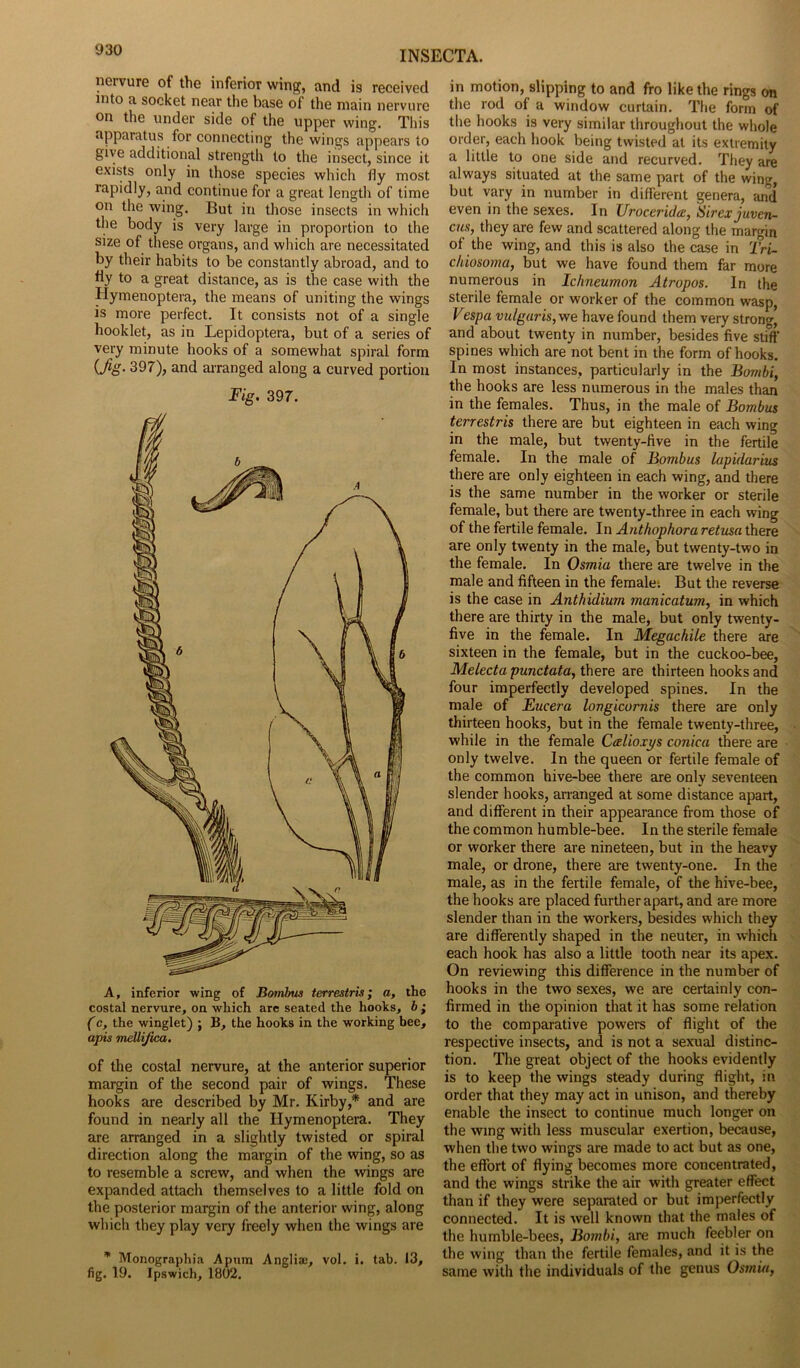 nervure of the inferior wing, and is received into a socket near the base of the main nervure on the under side of the upper wing. This apparatus for connecting the wings appears to give additional strength to the insect, since it exists only in those species which fly most rapidly, and continue for a great length of time on the wing. But in those insects in which the body is very large in proportion to the size of these organs, and which are necessitated by their habits to be constantly abroad, and to fly to a great distance, as is the case with the Hymenoptera, the means of uniting the wings is more perfect. It consists not of a single hooklet, as in Lepidoptera, but of a series of very minute hooks of a somewhat spiral form {fig- 397), and arranged along a curved portion Fig. 397. (c, the winglet) ; B, the hooks in the working bee, apis mellijica. of the costal nervure, at the anterior superior margin of the second pair of wings. These hooks are described by Mr. Kirby,* and are found in nearly all the Hymenoptera. They are arranged in a slightly twisted or spiral direction along the margin of the wing, so as to resemble a screw, and when the wings are expanded attach themselves to a little fold on the posterior margin of the anterior wing, along which they play very freely when the wings are * Monographia Apum Angliae, vol. i. tab. 13, fig. 19. Ipswich, 1802. in motion, slipping to and fro like the rings on the rod of a window curtain. The form of the hooks is very similar throughout the whole order, each hook being twisted at its extremity a little to one side and recurved. They are always situated at the same part of the wing, but vary in number in different genera, and even in the sexes. In Uroceridce, Sirex juven- cus, they are few and scattered along the margin of the wing, and this is also the case in Tri- chiosoma, but we have found them far more numerous in Ichneumon Atropos. In the sterile female or worker of the common wasp, Vespa vulgaris, we have found them very strong, and about twenty in number, besides five stiff spines which are not bent in the form of hooks. In most instances, particularly in the Bombi, the hooks are less numerous in the males than in the females. Thus, in the male of Bombus terrestris there are but eighteen in each wing in the male, but twenty-five in the fertile female. In the male of Bombus lupidarius there are only eighteen in each wing, and there is the same number in the worker or sterile female, but there are twenty-three in each wing of the fertile female. In Anthophora retusa there are only twenty in the male, but twenty-two in the female. In Osmia there are twelve in the male and fifteen in the female; But the reverse is the case in Anthidium manicatum, in which there are thirty in the male, but only twenty- five in the female. In Megachile there are sixteen in the female, but in the cuckoo-bee, Melecta punctata, there are thirteen hooks and four imperfectly developed spines. In the male of Eucera lovgicornis there are only thirteen hooks, but in the female twenty-three, while in the female Calioxys conica there are only twelve. In the queen or fertile female of the common hive-bee there are only seventeen slender hooks, arranged at some distance apart, and different in their appearance from those of the common humble-bee. In the sterile female or worker there are nineteen, but in the heavy male, or drone, there are twenty-one. In the male, as in the fertile female, of the hive-bee, the hooks are placed further apart, and are more slender than in the workers, besides which they are differently shaped in the neuter, in which each hook has also a little tooth near its apex. On reviewing this difference in the number of hooks in the two sexes, we are certainly con- firmed in the opinion that it has some relation to the comparative powers of flight of the respective insects, and is not a sexual distinc- tion. The great object of the hooks evidently is to keep the wings steady during flight, in order that they may act in unison, and thereby enable the insect to continue much longer on the wing with less muscular exertion, because, when the two wings are made to act but as one, the effort of flying becomes more concentrated, and the wings strike the air with greater effect than if they were separated or but imperfectly connected. It is well known that the males of the humble-bees, Bombi, are much feebler on the wing than the fertile females, and it is the same with the individuals of the genus Osmia,