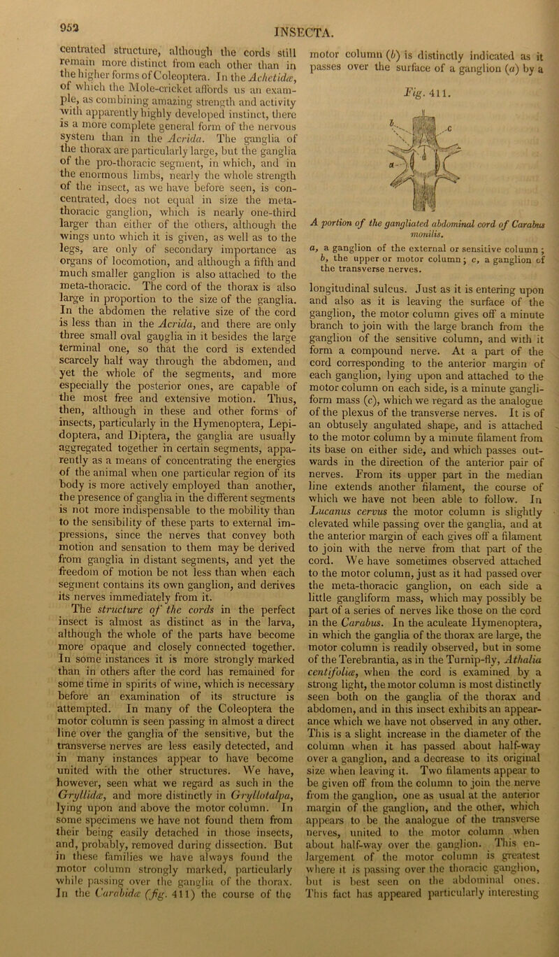 centrated structure, although the cords still remain more distinct from each other than in the higher forms ofColeoptera. In the Aclietida, of which the Mole-cricket affords us an exam- ple, as combining amazing strength and activity with apparently highly developed instinct, there is a more complete general form of the nervous system than in the Acrida. The ganglia of the thorax are particularly large, but the ganglia of the pro-thoracic segment, in which, and in the enormous limbs, nearly the whole strength of the insect, as we have before seen, is con- centrated, does not equal in size the meta- thoracic ganglion, which is nearly one-third larger than either of the others, although the wings unto which it is given, as well as to the legs, are only of secondary importance as organs of locomotion, and although a fifth and much smaller ganglion is also attached to the meta-thoracic. The cord of the thorax is also large in proportion to the size of the ganglia. In the abdomen the relative size of the cord is less than in the Acrida, and there are only three small oval ganglia in it besides the large terminal one, so that the cord is extended scarcely half way through the abdomen, and yet the whole of the segments, and more especially the posterior ones, are capable of the most free and extensive motion. Thus, then, although in these and other forms of insects, particularly in the Hymenoptera, Lepi- doptera, and Diptera, the ganglia are usually aggregated together in certain segments, appa- rently as a means of concentrating the energies of the animal when one particular region of its body is more actively employed than another, the presence of ganglia in the different segments is not more indispensable to the mobility than to the sensibility of these parts to external im- pressions, since the nerves that convey both motion and sensation to them may be derived from ganglia in distant segments, and yet the freedom of motion be not less than when each segment contains its own ganglion, and derives its nerves immediately from it. The structure of the cords in the perfect insect is almost as distinct as in the larva, although the whole of the parts have become more opaque and closely connected together. In some instances it is more strongly marked than in others after the cord has remained for some time in spirits of wine, which is necessary before an examination of its structure is attempted. In many of the Coleoptera the motor column is seen passing in almost a direct line over the ganglia of the sensitive, but the transverse nerves are less easily detected, and in many instances appear to have become united with the other structures. We have, however, seen what we regard as such in the Gryltidcc, and more distinctly in Gryllotalpa, lying upon and above the motor column. In some specimens we have not found them from their being easily detached in those insects, and, probably, removed during dissection. But in these families we have always found the motor column strongly marked, particularly while passing over the ganglia of the thorax. In the Curabidec (Jig. 411) the course of the motor column (5) is distinctly indicated as it passes over the surface of a ganglion (a) by a Fig. 411. A portion of the yancjliated abdominal cord of Carabtu monilis. a, a ganglion of the external or sensitive column ; b, the upper or motor column; c, a ganglion of the transverse nerves. longitudinal sulcus. Just as it is entering upon and also as it is leaving the surface of the ganglion, the motor column gives off a minute branch to join with the large branch from the ganglion of the sensitive column, and with it form a compound nerve. At a part of the cord corresponding to the anterior margin of each ganglion, lying upon and attached to the motor column on each side, is a minute gangli- form mass (c), which we regard as the analogue of the plexus of the transverse nerves. It is of an obtusely angulated shape, and is attached to the motor column by a minute filament from its base on either side, and which passes out- wards in the direction of the anterior pair of nerves. From its upper part in the median line extends another filament, the course of which we have not been able to follow. In Lucanus cervus the motor column is slightly elevated while passing over the ganglia, and at the anterior margin of each gives off a filament to join with the nerve from that part of the cord. We have sometimes observed attached to the motor column, just as it had passed over the meta-thoracic ganglion, on each side a little gangliform mass, which may possibly be part of a series of nerves like those on the cord in the Carabus. In the aculeate Hymenoptera, in which the ganglia of the thorax are large, the motor column is readily observed, but in some of the Terebrantia, as in the Turnip-fly, Athalia centifolia, when the cord is examined by a strong light, the motor column is most distinctly seen both on the ganglia of the thorax and abdomen, and in this insect exhibits an appear- ance which we have not observed in any other. This is a slight increase in the diameter of the column when it has passed about half-way over a ganglion, and a decrease to its original size when leaving it. Two filaments appear to be given off from the column to join the nerve from the ganglion, one as usual at the anterior margin of the ganglion, and the other, which appears to be the analogue of the transverse nerves, united to the motor column when about half-way over the ganglion. This en- largement of the motor column is greatest where it is passing over the thoracic ganglion, but is best seen on the abdominal ones. This fact has appeared particularly interesting