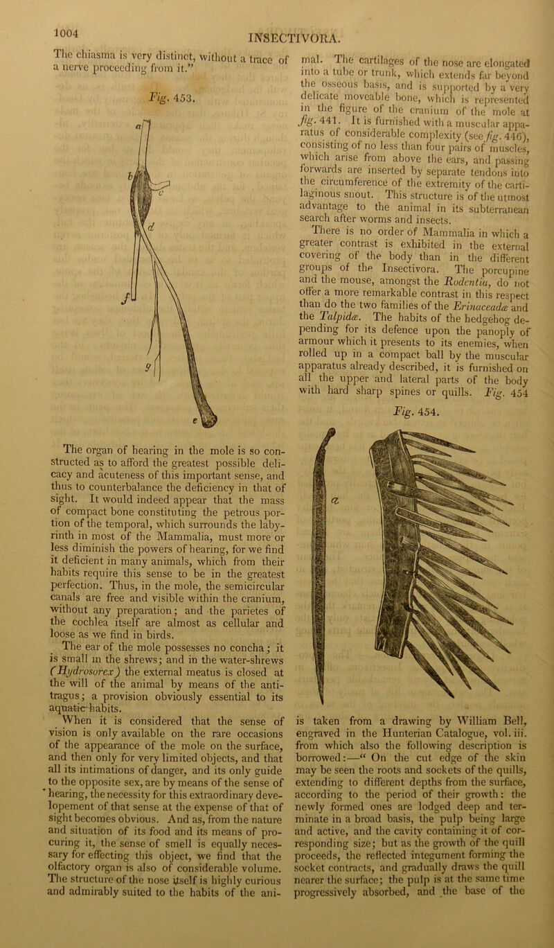 INSECTIVOIIA. The chiasma is very distinct, without a trace of a nerve proceeding- from it.’; Fig, 453. The organ of hearing in the mole is so con- structed as to afford the greatest possible deli- cacy and acuteness of this important sense, and thus to counterbalance the deficiency in that of sight. It would indeed appear that the mass of compact bone constituting the petrous por- tion of the temporal, which surrounds the laby- rinth in most of the Mammalia, must more or less diminish the powers of hearing, for we find it deficient in many animals, which from their habits require this sense to be in the greatest perfection. Thus, in the mole, the semicircular canals are free and visible within the cranium, without any preparation; and the parietes of the cochlea itself are almost as cellular and loose as we find in birds. The ear of the mole possesses no concha; it is small in the shrews; and in the water-shrews (Hydrosorex) the external meatus is closed at the will of the animal by means of the anti- tragus; a provision obviously essential to its aquatie^habits. When it is considered that the sense of vision is only available on the rare occasions of the appearance of the mole on the surface, and then only for very limited objects, and that all its intimations of danger, and its only guide to the opposite sex, are by means of the sense of * hearing, the necessity for this extraordinary deve- lopement of that sense at the expense of that of sight becomes obvious. And as, from the nature and situation of its food and its means of pro- curing it, the sense of smell is equally neces- sary for effecting this object, we find that the olfactory organ is also of considerable volume. The structure of the nose itself is highly curious and admirably suited to the habits of the ani- mal. I lie cartilages of the nose are elongated into a tube or trunk, which extends far beyond the osseous basis, and is supported by a very delicate moveable bone, which is represented in the figure of the cranium of the mole at .Ad- 441. It is furnished with a muscular appa- ratus of considerable complexity (see fig. 44G), consisting of no less than four pairs of muscles’ which arise from above the ears, and passing forwards are inserted by separate tendons into the circumference of the extremity of the carti- laginous snout. This structure is of the utmost advantage to the animal in its subterranean search after worms and insects. There is no order of Mammalia in which a greater contrast is exhibited in the external covering of the body than in the different groups of the Insectivora. The porcupine and the mouse, amongst the Rodmtiu, do not offer a more remarkable contrast in this respect than do the two families of the Erinaceada and the Talpida. The habits of the hedgehog de- pending for its defence upon the panoply of armour which it presents to its enemies, when rolled up in a compact ball by the muscular apparatus already described, it is furnished on all the upper and lateral parts of the body with hard sharp spines or quills. Fig. 454 Fig. 454. is taken from a drawing by William Bell, engraved in the Hunterian Catalogue, vol. iii. from which also the following description is borrowed:—“ On the cut edge of the skin may be seen the roots and sockets of the quills, extending to different depths from the surface, according to the period of their growth: the newly formed ones are lodged deep and ter- minate in a broad basis, the pulp being large and active, and the cavity containing it of cor- responding size; but as the growth of the quill proceeds, the reflected integument forming the socket contracts, and gradually draws the quill nearer the surface; the pulp is at the same time progressively absorbed, and the base of the