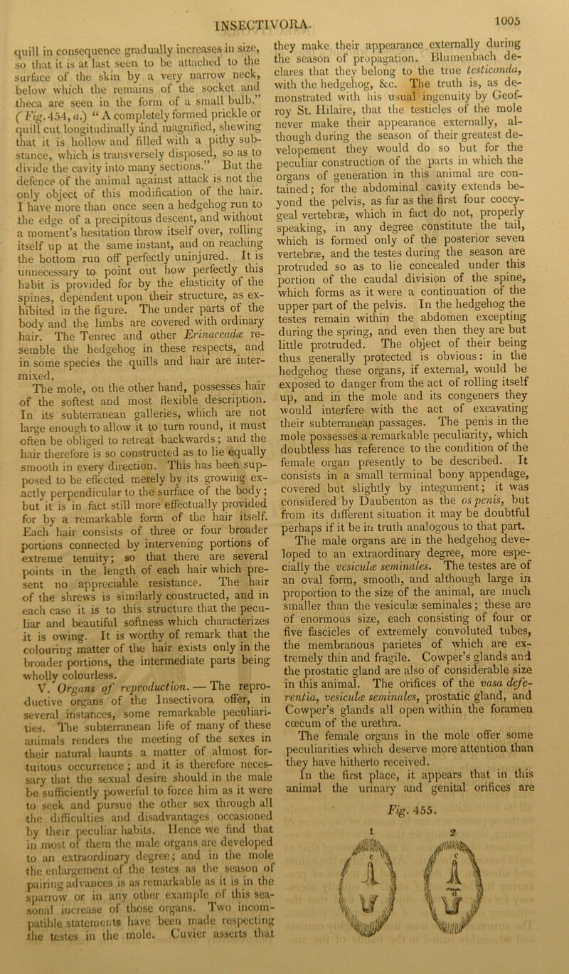 quill in consequence gradually increases in size, so that it is at last seen to be attached to the surface of the shin by a very narrow neck, below which the remains of the socket and theca are seen in the form of a small bulb. ( Fig. 454, a.) “ A completely formed prickle or quill cut longitudinally and magnified, shewing that it is hollow and filled with a pithy sub- stance, which is transversely disposed, so as to divide the cavity into many sections. ’ But the defence of the animal against attack is not the only object of this modification of the hair. I have more than once seen a hedgehog run to the edge of a precipitous descent, and without a moment’s hesitation throw itself over, rolling itself up at the same instant, and on reaching the bottom run off perfectly uninjured. It is unnecessary to point out how perfectly this habit is provided for by the elasticity of the spines, dependent upon their structure, as ex- hibited in the figure. The under parts of the body and the limbs are covered with ordinary hair. The Tenrec and other Erinaceadce re- semble the hedgehog in these respects, and in some species the quills and hair are inter- mixed. The mole, on the other hand, possesses hair of the softest and most flexible description. In its subterranean galleries, which are not large enough to allow it to turn round, it must often be obliged to retreat backwards; and the hair therefore is so constructed as to lie equally smooth in every direction. This has been sup- posed to be effected merely by its growing ex- actly perpendicular to the surface of the body; but it is in fact still more effectually provided for by a remarkable form of the hair itself. Each hair consists of three or four broader portions connected by intervening portions of ■extreme tenuity; so that there are several points in the length of each hair which pre- sent no appreciable resistance. The hair of the shrews is similarly constructed, and in each case it is to this structure that the pecu- liar and beautiful softness which characterizes it is owing. It is worthy of remark that the colouring matter of the hair exists only in the broader portions, the intermediate parts being wholly colourless. V. Organs of reproduction. — The repro- ductive organs of the lnsectivora offer, in several instances, some remarkable peculiari- ties. The subterranean life of many of these animals renders the meeting of the sexes in their natural haunts a matter of almost for- tuitous occurrence ; and it is therefore neces- sary that the sexual desire should in the male be sufficiently powerful to force him as it were to seek and pursue the other sex through all the difficulties and disadvantages occasioned by their peculiar habits. Ilence we find that in most of them the male organs are developed to an extraordinary degree; and in the mole the enlargement of the testes as the season of pairing advances is as remarkable as it is in the sparrow or in any other example of this sea- sonal increase of those organs. Two incom- patible statements have been made respecting the testes in the mole. Cuvier asserts that they make their appearance externally during the season of propagation. Blumenbach de- clares that they belong to the true testiconda, with the hedgehog, &c. The truth is, as de- monstrated with his usual ingenuity by Geof- roy St. Hilaire, that the testicles of the mole never make their appearance externally, al- though during the season of their greatest de- velopement they would do so but for the peculiar construction of the parts in which the organs of generation in this animal are con- tained; for the abdominal cavity extends be- yond the pelvis, as far as the first four coccy- geal vertebrae, which in fact do not, properly speaking, in any degree constitute the tail, which is formed only of the posterior seven vertebrae, and the testes during the season are protruded so as to lie concealed under this portion of the caudal division of the spine, which forms as it were a continuation of the upper part of the pelvis. In the hedgehog the testes remain within the abdomen excepting during the spring, and even then they are but little protruded. The object of their being thus generally protected is obvious: in the hedgehog these organs, if external, would be exposed to danger from the act of rolling itself up, and in the mole and its congeners they would interfere with the act of excavating their subterranean passages. The penis in the mole possesses a remarkable peculiarity, which doubtless has reference to the condition of the female organ presently to be described. It consists in a small terminal bony appendage, covered but slightly by integument; it was considered by Daubenton as the os penis, but from its different situation it may be doubtful perhaps if it be in truth analogous to that part. The male organs are in the hedgehog deve- loped to an extraordinary degree, more espe- cially the vesiculce seminales. The testes are of an oval form, smooth, and although large in proportion to the size of the animal, are much smaller than the vesiculae seminales; these are of enormous size, each consisting of four or five fascicles of extremely convoluted tubes, the membranous parietes of which are ex- tremely thin and fragile. Cowper’s glands and the prostatic gland are also of considerable size in this animal. The orifices of the vasa dcfe- rentia, vesiculce seminales, prostatic gland, and Cowper’s glands all open within the foramen coecum of the urethra. The female organs in the mole offer some peculiarities which deserve more attention than they have hitherto received. In the first place, it appears that in this animal the urinary and genital orifices are Fig. 455. i 2