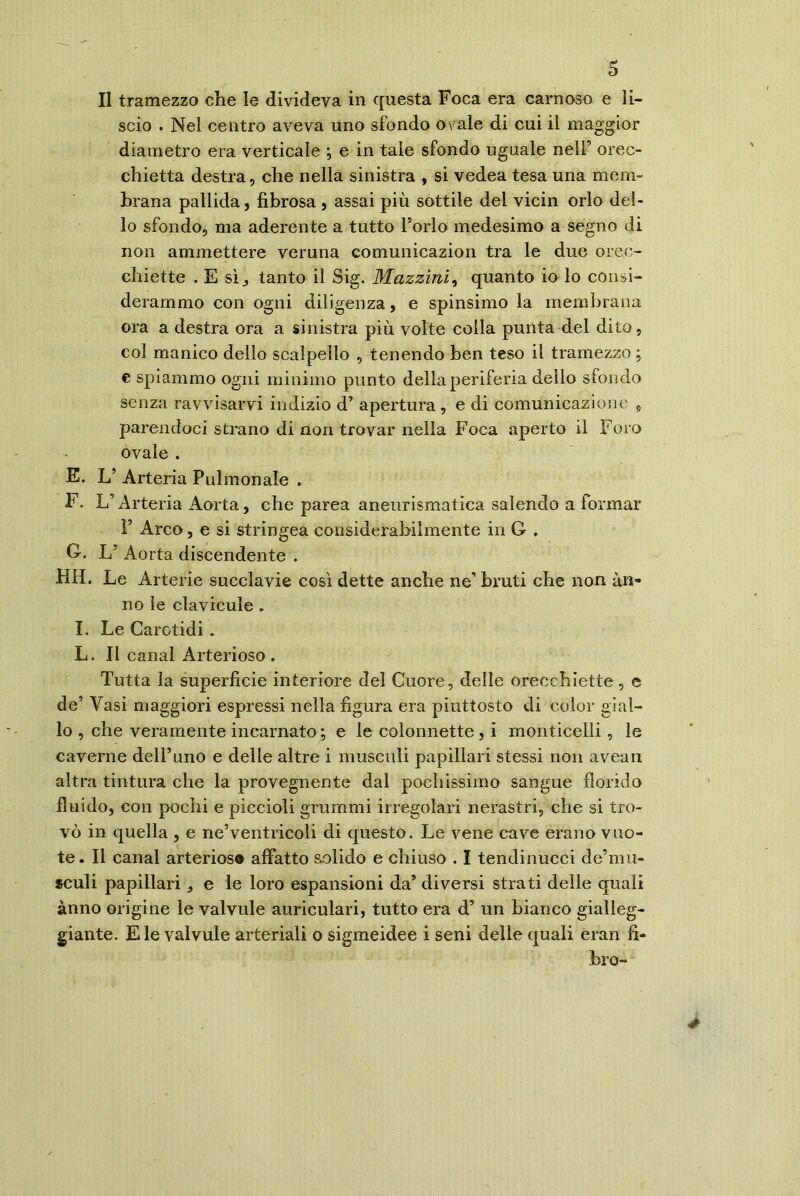 Il tramezzo che le divideva in questa Foca era carnoso e li- scio . Nel centro aveva uno sfondo ovale di cui il maggior diametro era verticale ; e in tale sfondo uguale nell’ orec- chietta destra, che nella sinistra , si vedea tesa una mem- brana pallida, fibrosa , assai più sottile del vicin orlo del- lo sfondo, ma aderente a tutto Torlo medesimo a segno di non ammettere veruna comunicazion tra le due orec- chiette . E sì, tanto il Sig. Mazzini, quanto io lo consi- derammo con ogni diligenza, e spinsimo la membrana ora a destra ora a sinistra più volte colla punta del dito, col manico dello scalpello , tenendo ben teso il tramezzo ; e spiammo ogni minimo punto della periferia dello sfondo senza ravvisarvi indizio d’ apertura , e di comunicazione , parendoci strano di non trovar nella Foca aperto il Foro ovale . E. L’ Arteria Pulmonale . F. Ir Arteria Aorta, che parca aneurismatica salendo a formar F Arco, e si stringea considerahilmente in G , G. L’ Aorta discendente . HH. Le Arterie succlavie così dette anche ne*1 bruti che non an- no le clavicule . I. Le Carotidi . L. Il canal Arterioso . Tutta la superficie interiore del Cuore, delle orecchiette , e de’ Vasi maggiori espressi nella figura era piuttosto di color gial- lo , che veramente incarnato; e le colonnette, i monticelli, le caverne dell’uno e delle altre i museali papillari stessi non avean altra tintura che la provegnente dal pochissimo sangue florido fluido, con pochi e piccioli grammi irregolari nerastri, che si tro- vò in quella , e ne’ventricoli di questo. Le vene cave erano vuo- te. Il canal arteriosa affatto solido e chiuso . I tendinucci de’mu- *culi papillari, e le loro espansioni da’ diversi strati delle quali anno origine le valvule auriculari, tutto era d’ un bianco gialleg- giante. Eie valvule arteriali o sigmeidee i seni delle quali eran li- bro-