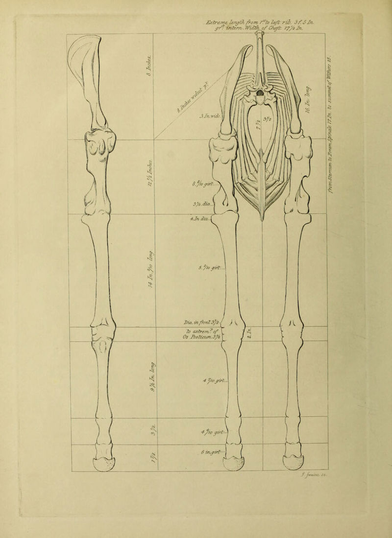 ZEoctreme. Zeru/bh from 7sibo Zafi rib. 3f.6In. yr‘f -intern. Width, of C/ieft. 77^2 In. froTnStervMm to tFortzrrt.Sfincdc 77Jti. to summitof Withers 25.