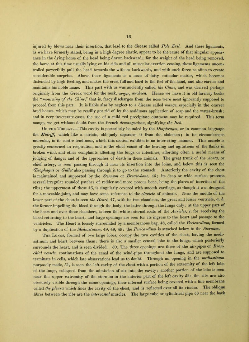 injured by blows near their insertion, that lead to the disease called Pole Evil. And these ligaments, as we have formerly stated, being in a high degree elastic, appear to be the cause of that singular appear- ance in the dying horse of the head being drawn backward; for the weight of the head being removed, the horse at this time usually lying on his side and all muscular exertion ceasing, these ligaments uncon- trolled powerfully pull the head towards the withers backwards, and with such force as often to create considerable surprise. Above these ligaments is a mass of fatty cuticular matter, which becomes distended by high feeding, and makes the crest full and hard to the feel of the hand, and also carries and maintains his noble mane. This part with us was anciently called the Chine, and was derived perhaps originally from the Greek word for the neck, av^rjv, aucheen. Hence we have it in old farriery books the “mourning of the Chine that is, farcy discharges from the nose were most ignorantly supposed to proceed from this part. It is liable also by neglect to a disease called mange, especially in the coarser bred horses, which may be readily got rid of by the assiduous application of soap and the water-brush; and in very inveterate cases, the use of a mild red precipitate ointment may be required. This term mange, we get without doubt from the French demangeaison, signifying the Itch. Of the Thorax.—This cavity is posteriorly bounded by the Diaphragm, or in common language the Midriff, which like a curtain, obliquely separates it from the abdomen; in its circumference muscular, in its centre tendinous, which this section exhibits in an interesting manner. This muscle is greatly concerned in respiration, and is the chief cause of the heaving and agitations of the flanks in broken wind, and other complaints affecting the lungs or intestines, affording often a useful means of judging of danger and of the approaches of death in these animals. The great trunk of the Aorta, or chief artery, is seen passing through it near its insertion into the loins, and below this is seen the Oesophagus or Gullet also passing through it to go to the stomach. Anteriorly the cavity of the chest is maintained and supported by the Sternum or Breast-bone, 45; its deep or wide surface presents several irregular rounded patches of redder and more porous bone, being the places of insertion of the ribs; the uppermost of these 46, is singularly covered with smooth cartilage, as though it was designed for a moveable joint, and may have some reference to the clavicle of animals. Near the middle of the lower part of the chest is seen the Heart, 47, with its two chambers, the great and lesser ventricle, a. b. the former impelling the blood through the body, the latter through the lungs only ; at the upper part of the heart and over these chambers, is seen the white internal coats of the Auricles, c. for receiving the blood returning to the heart, and large openings are seen for its ingress to the heart and passage to the ventricles. The Heart is loosely surrounded by a membranous bag, 48, called the Pericardium, formed by a duplication of the Mediastinum, 49, 49, 49: the Pericardium is attached below to the Sternum. The Lungs, formed of two large lobes, occupy the two cavities of the chest, having the medi- astinum and heart between them; there is also a smaller central lobe to the lungs, which posteriorly surrounds the heart, and is seen divided. 50. The three openings are three of the air-pipes or Bron- chial vessels, continuations of the canal of the wind-pipe throughout the lungs, and are supposed to terminate in cells, which late observations lead us to doubt. Through an opening in the mediastinum purposely made, 51, is seen the left cavity of the chest with a portion of the extremity of the left lobe of the lungs, collapsed from the admission of air into the cavity; another portion of the lobe is seen near the upper extremity of the sternum in the anterior part of the left cavity 52: the ribs are also obscurely visible through the same openings, their internal surface being covered with a fine membrane called the pleura which lines the cavity of the chest, and is reflected over all its viscera. The oblique fibres between the ribs are the intercostal muscles. The large tube or cylindrical pipe 53 near the back