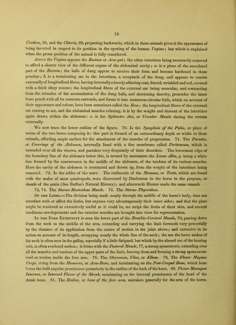 Urethra, 68, and the Clitoris, 69, projecting backwards, which in these animals gives it the appearance of being inverted in respect to its position in the opening of the human Vagina; but which is explained when the prone position of the animal is fully considered. Above the \ agina appears the Rectum or Arse-gut; the other intestines being necessarily removed to afford a clearer view of the different organs of the abdominal cavity; a. is a piece of the sacculated part of the Rectum; the balls of dung appear to receive their form and become hardened in these pouches ; b. is a terminating sac to the intestines, a receptacle of the dung, and appears to consist externally of longitudinal fibres, having internally a loosely adhering coat, flaccid, wrinkled and red, covered ■with a thick slimy mucus; the longitudinal fibres of the external sac being muscular, and contracting from the stimulus of the accumulation of the dung balls, and shortening thereby, protrudes the inner loose pouch with all its contents outwards, and forms it into numerous circular folds, which on account of their appearance and colour, have been sometimes called the Rose; the longitudinal fibres of the external sac ceasing to act, and the abdominal muscles relaxing, it is by the weight and descent of the intestines again drawn within the abdomen: c. is the Sphincter Ani, or Circular Muscle closing the rectum externally. We now trace the lower outline of the figure. 70. Is the Symphisis of the Pubis, or place of union of the two bones composing it: this part is formed of an extraordinary depth or width in these animals, affording ample surface for the attachment of the muscles of progression. 71. The Parietes, or Coverings of the Abdomen, internally lined with a fine membrane called Peritoneum, which is extended over all the viscera, and partakes very frequently of their disorders. The lowermost edge of the boundary line of the abdomen below this, is termed by anatomists the Linea Alba, g. being a white line formed by the concurrence in the middle of the abdomen, of the tendons of its various muscles. Here the cavity of the abdomen is contracted and drawn up, from the weight of the intestines being removed. 72. Is the udder of the mare. The rudiments of the Mammce, or Teats, which are found with the males of most quadrupeds, were discovered by Daubenton in the horse in the prepuce, or sheath of the penis (See Buffon’s Natural History); and afterwards Hunter made the same remark. 73, 74. The Sterno-Mastoideus Muscle. 75. The Sterno-Thyroideus. Of the Limbs.—The division being made nearly through the middle of the horse’s body, does not interfere with or affect the limbs, but exposes very advantageously their inner sides; and that the plate might be rendered as extensively useful as it could be, we stript the limbs of their skin, and several tendinous env elopements and the exterior muscles are brought into view for representation. In the Fore Extremity is seen the lower part of the Brachio- Cervical Muscle, 76, passing down from the neck to the middle of the arm, extending and carrying the limb forwards very powerfully by the distance of its application from the centre of motion in the joint above; and extensive in its action on account of its length, occupying nearly the whole line of the neck; the use the horse makes of his neck is often seen in the gallop, especially if a little fatigued, but which by the absurd use of the bearing rein, is often rendered useless; it forms with the Pectoral Muscle, 77, a strong aponeurosis, extending over all the muscles and tendons of the upper parts of the limb, bracing them and forming a strong aponeurotic cord or tendon inside the fore arm. 78. The Olecranon, Ulna, or Elbow. 79, The Flexor Magnus Carpi, rising from the Humerus, or Arm-Bone, and terminating on the Post-Carpal Bone, which bone forms the bold angular prominence posteriorly in the outline of the back of the knee. 80. Flexor Mesocynii Internus, or Internal Flexor of the Shank, terminating on the internal prominence of the head of the shank bone. 81. The Radius, or bone of the fore arm, mistaken generally for the arm of the horse,