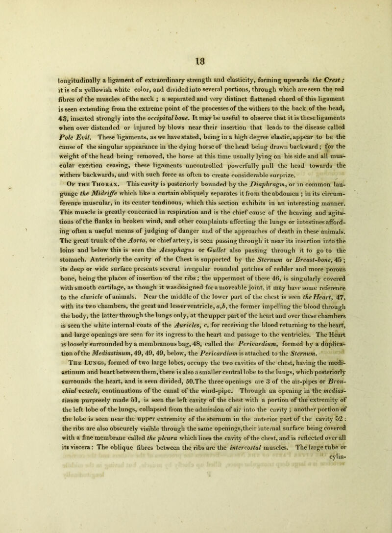 longitudinally a ligament of extraordinary strength and elasticity, forming upwards the Crest; it is of a yellowish white color, and divided into several portions, through which are seen the red fibres of the muscles of the neck ; a separated and very distinct flattened chord of this ligament is seen extending from the extreme point of the processes of the withers to the back of the head, 43, inserted strongly into the occipital hone. It maybe useful to observe that it is these ligaments when over distended or injured by blows near their insertion that leads to the disease called Pole Evil. These ligaments, as we have stated, being in a high degree elastic, appear to be the cause of the singular appearance in the dying horse of the head being drawn backward; for the weight of the head being removed, the horse at this time usually lying on his side and all mus- cular exertion ceasing, these ligaments uncontrolled powerfully pull the head towards the withers backwards, and with such force as often to create considerable surprize. Of the Thorax. This cavity is posteriorly bounded by the Diaphragm, or in common lan- guage the Midriffe which like a curtain obliquely separates it from the abdomen ; in its circum- ference muscular, in its center tendinous, which this section exhibits in an interesting manner. This muscle is greatly concerned in respiration and is the chief cause of the heaving and agita- tions of the flanks in broken wind, and other complaints affecting the lungs or intestines afford- ing often a useful means of judging of danger and of the approaches of death in these animals. The great trunk of the A orta, or chief artery, is seen passing through it near its insertion into the loins and below this is seen the Aesophagus or Gullet also passing through it to go to the stomach. Anteriorly the cavity of the Chest is supported by the Sternum or Breast-hone, 45 ; its deep or wide surface presents several irregular rounded patches of redder and more porous bone, being the places of insertion of the ribs ; the uppermost of these 46, is singularly covered with smooth cartilage, as though it wasdesigned for a moveable joint, it may have some reference to the clavicle of animals. Near the middle of the lower part of the chest is seen the Heart, 47, with its two chambers, the great and lesser ventricle, a,b, the former impelling the blood through the body, the latter through the lungs only, at the upper part of the heart and over these chambers is seen the white internal coats of the Auricles, c, for receiving the blood returning to the heart, and large openings are seen for its ingress to the heart and passage to the ventricles. The Heart is loosely surrounded by a membranous bag, 48, called the Pericardium, formed by a duplica- tion of the Mediastinum, 49, 49, 49, below, the Pericardium is attached to the Sternum. The Lungs, formed of two large lobes, occupy the two cavities of the chest, having the medi- astinum and heart between them, there is also a smaller central lobe to the lungs, which posteriorly surrounds the heart, and is seen divided, 50.The three openings are 3 of the air-pipes or Bron- chial vessels, continuations of the canal of the wind-pipe. Through an opening in the medias- tinum purposely made 51, is seen the left cavity of the chest with a portion of the extremity of the left lobe of the lungs, collapsed from the admission of ai;- into the cavity ; another portion of the lobe is seen near the upper extremity of the sternum in the anterior part of the cavity 52 : the ribs are also obscurely visible through the same openings,their internal surface being covered with a fine membrane called the pleura which lines the cavity of the chest, and is reflected over all its viscera: The oblique fibres between the ribs are the intercostal muscles. The large tube or cylin-