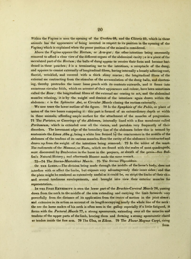 Within the Vagina is seen the opening of the Urethra 68, and the Clitoris 69, which in these animals has the appearance of being inverted in respect to its position in the opening of the Vagina; which is explained when the prone position of the animal is considered. Above the Vagina appears the Rectum, or Arse-gut; the other intestines being necessarily removed to afford a clear view of the different organs of the abdominal cavity ; a is a piece of the sacculated part of the Rectum ; the balls of dung appear to receive their form and become har- dened in these pouches; b is a terminating sac to the intestines, a receptacle of the dung, and appears to consist externally of longitudinal fibres, having internally a loosely adhering coat, flaccid, wrinkled, and covered with a thick slimy mucus; the longitudinal fibres of the external sac contracting from the stimulus of the accumulation of the dung balls, and shorten- ing, thereby protrudes the inner loose pouch with its contents outwards, and it forms into numerous circular folds, which on account of their appearance and colour, have been sometimes called the Rose ; the longitudinal fibres of the external sac ceasing to act, and the abdominal muscles relaxing, it is by the weight and descent of the intestines again drawn within the abdomen: c is the Sphincter Ani, or Circular Muscle closing the rectum externally. We now trace the lower outline of the figure. 70 Is the Symphisis of the Pubis, or place of union of the two bones composing it: this part is formed of an extraordinary depth or width in these animals, affording ample surface for the attachment of the muscles of progression. 71 The Parietes, or Coverings of the Abdomen, internally lined with a fine membrane called Peritoneum, which is extended over all the viscera, and partakes very frequently of their disorders. The lowermost edge of the boundary line of the abdomen below this is termed by anatomists the Linea Alba g, being a white line formed by the concurrence in the middle of the abdomen of the tendons of its various muscles. Here the cavity of the abdomen is contracted and drawn up from the weight of the intestines being removed. 72 Is the udder of the mare. The rudiments of the Mammce, or Teats, which are found with the males of most quadrupeds, were discovered by Daubenton in the horse in the prepuce, or sheath of the penis—See Buf- fon’s Natural History; and afterwards Hunter made the same remark. 73—74 The Sterno-Mastoideus Muscle. 75 The Sterno-Thyroideus. Of the Limbs.—The division being made through the middle of the horse’s body, does not interfere with or affect the limbs, but exposes very advantageously their inner sides; and that the plate might be rendered as extensively useful as it could be, we stript the limbs of Iheir skin and several tendinous envelopements, and brought into view their exterior muscles for representation. In the Fore Extremity is seen the lower part of the Brachio-Cervical Muscle 76, passing down from the neck to the-middle of the arm extending and carrying the limb forwards very powerfully from the distance of its application from the centre of motion in the joint above; and extensive in its action on account of its length occupying nearly the whole line of the neck : the use the horse makes of his neck is often seen in the gallop especially if a little fatigued, it forms with the Pectoral Muscle 77, a strong aponeurosis, extending over all the muscles and tendons of the upper parts of the limb, bracing them and forming a strong aponeurotic chord or tendon inside the fore arm. 78 The Ulna, or Elbow. 79 The Flexor Magnus Carpi, rising from