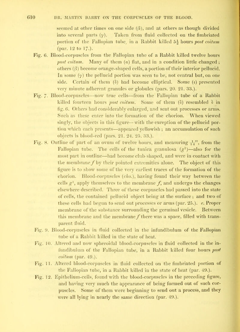 seemed at other times oil one side ((3), and at others as though divided into several parts (y). Taken from fluid collected on the fimbriated portion of the Fallopian tube, in a Rabbit killed 5^ hours post coition (par. 12 to 17-)- Fig. 6. Blood-corpuscles from the Fallopian tube of a Rabbit killed twelve hours post coition. Many of them (a) flat, and in a condition little changed ; others ((3) become orange-shaped cells, a portion of their interior pellucid. In some (y) the pellucid portion was seen to be, not central but, on one side. Certain of them (§) had become elliptical. Some (s) presented very minute adherent granules or globules (pars. 20. 21. 33.). Fig. / • Blood-corpuscles—now true cells—from the Fallopian tube of a Rabbit killed fourteen hours post coition. Some of them (h) resembled h in fig. 6. Others had considerably enlarged, and sent out processes or arms. Such as these enter into the formation of the chorion. When viewed singly, the objects in this figure—with the exception of the pellucid por- tion which each presents—appeared yellowish ; an accumulation of such objects is blood-red (pars. 21. 24. 25. 33.). Fig. 8. Outline of part of an ovum of twelve hours, and measuring yj, from the Fallopian tube. The cells of the tunica granulosa (g1)—also for the most part in outline—had become club-shaped, and were in contact with the membrane /' by their pointed extremities alone. The object of this figure is to show some of the very earliest traces of the formation of the chorion. Blood-corpuscles (cho.), having found their way between the cells g1, apply themselves to the membrane f, and undergo the changes elsewhere described. Three of these corpuscles had passed into the state of cells, the contained pellucid object being at the surface ; and two of these cells had begun to send out processes or arms (par. 25.). e. Proper membrane of the substance surrounding the germinal vesicle. Between this membrane and the membrane f there was a space, filled with trans- parent fluid. Fig. 9. Blood-corpuscles in fluid collected in the infundibulum of the Fallopian tube of a Rabbit killed in the state of heat. Fig. 10. Altered and now spheroidal blood-corpuscles in fluid collected in the in- fundibulum of the Fallopian tube, in a Rabbit killed four hours post coif urn (par. 49.). Fig. 11. Altered blood-corpuscles in fluid collected on the fimbriated portion of the Fallopian tube, in a Rabbit killed in the state of heat (par. 49.). Fig. 12. Epithelium-cells, found with the blood-corpuscles in the preceding figure, and having very much the appearance of being formed out of such cor- puscles. Some of them were beginning to send out a process, and they were all lying in nearly the same direction (par. 49.).