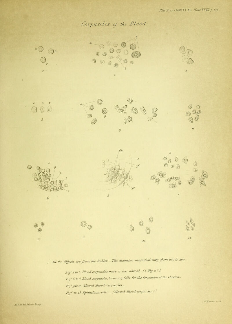 BluL. TrajisMB CC CXL. Plat& XXIX. p. 612 . Corpuscl&s of ike -Blood. £ ' All the Objects are.from the, Rabbit.-The diameters magnified vary from zoo to 400 Fiqfi to 5.Blood-corpuscles, more or less altered le Fig. 2 .? / Figs 6 to 8.Blood-corpuscles, becoming Ceils for the formation of the Chorion . Fig sg ton. Altered Blood-corpuscles. Figf 12.i3.Fpit7udmm-cells _ /AlteredBlood-corpuscles ? ! slrlNol. dcU Ma7-tm Barry ■ JfBar ire sa.Jp.