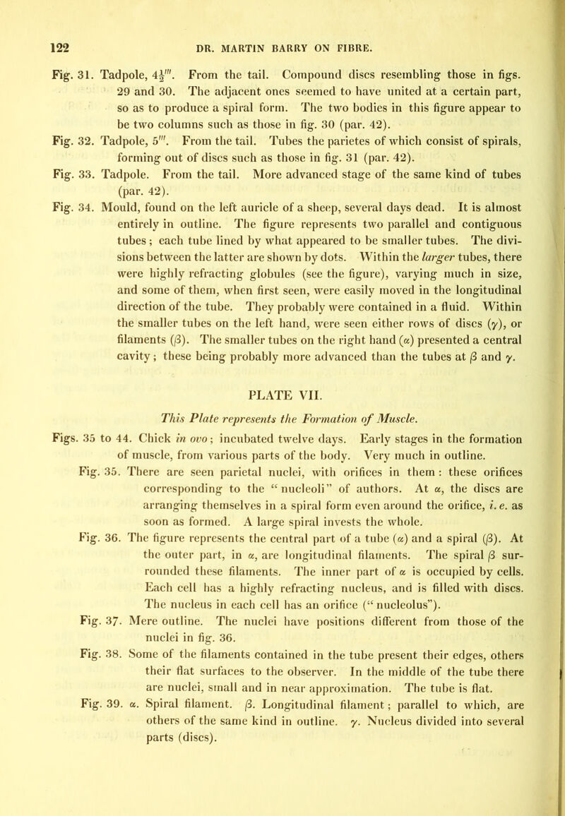 Fig. 31. Tadpole, 4^. From the tail. Compound discs resembling those in figs. 29 and 30. The adjacent ones seemed to have united at a certain part, so as to produce a spiral form. The two bodies in this figure appear to be two columns such as those in fig. 30 (par. 42). Fig. 32. Tadpole, 5'. From the tail. Tubes the parietes of which consist of spirals, forming out of discs such as those in fig. 31 (par. 42). Fig. 33. Tadpole. From the tail. More advanced stage of the same kind of tubes (par. 42). Fig. 34. Mould, found on the left auricle of a sheep, several days dead. It is almost entirely in outline. The figure represents two parallel and contiguous tubes ; each tube lined by what appeared to be smaller tubes. The divi- sions between the latter are shown by dots. Within the larger tubes, there were highly refracting globules (see the figure), varying much in size, and some of them, when first seen, were easily moved in the longitudinal direction of the tube. They probably were contained in a fluid. Within the smaller tubes on the left hand, were seen either rows of discs (y), or filaments (/3). The smaller tubes on the right hand (a) presented a central cavity; these being probably more advanced than the tubes at (3 and y. PLATE VII. This Plate represents the Formation of Muscle. Figs. 35 to 44. Chick in ovo; incubated twelve days. Early stages in the formation of muscle, from various parts of the body. Very much in outline. Fig. 35. There are seen parietal nuclei, with orifices in them : these orifices corresponding to the “nucleoli” of authors. At a, the discs are arranging themselves in a spiral form even around the orifice, i.e. as soon as formed. A large spiral invests the whole. Fig. 36. The figure represents the central part of a tube (a) and a spiral (j3). At the outer part, in a, are longitudinal filaments. The spiral (3 sur- rounded these filaments. The inner part of a is occupied by cells. Each cell has a highly refracting nucleus, and is filled with discs. The nucleus in each cell has an orifice (“ nucleolus”). Fig. 37. Mere outline. The nuclei have positions different from those of the nuclei in fig. 36. Fig. 38. Some of the filaments contained in the tube present their edges, others their flat surfaces to the observer. In the middle of the tube there are nuclei, small and in near approximation. The tube is flat. Fig. 39. a. Spiral filament. (3. Longitudinal filament; parallel to which, are others of the same kind in outline, y. Nucleus divided into several parts (discs).