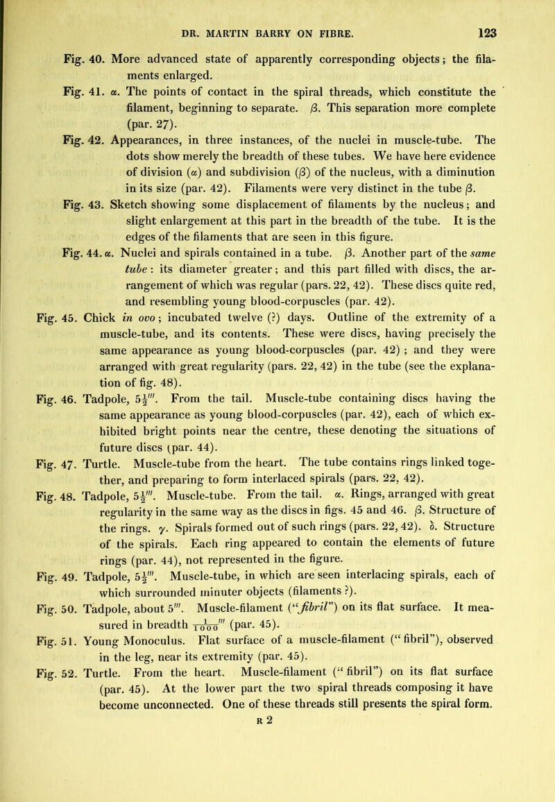 Fig. 40. More advanced state of apparently corresponding objects; the fila- ments enlarged. Fig. 41. a. The points of contact in the spiral threads, which constitute the filament, beginning to separate. /3. This separation more complete (par. 27). Fig. 42. Appearances, in three instances, of the nuclei in muscle-tube. The dots show merely the breadth of these tubes. We have here evidence of division (a) and subdivision (|3) of the nucleus, with a diminution in its size (par. 42). Filaments were very distinct in the tube |3. Fig. 43. Sketch showing some displacement of filaments by the nucleus; and slight enlargement at this part in the breadth of the tube. It is the edges of the filaments that are seen in this figure. Fig. 44. a. Nuclei and spirals contained in a tube. j3. Another part of the same tube: its diameter greater; and this part filled with discs, the ar- rangement of which was regular (pars. 22, 42). These discs quite red, and resembling young blood-corpuscles (par. 42). Fig. 45. Chick in ovo; incubated twelve (?) days. Outline of the extremity of a muscle-tube, and its contents. These were discs, having precisely the same appearance as young blood-corpuscles (par. 42) ; and they were arranged with great regularity (pars. 22, 42) in the tube (see the explana- tion of fig. 48). Fig. 46. Tadpole, 5^'. From the tail. Muscle-tube containing discs having the same appearance as young blood-corpuscles (par. 42), each of which ex- hibited bright points near the centre, these denoting the situations of future discs (par. 44). Fig. 47. Turtle. Muscle-tube from the heart. The tube contains rings linked toge- ther, and preparing to form interlaced spirals (pars. 22, 42). Fig. 48. Tadpole, S^'. Muscle-tube. From the tail. a. Rings, arranged with great regularity in the same way as the discs in figs. 45 and 46. ,8. Structure of the rings, y. Spirals formed out of such rings (pars. 22,42). 1. Structure of the spirals. Each ring appeared to contain the elements of future rings (par. 44), not represented in the figure. Fig. 49. Tadpole, 5|'. Muscle-tube, in which are seen interlacing spirals, each of which surrounded minuter objects (filaments ?). Fig. 50. Tadpole, about 5'. Muscle-filament {'•‘JihriV') on its flat surface. It mea- sured in breadth 1^5^' (par. 45). Fig. 51. Young Monoculus. Flat surface of a muscle-filament (“fibril”), observed in the leg, near its extremity (par. 45). Fig. 52. Turtle. From the heart. Muscle-filament (“ fibril”) on its flat surface (par. 45). At the lower part the two spiral threads composing it have become unconnected. One of these threads still presents the spiral form. R 2