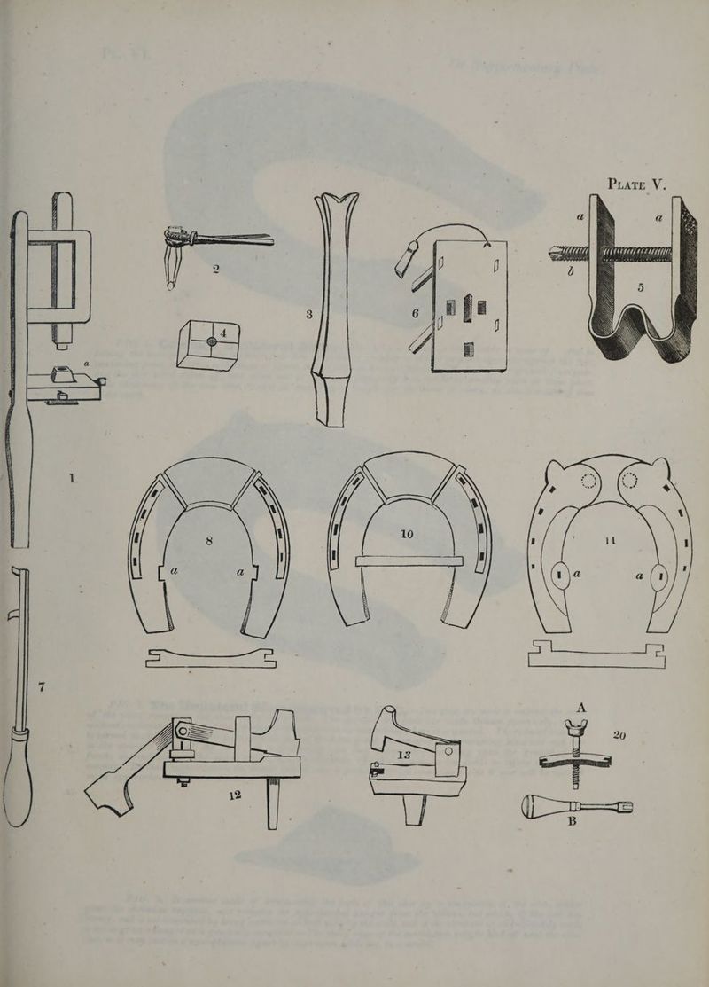 PLAte V.